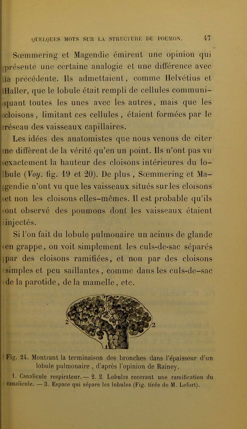 Sœmmering et Magendie émirent une opinion qui présente une certaine analogie et une différence avec la précédente. Ils admettaient, comme Helvétius et ilHaller, que le lobule était rempli de cellules communi- quant toutes les unes avec les autres, mais que les iicloisons, limitant ces cellules , étaient formées par le i hréseau des vaisseaux capillaires. I Les idées des anatomistes que nous venons de citer P ne diffèrent de la vérité qu’en un point. Ils n’ont pas vu jtexactement la hauteur des cloisons intérieures du lo- jlbule {Voy. fig. 19 et 20). De plus, Sœmmering et Ma- :gendie n’ont vu que les vaisseaux situés sur les cloisons • et non les cloisons elles-mêmes. Il est probable qu’ils 'Ont observé des poumons dont les vaisseaux étaient injectés. Si l’on fait du lobule pulmonaire un acinus de glande ten grappe, on voit simplement les culs-de-sac séparés ipar des cloisons ramifiées, et non par des cloisons :?simples et peu saillantes, comme dans les culs-de-sac de la parotide, delà mamelle, etc. 1 Fig. 24. Montrant la terminaison des bronches dans l’épaisseur d’un lobule pulmonaire , d’après l’opinion de Rainey. 1. Canalicule respirateur.— 2. 2. Lobules recevant une ramification du canalicule. —.3. Espace qui sépare les lobules (Fig. tirée de M. Lefort).