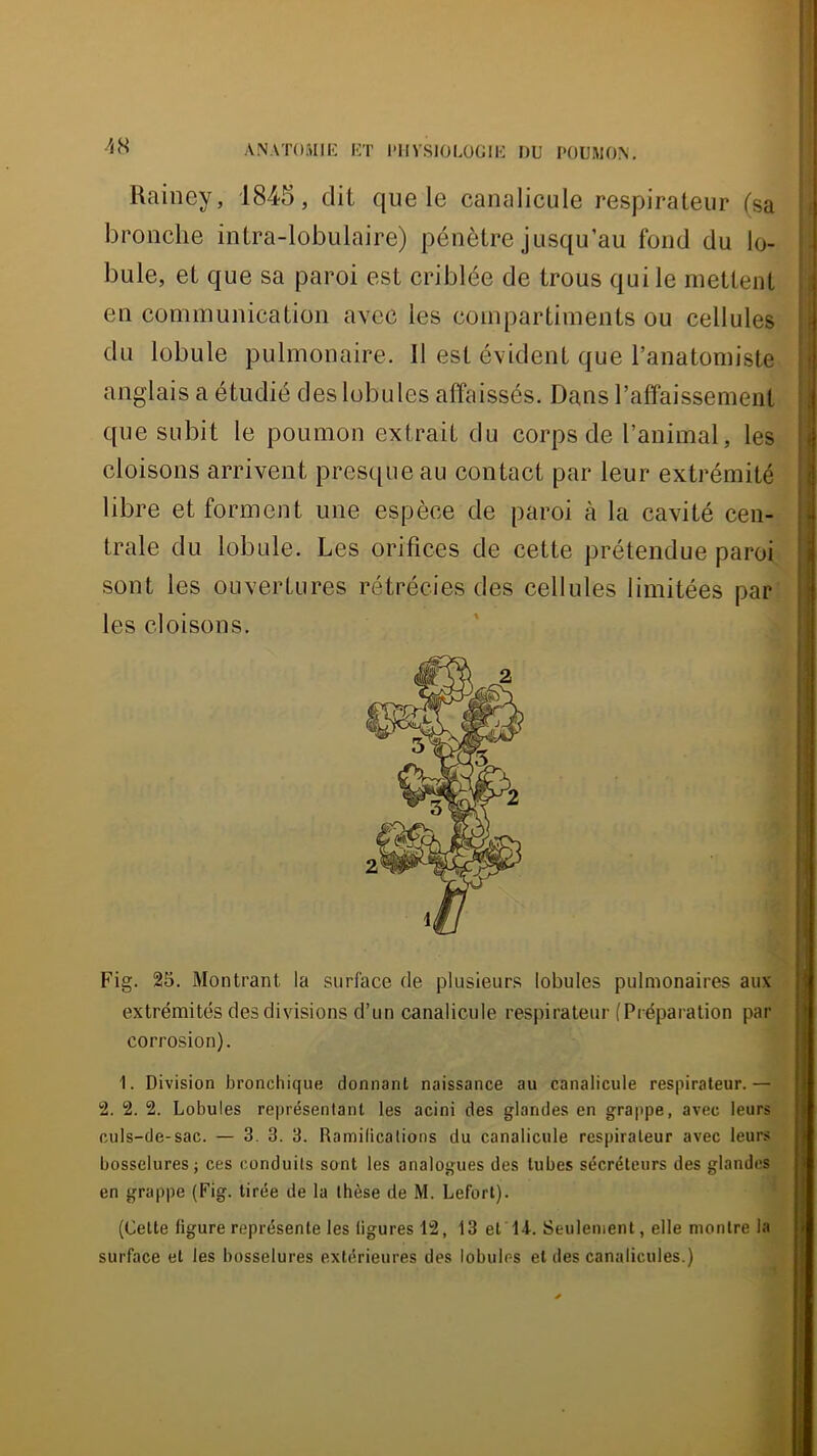 //8 Rainey, 1845, dit que le canalicule respirateur (sa bronche intra-lobulaire) pénètre jusqu’au fond du lo- bule, et que sa paroi est criblée de trous qui le mettent en communication avec les compartiments ou cellules du lobule pulmonaire. Il est évident que l’anatomiste anglais a étudié des lobules affaissés. Dans l’affaissement que subit le poumon extrait du corps de l’animal, les cloisons arrivent presque au contact par leur extrémité libre et forment une espèce de paroi à la cavité cen- trale du lobule. Les orifices de cette prétendue paroi sont les ouvertures rétrécies des cellules limitées par les cloisons. Fig. 25. Montrant la surface de plusieurs lobules pulmonaires aux extrémités des divisions d’un canalicule respirateur (Préparation par corrosion). 1. Division bronchique donnant naissance au canalicule respirateur.— 2. 2. 2. Lobules représentant les acini des glandes en grappe, avec leurs culs-de-sac. — 3. 3. 3. Ramifications du canalicule respirateur avec leurs bosselures J ces conduits sont les analogues des tubes sécréteurs des glandes (Cette figure représente les figures 12, 13 et 14. Seulement, elle montre la surface et les bosselures extérieures des lobules et des canalicules.) I