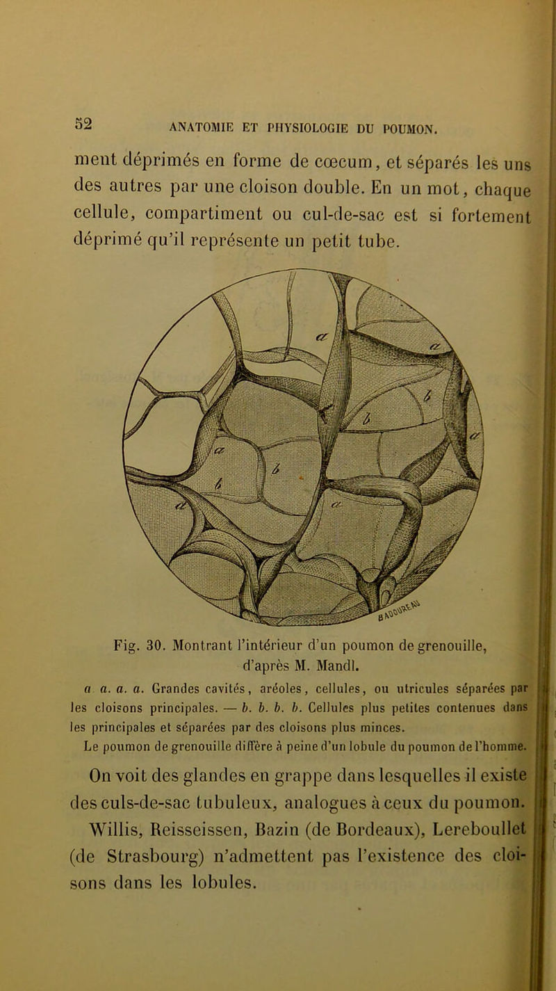 ment déprimés en forme de cæcum, et séparés les uns des autres par une cloison double. En un mot, chaque cellule, compartiment ou cul-de-sac est si fortement déprimé qu’il représente un petit tube. Fig. 30, Montrant l’intérieur d’un poumon de grenouille, d’après M. Mandl. a a. a. a. Grandes cavités, aréoles, cellules, ou ulricules séparées par les cloisons principales. — b. b. b. b. Cellules plus petites contenues dans les principales et séparées par des cloisons plus minces. Le poumon de grenouille dilTère à peine d’un lobule du poumon de l’homme. On voit des glandes en grappe dans lesquelles il existe des culs-de-sac tubuleux, analogues <à ceux du poumon. Willis, Reisseissen, Bazin (de Bordeaux), Lereboullet (de Strasbourg) n’admettent pas l’existence des cloi- sons dans les lobules.
