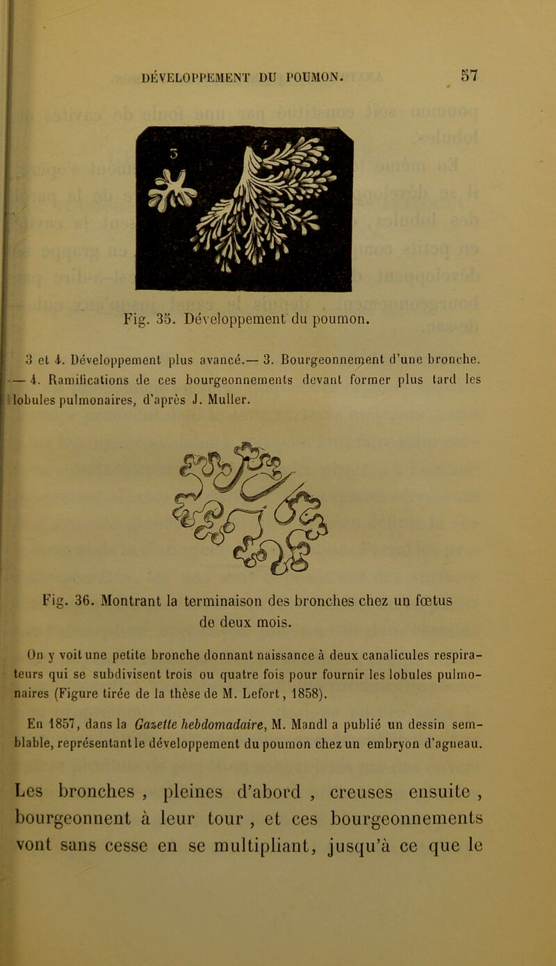 Fig. 35. Développement du poumon. 3 et 4. Développement plus avancé.— 3. Bourgeonnement d’une bronche. — 4. Ramilications de ces bourgeonnements devant former plus lard les lobules pulmonaires, d’après J. Muller. Fig. 36. Montrant la terminaison des bronches chez un fœtus de deux mois. On y voit une petite bronche donnant naissance à deux canalicules respira- teurs qui se subdivisent trois ou quatre fois pour fournir les lobules pulmo- naires (Figure tirée de la thèse de M. Lefort, 1858). En 1857, dans la Gazette hebdomadaire, M. Mandl a publié un dessin sem- blable, représentant le développement du poumon chez un embryon d’agneau. Les bronches , pleines d’abord , creuses ensuite , bourgeonnent à leur tour , et ces bourgeonnements vont sans cesse en se multipliant, jusqu’à ce que le