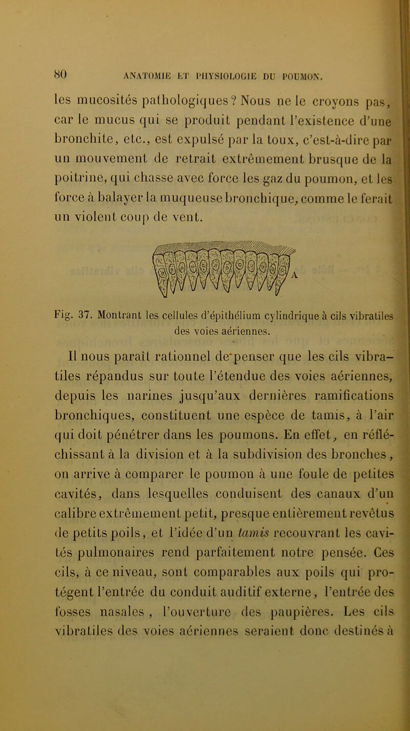 les mucosités pathologiques? Nous ne le croyons pas, car le mucus qui se produit pendant l’existence d’une bronchite, etc., est expulsé par la toux, c’est-à-dire par un mouvement de retrait extrêmement brusque de la poitrine, qui chasse avec force les gaz du poumon, et les force à balayer la muqueuse bronchique, comme le ferait un violent coup de vent. Fig. 37. Montrant les cellules d’épithélium cylindrique à cils vibratiles des voies aériennes. Il nous paraît rationnel de*penser que les cils vibra- tiles répandus sur toute l’étendue des voies aériennes, depuis les narines jusqu’aux dernières ramifications bronchiques, constituent une espèce de tamis, à l’air qui doit pénétrer dans les poumons. En effet, en réflé- chissant à la division et à la subdivision des bronches, on arrive à comparer le poumon à une foule de petites cavités, dans lesquelles conduisent des canaux d’un calibre extrêmement petit, presque entièrement revêtus de petits poils, et l’idée d’un tamis recouvrant les cavi- tés pulmonaires rend parfaitement notre pensée. Ces cils, à ce niveau, sont comparables aux poils qui pro- tègent l’entrée du conduit auditif externe, l’entrée des fosses nasales , l’ouverture des paupières. Les cils vibratiles des voies aériennes seraient donc destinés à