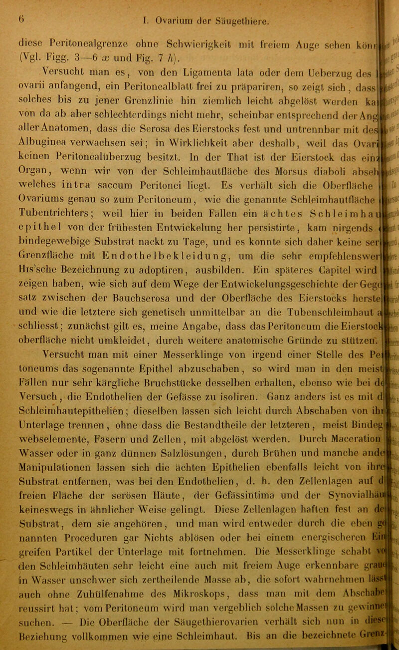 diese Peritoncalgrenzo ohne Schwierigkeit mit IVciern Auge sehen kor (Vgl. Figg. 3—6 X und Fig. 7 h). Vei’sucht man es, von den Ligamenta lata oder dem Ueberzug des : ovai'ii anfangend, ein Pcritonealblatt frei zu präparii-en, so zeigt sich, dass solches bis zu jener Grenzlinie hin ziemlich leicht abgolöst werden ka von da ab aber schlechterdings nicht mehr, scheinbar entsprechend der An aller Anatomen, dass die Serosa des Eierstocks fest und untrennbar mit dei Albuginea verwachsen sei; in Wirklichkeit aber deshalb, weil das Ovar keinen Peritonealüberzug besitzt, ln der That ist der Eierstock das ein Organ, wenn wir von der Schleimhautfläche des Morsus diaboli abse welches intra saccum Peritonei liegt. Es vei'hält sich die Oberfläche Ovariums genau so zum Peritoneum, wie die genannte Schleimhautfläche Tubentrichters; weil hier in beiden Fällen ein ächtes Schleimha epithel von der frühesten Entwickelung her persistirte, kam nirgends, bindegewebige Substrat nackt zu Tage, und es konnte sich daher keine ser] Grenzfläche mit Endothelbckleidung, um die sehr empfehlenswe His’sche Bezeichnung zu adopliren, ausbilden. Ein späteres Capilel wird zeigen haben, wie sich auf dem Wege der Entwickelungsgeschichte derGeg Satz zwischen der Bauchserosa und der Oberfläche des Eierstocks herstel und wie die letztere sich genetisch unmittelbar an die Tubenschleimhaut schliesst; zunächst gilt es, meine Angabe, dass das Peritoneum dieEierstoc Oberfläche nicht umkleidet, durch weitere anatomische Gründe zu stützen'. Versucht man mit einer Messerklinge von irgend einer Stelle des Pe loneums das sogenannte Epithel abzuschaben, so wird man in den meis Fällen nur sehr kärgliche Bruchstücke desselben erhalten, ebenso wie bei d Versuch, die Endothelien der Gefässe zu isoliren. Ganz anders ist es mit d! Schleimhautepithelien; dieselben lassen sich leicht durch Abschaben von ihr Unterlage trennen , ohne dass die Beslandtheile der letzteren , meist Bindeg webselemente, Fasern und Zellen, mit abgelöst werden. Durch Maceralion ! Wasser oder in ganz dünnen Salzlösungen, durch Brühen und manche and Manipulationen lassen sich die ächten Epithelien ebenfalls leicht von ihre) Substrat entfernen, was bei den Endothelien, d. h. den Zellenlagen auf df freien Fläche der serösen Häute, der Gefässintima und der Synovialhäii keineswegs in ähnlicher Weise gelingt. Diese Zellenlagen haften fest an d Substrat, dem sie angehören, und man wird entweder durch die eben g nannten Proceduren gar Nichts ablösen oder bei einem energischeren Ei greifen Partikel der Unterlage mit fortnehmen. Die Messerklinge schabt v den Schleimhäuten sehr leicht eine auch mit freiem Auge erkennbare gra in Wasser unschwer sich zertheilende Masse ab, die sofort wahrnehmen läs^' auch ohne Zuhülfenahmc des Mikroskops, dass man mit dem Abschal« reussirt hat; vom Peritoneum wird man vergeblich solche Massen zu gewinnei suchen. — Die Oberfläche der Säugethicrovarien verhält sich nun in di' Beziehung vollkommen wie eine Schleimhaut. Bis an die bezcichnele Gre®z d jiD?; U eil