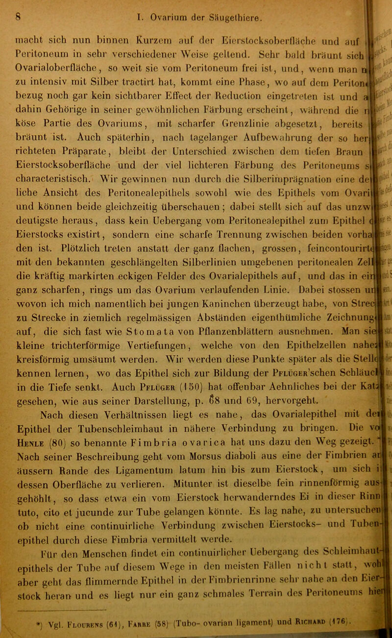.lA li- macht sich nun binnen Kurzem auf der Eicrslocksoberfläche und auf Peritoneum in sehr verschiedener Weise geltend. Sehr bald bräunt sich Ovarialoberfläche, so weit sie vom Peritoneum frei ist, und, wenn man a zu intensiv mit Silber tractirt hat, kommt eine Phase, wo auf dem Periton« bezug noch gar kein sichtbarer Effect der Reduction eingetreten ist und ai dahin Gehörige in seiner gewöhnlichen Färbung erscheint, während die f köse Partie des Ovariurns, mit scharfer Grenzlinie abgesetzt, bereits |” bräunt ist. Auch späterhin, nach tagelanger Aufbewahrung der so her richteten Präparate, bleibt der Unterschied zwischen dem tiefen Braun Eierstocksoberfläche und der viel lichteren Färbung des Peritoneums s characteristisch. Wir gewinnen nun durch die Silberimprägnation eine de liehe Ansicht des Peritonealepithels sowohl wie des Epithels vom Ovari und können beide gleichzeitig überschauen; dabei stellt sich auf das unzw deutigste heraus, dass kein Uebergang vom Peritonealepithel zum Epithel Eierstocks existirt, sondern eine scharfe Trennung zwischen beiden vorha den ist. Plötzlich treten anstatt der ganz flachen, grossen, feincontourir mit den bekannten geschlängelten Silberlinien umgebenen peritonealen die kräftig markirten eckigen Felder des Ovarialepithels auf, und das in ei ganz scharfen, rings um das Ovarium verlaufenden Linie. Dabei stossen u wovon ich mich namentlich bei jungen Kaninchen überzeugt habe, von Stre zu Strecke in ziemlich regelmässigen Abständen eigenlhümliche Zeichnung auf, die sich fast wie Stomata von Pflanzenblättern ausnehmen. Man si kleine trichterförmige Vertiefungen, welche von den Epithelzellen nahe kreisförmig umsäumt werden. Wir werden diese Punkte später als die Stell kennen lernen, wo das Epithel sich zur Bildung der PpLÜGER’schen Schläue in die Tiefe senkt. Auch Pflüger (150) hat offenbar Aehnliches bei der Kat4 gesehen, wie aus seiner Darstellung, p. ßS und 69, hervorgeht. j Nach diesen Verhältnissen liegt es nahe, das Ovarialepithel mit deil Epithel der Tubenschleimhaut in nähere Verbindung zu bringen. Die veij Henle (80) so benannte Fimbria ovari ca hat uns dazu den Weg gezeigt. | Nach seiner Beschreibung geht vom Morsus diaboli aus eine der Fimbrien adj äussern Rande des Ligamentum latum hin bis zum Eierstock, um sich i dessen Oberfläche zu vertieren. Mitunter ist dieselbe fein rinnenförmig aus gehöhlt, so dass etwa ein vom Eierstock herwanderndes Ei in dieser Rinn tuto, cito et jucunde zur Tube gelangen könnte. Es tag nahe, zu untersuchen ob nicht eine continuirliche Verbindung zwischen Eierstocks- und Tuben epithel durch diese Fimbria vermittelt werde. Für den Menschen findet ein continuirlicher Uebergang des SchleimhauU epithels der Tube auf diesem Wege in den meisten Fällen nicht statt, wol aber geht das flimmernde Epithel in der Fimbrienrinne sehr nahe an den Eier stock heran und es liegt nur ein ganz schmales Terrain des Peritoneums hi© *) Vgl. Flourens (61), t'ARBE (58) (Tubo- ovarian ligament) und Richard (176,