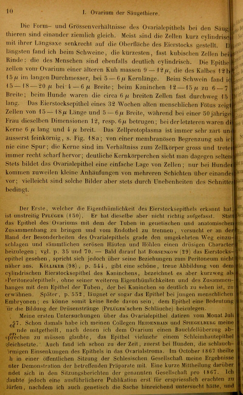 J)ic Form- und Grösscnvcrhällnisse des Ovarialepithels bei den Säug; thieren sind einander ziemlich gleich. Meist sind die Zellen kurz cylindrisc^ mit ihrer Längsaxe senkrechl. auf die Oberiläche des Eierstocks gestellt, Ü längsten fand ich beim Schweine, die kürzesten, fast kubischen Zellen bei! Rinde; die des Menschen sind ebenfalls deutlich cylindrisch. Die Epithel zellen vonr Ovarium einer älteren Kuh massen 9—die des Kalbes 12h 15(14 im langen Durchmesser, bei 5 — 6(44 Kernlänge. Beim Schwein fand i( 15—18 — 20(44 bei i—6(44 Breite; beim Kaninchen 12 — 15(U zu 6 — 7 Breite; beim Hunde waren die circa 6(44 breiten Zellen fast durchweg 15 lang. Das Eierstocksepithel eines 32 Wochen alten menschlichen Fötus zeig Zellen von 15 — 18(44 Länge und 5 — 6(44 Breite, während bei einer 50 jährige Frau dieselben Dimensionen 12, resp. 6(44 betrugen; bei der letzteren waren d Kerne 6 f.i lang und 4 ^ breit. Das Zellprotoplasma ist immer sehr zart un äusserst feinkörnig, s. Fig, 18a; von einer membranösen Begrenzung sah ic nie eine Spur; die Kerne sind im Verhältniss zum Zellkörper gross und trete immer recht scharf hervor; deutliche Kernkörperchen sieht man dagegen selte Stets bildet das Ovarialepithel eine einfache Lage von Zellen; nur bei Hunde kommen zuweilen kleine Anhäufungen von mehreren Schichten über einande vor; vielleicht sind solche Bilder aber stets durch Unebenheiten des Schnitte bedingt. Der Erste, welcher die Eigenlhiimlichkeit des Eierstocksepithels erkannt hat ist unstreitig PFLÜGun (löO), Er hat dieselbe aber nicht richtig aiifgefasst. Stat das Epithel des Ovariutns mit dem der Tuben in genetischen und anatomischei Zusammenhang zu bringen und vom Endothel zu trennen , versucht er an de Hand der Besonderheiten des Ovarialepithels grade den umgekehrten Weg einzu schlagen und sämmtlichen serösen Häuten und Höhlen einen drüsigen Characte beizulegen; vgl. p. 35 und 70. — Bald darauf hat Borsenkow (29) das Eierstocks epithel gesehen , spricht sich jedoch über seine Beziehungen zum Peritoneum nicht näher aus. Kölliker (98) , p. 544, gibt eine schöne, treue Abbildung von dem cylindrischen Eierstocksepithel des Kaninchens, bezeichnet es aber kurzweg als »Peritonealepithel«, ohne seiner weiteren Eigenthümlichkeiten und des Zusammeti- hanges mit dem Epithel der Tuben, der bei Kaninchen so deutlich zu sehen ist, zu erwähnen. Später, p. 552, läugnet er sogar das Epithel bei jungen menschlichen Embryonen; es könne somit keine Hede davon sein, dem Epithel eine Bedeutung ’ür die Bildung der Drüsenstränge (PFLÜGER’schen Schläuche) beizulegen. ^ Meine ersten Untersuchungen über das Ovarialepithel datiren vom Monat Juli q^7. Schon damals habe ich meinen Collegen HEioENtiAiN und Spiegelberg meine nde mitgetheilt, nach denen ich dem Ovarium einen Bauchfellüberzug ab- sprechen zu müssen glaubte, das Epithel vielmehr einem Schleimhaulepithel gleichselzte. ■ Auch fand ich schon zu der Zeit, zuerst bei Hunden, die schlauch- ärmigen Einsenkungen des Epithels in das Ovarialstroma. Im October 1867 theilte h in einer ÖtTenllichen Sitzung der Schlesischen Gesellschaft meine Ergebnisse nter Demonstration der betreffenden Präparate mit. Eine kurze Mittheilung darüber ndet sich in den Sitzungsberichten der genannten Gesell.cchaft pro 18 67. Ich daubte jedoch eine ausführlichere Publikation erst für erspriesslich erachten zu Jürfen, nachdem ich auch genetisch die Sache hinreichend untersucht hätte, und