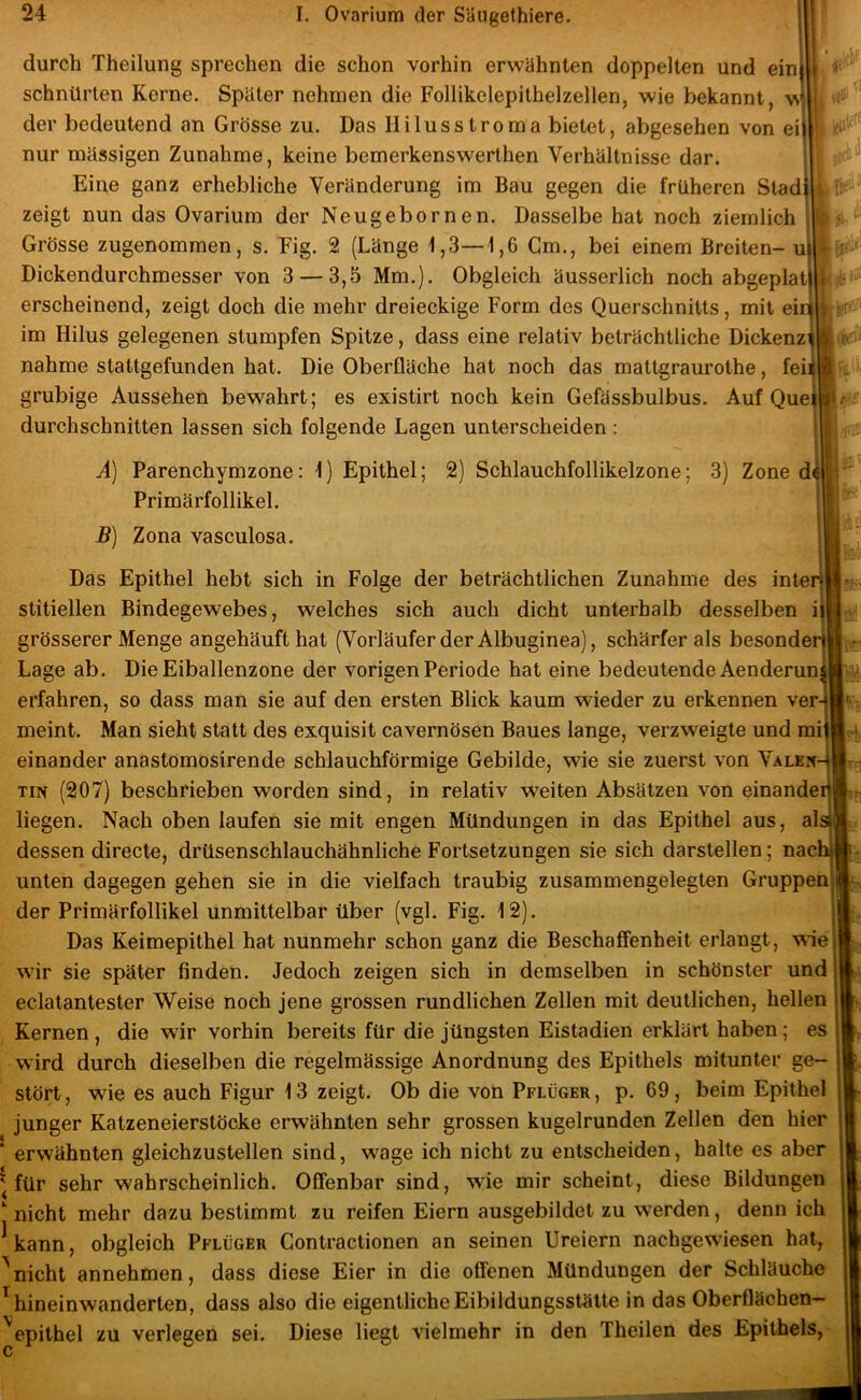 durch Theilung sprechen die schon vorhin erwähnten doppelten und einj schnürten Kerne. Später nehmen die Follikclepithelzellen, wie bekannt, w der bedeutend an Grösse zu. Das Ililusstroma bietet, abgesehen von ei) nur massigen Zunahme, keine bemerkenswerthen Verhältnisse dar. Eine ganz erhebliche Veränderung im Bau gegen die früheren Sladi zeigt nun das Ovarium der Neugebornen. Dasselbe hat noch ziemlich Grösse zugenommen, s. Fig. 2 (Länge 1,3—1,6 Gm., bei einem Breiten- ui Dickendurchmesser von 3 — 3,5 Mm.). Obgleich äusserlich noch abgeplat) erscheinend, zeigt doch die mehr dreieckige Form des Querschnitts, mit eip im Hilus gelegenen stumpfen Spitze, dass eine relativ beträchtliche Dickenz^ nähme stattgefunden hat. Die Oberfläche hat noch das mattgraurothe, feil grubige Aussehen bewahrt; es existirt noch kein Gefässbulbus. AufQuei^ durchschnitten lassen sich folgende Lagen unterscheiden : A) Parenchymzone: 1) Epithel; 2) Schlauchfollikelzone; 3) Zone di Primärfollikel. B) Zona vasculosa. 4. t IU' -‘0 P Das Epithel hebt sich in Folge der beträchtlichen Zunahme des inter) stitiellen Bindegewebes, welches sich auch dicht unterhalb desselben i| grösserer Menge angehäuft hat (Vorläufer der Albuginea), schärfer als besonderj Lage ab. Die Eiballenzone der vorigen Periode hat eine bedeutende Aenderuni] erfahren, so dass man sie auf den ersten Blick kaum wieder zu erkennen ver-| meint. Man sieht statt des exquisit cavernösen Baues lange, verzweigte und mi I einander anastomosirende schlauchförmige Gebilde, wie sie zuerst von Valen- tin (207) beschrieben worden sind, in relativ weiten Absätzen von einander liegen. Nach oben laufen sie mit engen Mündungen in das Epithel aus, al dessen directe, drüsenschlauchähnliche Fortsetzungen sie sich darstellen; nae unten dagegen gehen sie in die vielfach traubig zusammengelegten Gruppen der Primärfollikel unmittelbar über (vgl. Fig. 12). Das Keimepithel hat nunmehr schon ganz die Beschaffenheit erlangt, wie wir sie später finden. Jedoch zeigen sich in demselben in schönster und eclatantester Weise noch jene grossen rundlichen Zellen mit deutlichen, hellen Kernen, die wir vorhin bereits für die jüngsten Eistadien erklärt haben; es wird durch dieselben die regelmässige Anordnung des Epithels mitunter ge- stört , wie es auch Figur 13 zeigt. Ob die von Pflüger , p. 69, beim Epithel junger Katzeneierstöcke erwähnten sehr grossen kugelrunden Zellen den hier * erwähnten gleichzustellen sind, w^age ich nicht zu entscheiden, halte es aber ^ für sehr wahrscheinlich. Offenbar sind, wde mir scheint, diese Bildungen nicht mehr dazu bestimmt zu reifen Eiern ausgebildet zu werden, denn ich ^kann, obgleich Pflüger Contractionen an seinen Ureiern nachgewiesen hat, ^nicht annehmen, dass diese Eier in die offenen Mündungen der Schläuche ’^hineinwanderten, dass also die eigentliche Eibildungsstälte in das Oberflächen- '^epithel zu verlegen sei. Diese liegt vielmehr in den Theilen des Epithels,
