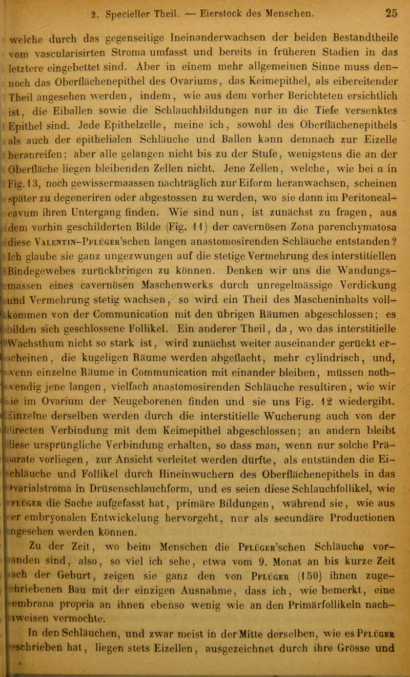 welche durch das gegenseitige Ineinanderwachsen der beiden Bestandtheile vom vascularisirten Stroma umfasst und bereits in früheren Stadien in das letztere eingebettet sind. Aber in einem mehr allgemeinen Sinne muss den- noch das Oberflächenepithel des Ovariums, das Keimepithel, als eibereitender Theil angesehen werden, indem, wie aus dem vorher Berichteten ersichtlich ist, die Eiballen sowie die Schlauchbildungen nur in die Tiefe versenktes Epithel sind. Jede Epithelzelle, meine ich, sowohl des Oberflächenepithels als auch der epithelialen Schläuche und Ballen kann demnach zur Eizelle heranreifen; aber alle gelangen nicht bis zu der Stufe, wenigstens die an der Oberfläche liegen bleibenden Zellen nicht. Jene Zellen, welche, wie bei a in : Fig. 13, noch gewissermaassen nachträglich zur Eiform heranwachsen, scheinen • später zu degeneriren oder abgestossen zu werden, wo sie dann im Peritoneal- cavum ihren Untergang finden. Wie sind nun, ist zunächst zu fragen, aus I dem vorhin geschilderten Bilde (Fig. \ \) der cavernösen Zona parenchymatosa ;;diese VALENTiN-PFLüGER’schen langen anastomosirenden Schläuche entstanden? ’ Ich glaube sie ganz ungezwungen auf die stetige Vermehrung des interstitiellen iBindegewebes zurückbri-ngen zu können. Denken wir uns die Wandungs- : massen eines cavernösen Maschenwerks durch unregelmässige Verdickung iiund Vermehrung stetig wachsen, so wird ein Theil des Mascheninhalts voll- kkommen von der Communication mit den übrigen Bäumen abgeschlossen; es ^'bilden sich geschlossene Follikel. Ein anderer Theil, da, wo das interstitielle ^^''achsthum nicht so stark ist, wird zunächst weiter auseinander gerückt er- «'icheinen, die kugeligen Bäume werden abgeflacht, mehr cylindrisch, und, «wenn einzelne Bäume in Communication mit einander bleiben, müssen noth- iivendig jene langen, vielfach anastomosirenden Schläuche resultiren, wie wir i ie im Ovarium der Neugeborenen finden und sie uns Fig. 12 wiedergibt. ! Einzelne derselben werden durch die interstitielle Wucherung auch von der ilirecten Verbindung mit dem Keimepithel abgeschlossen; an andern bleibt t'üese ursprüngliche Verbindung erhalten, so dass man, wenn nur solche Prä- ( viarate vorliegen, zur Ansicht verleitet werden dürfte, als entständen die Ei- i'chläuche und Follikel durch Hineinwuchern des Oberflächenepithels in das »»varialstroma in Drüsenschlauchform, und es seien diese Schlauchfollikel, wie I FLüGER die Sache aufgefasst hat, primäre Bildungen , während sie, wie aus ^er embryonalen Entwickelung hervorgeht, nur als secundäre Productionen Im gesehen werden können. ■ ' Zu der Zeit, wo beim Menschen die PpLüGER’schen Schläuche vor- ■ landen sind, also, so viel ich sehe, etwa vom 9. Monat an bis kurze Zeit i »ach der Geburt, zeigen sie ganz den von Pflüger (150) ihnen zuge- ; i.-hriebenen Bau mit der einzigen Ausnahme, dass ich, wie bemerkt, eine i-embrana propria an ihnen ebenso wenig wie an den Primärfollikeln nach- . iiweisen vermochte. In den Schläuchen, und zwar meist in der Mitte derselben, wie es Pflüger ^jschrieben hat, liegen stets Eizellen, ausgezeichnet durch ihre Grösse und