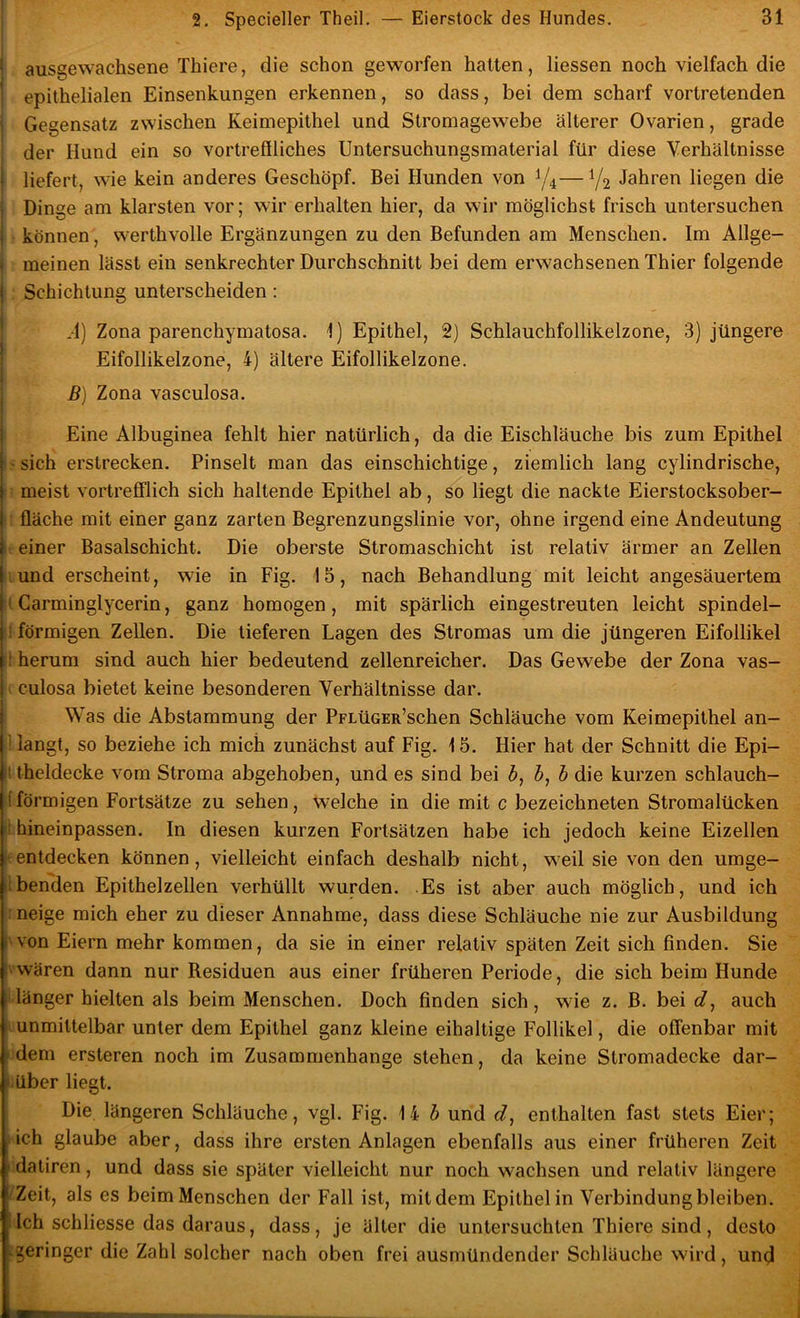 ■ ausgewachsene Thiere, die schon geworfen hatten, Hessen noch vielfach die epithelialen Einsenkungen erkennen, so dass, bei dem scharf vortretenden Gegensatz zwischen Keimepithel und Stromagewebe älterer Ovarien, grade der Hund ein so vortreffliches Untersuchungsmaterial für diese Verhältnisse liefert, wie kein anderes Geschöpf. Bei Hunden von 1/4—1/2 Jahren liegen die ; Dinge am klarsten vor; wir erhalten hier, da wir möglichst frisch untersuchen ^ können, werthvolle Ergänzungen zu den Befunden am Menschen. Im Allge- - meinen lässt ein senkrechter Durchschnitt bei dem erwachsenen Thier folgende ! Schichtung unterscheiden: ' A) Zona parenchymatosa. 1) Epithel, 2) Schlauchfollikelzone, 3) jüngere Eifollikelzone, 4) ältere Eifollikelzone. ^ ß) Zona vasculosa. ! Eine Albuginea fehlt hier natürlich, da die Eischläuche bis zum Epithel j sich erstrecken. Pinselt man das einschichtige, ziemlich lang cylindrische, j meist vortrefflich sich haltende Epithel ab, so liegt die nackte Eierstocksober- I fläche mit einer ganz zarten Begrenzungslinie vor, ohne irgend eine Andeutung ) einer Basalschicht. Die oberste Stromaschicht ist relativ ärmer an Zellen I und erscheint, wie in Fig. 15, nach Behandlung mit leicht angesäuertem Ii Carminglycerin, ganz homogen, mit spärlich eingestreuten leicht spindel- j ■ förmigen Zellen. Die tieferen Lagen des Stromas um die jüngeren Eifollikel II herum sind auch hier bedeutend zellenreicher. Das Gewebe der Zona vas- I culosa bietet keine besonderen Verhältnisse dar. \ j Was die Abstammung der PrLüGER’schen Schläuche vom Keimepithel an- langt, so beziehe ich mich zunächst auf Fig. 15. Hier hat der Schnitt die Epi- theldecke vom Stroma abgehoben, und es sind bei 5, b, b die kurzen schlauch- (förmigen Fortsätze zu sehen, welche in die mit c bezeichneten Stromalücken ! hineinpassen. In diesen kurzen Fortsätzen habe ich jedoch keine Eizellen entdecken können, vielleicht einfach deshalb nicht, weil sie von den umge- ibenden Epithelzellen verhüllt wurden. Es ist aber auch möglich, und ich : neige mich eher zu dieser Annahme, dass diese Schläuche nie zur Ausbildung von Eiern mehr kommen, da sie in einer relativ späten Zeit sich finden. Sie wären dann nur Residuen aus einer früheren Periode, die sich beim Hunde länger hielten als beim Menschen. Doch finden sich, wie z. B. bei«/, auch unmittelbar unter dem Epithel ganz kleine eihaltige Follikel, die offenbar mit ' dem ersteren noch im Zusammenhänge stehen, da keine Stromadecke dar- s über liegt. Die längeren Schläuche, vgl. Fig. 14 b und d, enthalten fast stets Eier; ich glaube aber, dass ihre ersten Anlagen ebenfalls aus einer früheren Zeit f datiren, und dass sie später vielleicht nur noch w^achsen und relativ längere ! Zeit, als es beim Menschen der Fall ist, mit dem Epithel in Verbindung bleiben. Ich schliesse das daraus, dass, je älter die untersuchten Thiere sind, desto -geringer die Zahl solcher nach oben frei ausmündender Schläuche wird, und