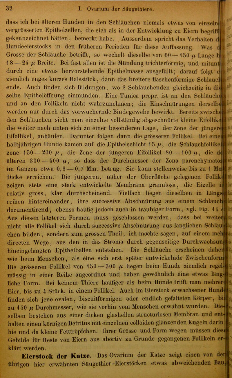 dass ich bei älteren Hunden in den Schläuchen niemals etwas von einzel vergrösserten Epithelzellen, die sich als in der Entwicklung zu Eiern begri gekennzeichnet hätten, bemerkt habe. Ausserdem spricht das Verhalten Hundeeierstocks in den früheren Perioden für diese Auffassung. Was Grösse der Schläuche betrifft, so wechelt dieselbe von 60—150 /u Länge 18 — 24 |U Breite. Bei fast allen ist die Mündung trichterförmig, und mitun durch eine etwas hervorstehende Epithelmasse ausgefüllt; darauf folgt' ziemlich enges kurzes Halsstück, dann das breitere flaschenförmige Schlaue ende. Auch finden sich Bildungen, wo 2 Schlauchenden gleichzeitig in di selbe Epithelöffnung einmünden. Eine Tunica propr. ist an den Schläuch und an den Follikeln nicht wahrzunehmen; die Einschnürungen derselb werden nur durch das vorwuchernde Bindegewebe bewirkt. Bereits zwisch den Schläuchen sieht man einzelne vollständig abgeschnürte kleine Eifollik' die weiter nach unten sich zu einer besonderen Lage, der Zone der jünger» Eifollikel, anhäufen. Darunter folgen dann die grösseren Follikel. Bei eine! halbjährigen Hunde kamen auf die Epithelschicht 15 /t, die Schlauchfollike Zone 150 — 200 ju, die Zone der jüngeren Eifollikel 80 — 100/u, die d älteren 300 — 400 jU, so dass der Durchmesser der Zona parenchymato; im Ganzen etwa 0,6 — 0,7 Mm. betrug. Sie kann stellenweise bis zu 1 M Dicke erreichen. Die jüngeren, näher der Oberfläche gelegenen Follik zeigen stets eine stark entwickelte Membrana granulosa, die Eizelle i relativ gross, klar durchscheinend. Vielfach liegen dieselben in Läng reihen hintereinander, ihre successive Abschnürung aus einem Schlaue documentirend, ebenso häufig jedoch auch in traubiger Form, vgl. Fig. 1 4 < Aus diesen letzteren Formen muss geschlossen werden, dass bei weitei nicht alle Follikel sich durch successive Abschnürung aus länglichen Schläu chen bilden, sondern zum grossen Theil, ich möchte sagen, auf einem me directen Wege, aus den in das Stroma durch gegenseitige Durchwachsunj hineingelangten Epithelballen entstehen. Die Schläuche erscheinen dahe wie beim Menschen, als eine sich erst später entwickelnde Zwischenfor Die grösseren Follikel von 150 — 300 /u liegen beim Hunde ziemlich regel mässig in einer Reihe angeordnet und haben gewöhnlich eine etwas läng liehe Form. Bei keinem Thiere häufiger als beim Hunde trifft man mehrer Eier, bis zu 4 Stück, in einem Follikel. Auch im Eierstock erwachsener Hund finden sich jene ovalen, biseuitförmigen oder endlich gefalteten Körper, bi zu 150 {j, Durchmesser, wie sie vorhin vom Menschen erwähnt wurden. Di selben bestehen aus einer dicken glashellen structurlosen Membran und ent halten einen körnigen Detritus mit einzelnen colloiden glänzenden Kugeln darin hie und da kleine Fetttröpfchen. Ihrer Grösse und Form wegen müssen dies Gebilde für Reste von Eiern aus abortiv zu Grunde gegangenen Follikeln er klärt werden. Eierstock der Katze. Das Ovarium der Katze zeigt einen von de übrigen hier erwähnten Säugethier-Eierstöcken etwas abweichenden Bau AfS jEJ Ui:- r' Uni p&ii kt;' I L Ifei Ife: Itn^ V'