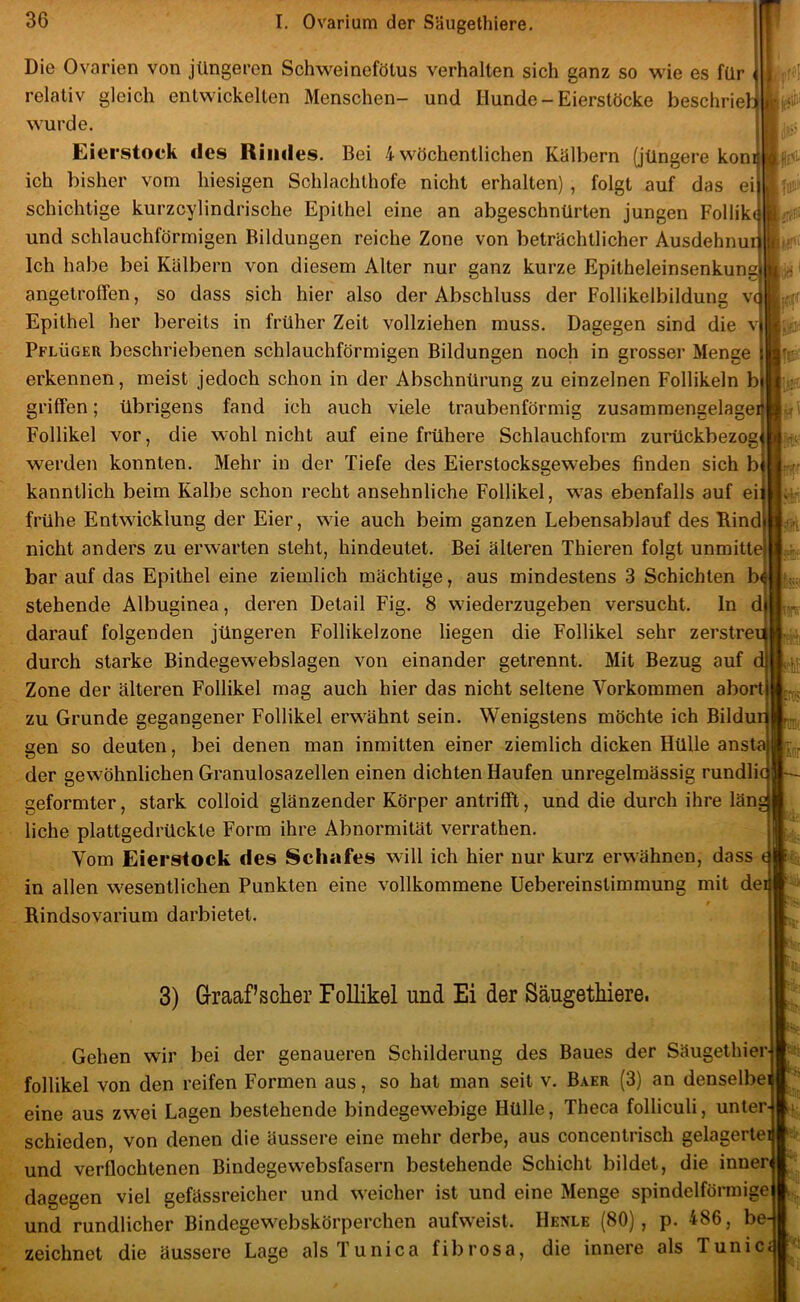 Die Ovarien von jüngeren Schweinefötus verhalten sich ganz so wie es für relativ gleich entwickelten Menschen- und Hunde - Eierstöcke beschrie wurde. Eierstock des Rindes. Bei 4 wöchentlichen Kälbern (jüngere koni ich bisher vom hiesigen Schlachthofe nicht erhalten) , folgt auf das ei schichtige kurzcylindrische Epithel eine an abgeschnürten jungen Follik( und schlauchförmigen Bildungen reiche Zone von beträchtlicher Ausdehnu Ich habe bei Kälbern von diesem Alter nur ganz kurze Epitheleinsenkung angetrolTen, so dass sich hier also der Abschluss der Follikelbildung v( Epithel her bereits in früher Zeit vollziehen muss. Dagegen sind die v Pflüger beschriebenen schlauchförmigen Bildungen noch in grosser Menge erkennen, meist jedoch schon in der Abschnürung zu einzelnen Follikeln b griffen; übrigens fand ich auch viele traubenförmig zusammengelage Follikel vor, die wohl nicht auf eine frühere Schlauchform zurückbezog werden konnten. Mehr in der Tiefe des Eierstocksgewebes finden sich b kanntlich beim Kalbe schon recht ansehnliche Follikel, was ebenfalls auf ei frühe Entwicklung der Eier, wie auch beim ganzen Lebensablauf des Rind nicht anders zu erwarten steht, hindeutet. Bei älteren Thieren folgt unmitt bar auf das Epithel eine ziemlich mächtige, aus mindestens 3 Schichten b stehende Albuginea, deren Detail Fig. 8 wiederzugeben versucht, ln d darauf folgenden jüngeren Follikelzone liegen die Follikel sehr zerstre durch starke Bindegewebslagen von einander getrennt. Mit Bezug auf Zone der älteren Follikel mag auch hier das nicht seltene Vorkommen abort zu Grunde gegangener Follikel erwähnt sein. Wenigstens möchte ich Bildu gen so deuten, bei denen man inmitten einer ziemlich dicken Hülle anst der gewöhnlichen Granulosazellen einen dichten Haufen unregelmässig rundli geformter, stark colloid glänzender Körper antrifft, und die durch ihre län liehe plattgedrückte Form ihre Abnormität verrathen. Vom Eiersioek des Schafes will ich hier nur kurz erwähnen, dass in allen wesentlichen Punkten eine vollkommene Uebereinstimmung mit de Rindsovarium darbietet. 3) Graaf’scher Follikel und Ei der Säugethiere. I# Ir- Gehen wir bei der genaueren Schilderung des Baues der Säugethierj follikel von den reifen Formen aus, so hat man seit v. Baer (3) an denselbej eine aus zwei Lagen bestehende bindegewebige Hülle, Theca folliculi, unter-j schieden, von denen die äussere eine mehr derbe, aus concentrisch gelagertei und verflochtenen Bindegewebsfasern bestehende Schicht bildet, die innerj dagegen viel gefässreicher und weicher ist und eine Menge spindelförmige und rundlicher Bindegewebskörperchen aufweist. Henle (80), p. 486, be- zeichnet die äussere Lage als T uni ca fibrosa, die innere als Tunic, W [llfi!. lU-” 'M\ t : lin' ha Sw rwr
