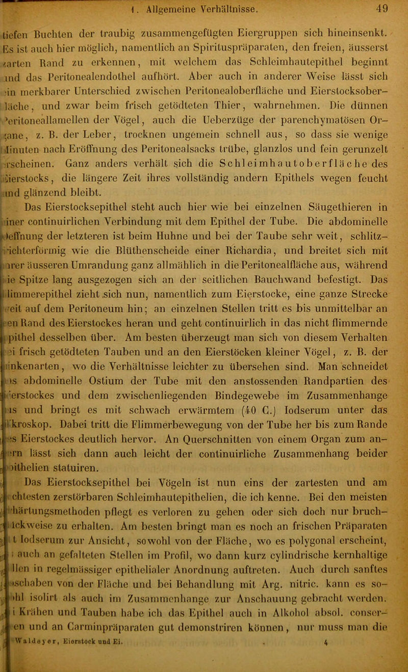 tiefen Buchten der Iraiibig ziisaminengefügten Eicrgriippen sich hineinsenkt. Rs ist auch hier möglich, namentlich an Spirituspräparaten, den freien, äusserst warten Rand zu erkennen, mit welchem das Schleimhautepitliel beginnt ind das Peritonealendothel aufhört. Aber auch in anderer Weise lässt sich >in merkbarer Unterschied zwischen Peritonealoberfläche und Eierstocksober- läche, und zwar beim frisch getödteten Thier, wahrnehmen. Die dünnen ^eritoneallamellen der Vögel, auch die Ueberzüge der parenchymatösen Or- gane, z. B. der Leber, trocknen ungemein schnell aus, so dass sie wenige Minuten nach ErölTnung des Peritonealsacks trübe, glanzlos und fein gerunzelt irscheinen. Ganz anders verhält sich die Schl ei mh a u to b e r f lä c he des üierstocks, die längere Zeit ihres vollständig andern Epithels wegen feucht tnd glänzend bleibt. Das Eierstocksepithel steht auch hier wie bei einzelnen Säugethieren in iner continuirlichen Verbindung mit dem Epithel der Tube, Die abdominelle :• leffnung der letzteren ist beim Huhne und bei der Taube sehr weit, schlitz- , 'ichterförmig wie die Blüthenscheide einer Richardia, und breitet sich mit irer äusseren Umrandung ganz allmählich in die Peritonealfläche aus, während ie Spitze lang ausgezogen sich an der seitlichen Bauchwand befestigt. Das i limmerepithel zieht .sich nun, namentlich zum Eierstocke, eine ganze Strecke t^eit auf dem Peritoneum hin; an einzelnen Stellen tritt es bis unmittelbar an «enRand des Eierstockes heran und geht continuirlich in das nicht flimmernde st pithel desselben über. Am besten überzeugt man sich von diesem Verhalten 3i frisch getödteten Tauben und an den Eierstöcken kleiner Vögel, z. B. der flinken arten, wo die Verhältnisse leichter zu übersehen sind. Man schneidet i! IS abdominelle Ostium der Tube mit den anstossenden Randpartien des iderstockes und dem zwischenliegenden Bindegewebe im Zusammenhänge jus und bringt es mit schwach erwärmtem (40 C.) lodserum unter das ft kroskop. Dabei tritt die Flimmerbewegung von der Tube her bis zum Rande r :s Eierstockes deutlich hervor. An Querschnitten von einem Organ zum an- U !i’n lässt sich dann auch leicht der continuirliche Zusammenhang beider 51' ^ithelien statuiren. II i Das Eierstocksepithel bei Vögeln ist nun eins der zartesten und am I chtesten zerstörbaren Schleimhautepithelien, die ich kenne. Bei den meisten härtungsmethoden pflegt es verloren zu gehen oder sich doch nur bruch- lickweise zu erhalten. Am besten bringt man es noch an frischen Präparaten t lodserum zur Ansicht, sowohl von der Fläche, wo es polygonal erscheint, ; auch an gefalteten Stellen im Profil, wo dann kurz cylindrische kernhaltige y llcn in regelmässiger epithelialer Anordnung auftreten. Auch durch sanftes I ischaben von der Fläche und bei Behandlung mit Arg. nitric. kann es so- ^ »hl isolirt als auch im Zusammenhänge zur Anschauung gebracht werden. i Krähen und Tauben habe ich das Flpithel auch in Alkohol absol. conser- I en und an Garminpräparaten gut demonstriren können, nur muss man die 1 Waldeycr, Eierstock und Ei. . 4