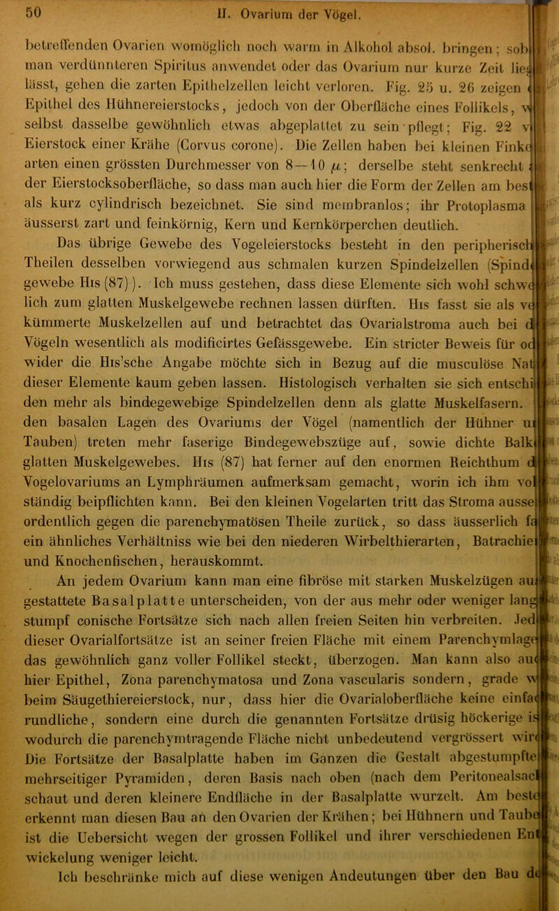 1(. bolreffenden Ovarien womöglich noch wann in Alkohol absol. bringen; .sob inan verdünnteren Spiritus anwendel oder das Ovariurn nur kurze Zeit lie? lässt, gehen die zarten Epithelzellen leicht verloren, Fig. 25 u. 26 zeigen Epithel des Hühnereierstocks, jedoch von der Olierfläche eines Follikels, v selbst dasselbe gewöhnlich etwas abgeplattet zu sein pflegt; Fig, 22 Eierstock einer Krähe (Corvus corone). Die Zellen haben bei kleinen Finkil arten einen grössten Durchmesser von 8—10 f.i; derselbe steht senkrecht ijk der Eierstocksoberfläche, so dass man auch hier die Form der Zellen am besi als kurz cylindrisch bezeichnet. Sie sind membranlos; ihr Protoplasma äusserst zart und feinkörnig, Kern und Kernkörperchen deutlich. Das übrige Gewebe des Vogeleierstocks besteht in den peripheriscli Theilen desselben vorwiegend aus schmalen kurzen Spindelzellen (Spindi gewebe His (87)). Ich muss gestehen, dass diese Elemente sich wohl schwi lieh zum glatten Muskelgewebe rechnen lassen dürften, His fasst sie als v( kümmerte Muskelzellen auf und betrachtet das Ovarialstroma auch bei c Vögeln wesentlich als modificirtes Gefässgewebe. Ein stricter Beweis für oc wider die His’sche Angabe möchte sich in Bezug auf die musculöse Nat dieser Elemente kaum geben lassen. Histologisch verhalten sie sich entschi den mehr als bindegewebige Spindelzellen denn als glatte Muskelfasern, den basalen Lagen des Ovariums der Vögel (namentlich der Hühner U! Tauben) treten mehr faserige Bindegewebszüge auf, sowie dichte Balk glatten Muskelgewebes. His (87) hat ferner auf den enormen Reichthum Vogelovariums an Lymphräumen aufmerksam gemacht, worin ich ihm vo ständig beipflichten kann. Bei den kleinen Vogelarten tritt das Stroma ausse ordentlich gegen die parenchymatösen Theile zurück, so dass äusserlich h ein ähnliches Verhältniss wie bei den niederen Wirbelthierarten, Batrachie und Knochenfischen, herauskommt. An jedem Ovarium kann man eine fibröse mit starken Muskelzügen au gestattete Basalplatte unterscheiden, von der aus mehr oder weniger lan stumpf conische Fortsätze sich nach allen freien Seiten hin verbreiten. .Ted dieser Ovarialfortsätze ist an seiner freien Fläche mit einem Parenchymlago das gewöhnlich ganz voller Follikel steckt, überzogen. Man kann also au hier Epithel, Zona parenchymatosa und Zona vascularis sondern, grade w beim Säugethiereierstock, nur, dass hier die Ovarialoberfläche keine einfa rundliche, sondern eine durch die genannten Fortsätze drüsig höckerige i wodurch die parenchymtragende Fläche nicht unbedeutend vergrössert win Die Fortsätze der Basalplatte haben im Ganzen die Gestalt abgestumpfte mehrseitiger Pyramiden, deren Basis nach oben (nach dem Peritonealsac schaut und deren kleinere Endfläche in der Basalplatte wurzelt. Am best erkennt man diesen Bau an den Ovarien der Krähen; bei Hühnern und Taub ist die Uebersicht wegen der grossen Follikel und ihrer verschiedenen En Wickelung weniger leicht. Ich beschränke mich auf diese wenigen Andeutungen über den Bau d r't Ni rir' iHt« . m
