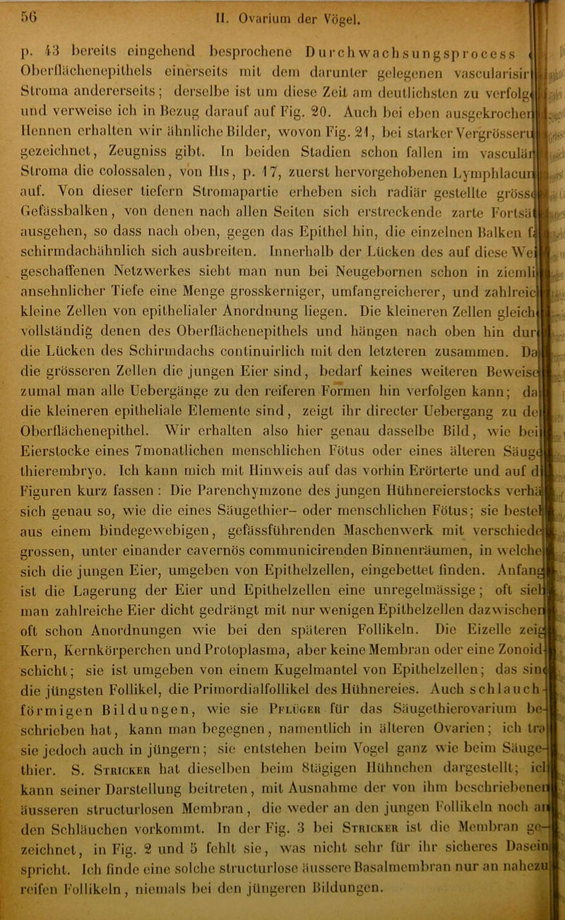 *j!i p. 43 bereits eingehend besprochene D urch wachsungsprocess Oberflciclienepilhels einerseits mit dem darunter gelegenen vascularisir Stroma andererseits; derselbe ist um diese ZeiX am deutlichsten zu verfolg und verweise ich in Bezug darauf auf Fig. 20. Auch bei eben ausgekrochei Hennen erhalten wir ähnliche Bilder, wovon Fig. 21, bei starker Vergrösseri gezeichnet, Zeugniss gibt. In beiden Stadien schon fallen irn vasculäi Stroma die colossalen, von IIis, p. 17, zuerst hervorgehobenen Lymphlacun auf. Von dieser liefern Stromapartie erheben sich radiär gestellte grosse Gefässbalken, von denen nach allen Seiten sich erstreckende zarte Fortsä ausgehen, so dass nach oben, gegen das Epithel hin, die einzelnen Balken f; schirmdachähnlich sich ausbreiten. Innerhalb der Lücken des auf diese We geschaffenen Netzwerkes sieht man nun bei Neugebornen schon in ziemli ansehnlicher Tiefe eine Menge grosskerniger, umfangreicherer, und zahlreic kleine Zellen von epithelialer Anordnung liegen. Die kleineren Zellen gleich vollständig denen des Oberflächenepithels und hängen nach oben hin dur| die Lücken des Schirindachs continuirlich mit den letzteren zusammen. Da' die grösseren Zellen die jungen Eier sind, bedarf keines weiteren Beweise! zumal man alle Uebergänge zu den reiferen Formen hin verfolgen kann; da die kleineren epitheliale Elemente sind, zeigt ihr directer Uebergang zu de: Oberflächenepithel. Wir erhalten also hier genau dasselbe Bild, wie bei Eierstocke eines 7monatlichen menschlichen Fötus oder eines älteren Säue tD thierenibryo. Ich kann mich mit Hinweis auf das vorhin Erörterte und auf d Figuren kurz fassen : Die Parenchymzone des jungen Hühnereierstocks verhi sich genau so, wie die eines Säugethier- oder menschlichen Fötus; sie beste aus einem bindegewebigen, gefässführenden Maschenwerk mit verschied grossen, unter einander cavernös comraunicirenden Binnenräumen, in welche sich die jungen Eier, umgeben von Epithelzellen, eingebettet linden. Anfan ist die Lagerung der Eier und Epithelzellen eine unregelmässige; oft siel man zahlreiche Eier dicht gedrängt mit nur wenigen Epithelzellen dazwische oft schon Anordnungen wie bei den späteren Follikeln. Die Eizelle zei Kern, Kernkörperchen und Protoplasma, aber keine Membran oder eine Zonoid Schicht; sie ist umgeben von einem Kugelmantel von Epithelzellen; das sin die jüngsten Follikel, die Primordialfollikel des Hühnereies. Auch schlauch förmigen Bildungen, wie sie Pflüger für das Säugethierovarium be schrieben hat, kann man begegnen, namentlich in älteren Ovarien; ich tra sic jedoch auch in jüngern; sie entstehen beim Vogel ganz wie beim Säuge thier. S. Stricker hat dieselben beim Stägigen Hühnchen dargestellt; icl lere; Ulf M kann seiner Darstellung beitreten, mit Ausnahme der von ihm beschriebenen äusseren structurlosen Membran, die weder an den jungen Follikeln noch aiJ den Schläuchen vorkommt. In der Fig. 3 bei Stricker ist die Membran oC-i zeichnet, in Fig. 2 und 5 fehlt sie, was nicht sehr für ihr sicheres Dasein spricht. Ich finde eine solche structurloso äussere Basalmembran nur an nahezui reifen Follikeln, niemals bei den jüngeren Bildungen.