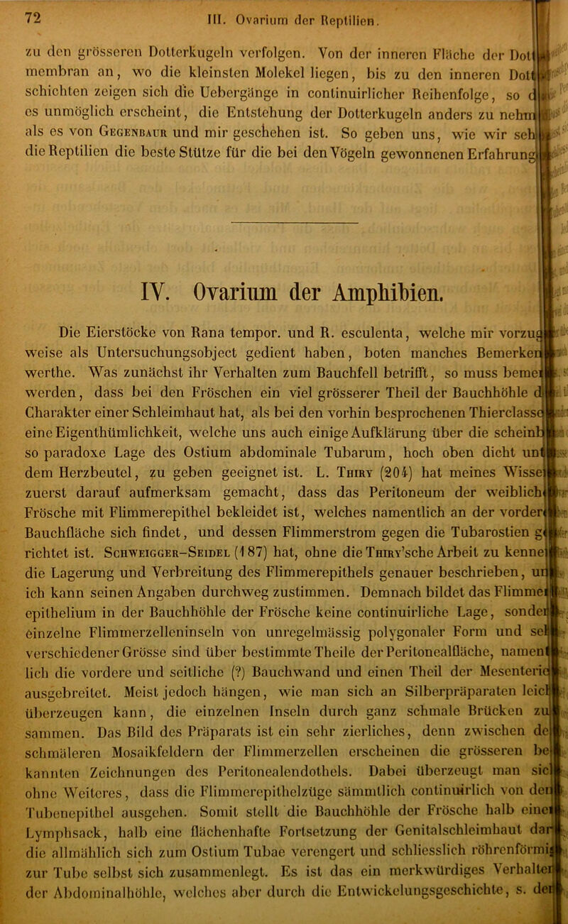 zu den gi-össcrcn Dolterkiigeln verfolgen. Von der inneren Flüche der Dol inembran an, wo die kleinsten Molekel liegen, bis zu den inneren Dol schichten zeigen sich die Uebergünge in conlinuirlicher Reihenfolge, so c es unmöglich erscheint, die Entstehung der Dotterkugeln anders zu nehtri als es von Gegenbauk und mir geschehen ist. So geben uns, wie wir seh die Reptilien die beste Stütze für die bei den Vögeln gewonnenen Erfahrun ffi IV. OYarinm der Amphibien. ß Die Eierstöcke von Rana tempor. und R. esculenta, welche mir vorzufi weise als Untersuchungsobject gedient haben, boten manches Remerkei werthe. Was zunächst ihr Verhalten zum Bauchfell betrifft, so muss berae]| werden, dass bei den Fröschen ein viel grösserer Theil der Bauchhöhle Charakter einer Schleimhaut hat, als bei den vorhin besprochenen Thierclassi eine Eigenthümlichkeit, welche uns auch einige Aufklärung über die schein! so paradoxe Lage des Ostium abdominale Tubarum, hoch oben dicht uni dem Herzbeutel, zu geben geeignet ist. L. Thiry (204) hat meines Wisse zuerst darauf aufmerksam gemacht, dass das Peritoneum der weiblich Frösche mit Flimmerepithel bekleidet ist, welches namentlich an der vorder Bauchfläche sich findet, und dessen Flimmerstrom gegen die Tubarostien richtet ist. Schweigger-Seidel (187) hat, ohne die TmRv’sche Arbeit zu kenne die Lagerung und Verbreitung des Flimmerepithels genauer beschrieben, ui ich kann seinen Angaben durchweg zustimmen. Demnach bildet das Flimmei epithelium in der Bauchhöhle der Frösche keine continuirliche Lage, sondei einzelne Flimmerzelleninseln von unregelmässig polygonaler Form und sei verschiedener Grösse sind über bestimmte Theile derPerilonealfläche, nameni lieh die vordere und seitliche (?) Bauchwand und einen Theil der Mesenleric ausgebreilet. Meist jedoch hängen, wie man sich an Silberpräparaten Icicl überzeugen kann, die einzelnen Inseln durch ganz schmale Brücken zi sammen. Das Bild des Präparats ist ein sehr zierliches, denn zwischen de schmäleren Mosaikfeldern der Flimmerzellen erscheinen die grosseren be kannten Zeichnungen des Peritonealendothels. Dabei überzeugt man sic ohne Weiteres, dass die Flimmerepilhelzüge sämmtlich continuirlich von dei Tubenepithel ausgehen. Somit stellt die Bauchhöhle der Frösche halb einci Lymphsack, halb eine flächenhafte Fortsetzung der Genitalschleimbaut dar die allmählich sich zum Ostium Tubae verengert und schliesslich röhrenförmig zur Tube selbst sich zusammenlegt. Es ist das ein merkwürdiges Verhalter der Abdominalhöhle, welches aber durch die Entwickelungsgeschichln, s. der! Tar