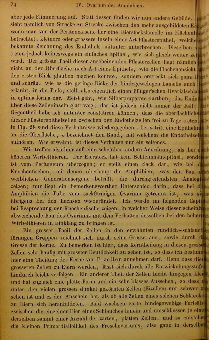 r-.;] aber jede Flimnierung auf. Statt dessen finden wir nun andere Gebilde, sieht niimlich von Strecke zu Strecke zwischen den mehr ausgebildeten wenn man von der Peritonealseite her eine Eierstockslamelle im Flächen!» betrachtet, kleinere oder grössere Inseln einer Art Pflasterepithel, welche bekannte Zeichnung des Endothels mitunter unterbrechen. Dieselben treten jedoch keineswegs ein einfaches Epithel, wie sich gleich weiter ze| wird. Der grösste Theil dieser anscheinenden Pflasterzellen liegt nämlich| in der Oberfläehp nap.h Arf, p.inps F.nil.hpl« wi’p d!o nicht an der Oberfläche nach Art eines Epithels, wie die Flächenansicht; den ersten Blick glauben machen könnte, sondern erstreckt sich ganz fl und schräg, wie es die geringe Dicke der bindegewebigen Lamelle auch ; erlaubt, in die Tiefe, stellt also eigentlich einen Pflilger’schen Ovarialschla) in optima forma dar. Meist geht, wie Silberpräparate darthun, das Endo) Uber diese Zelleninseln glatt weg; das ist jedoch nicht immer der Fall; i Gegentheil habe ich mitunter constatiren können, dass die oberflächlicha dieser Pflasterepithelzellen zwischen den Endothelzellen frei zu Tage treten*' In Fig. 28 sind diese Verhältnisse wiedergegeben ; bei a tritt eine Epitheliii an die Oberfläche, e bezeichnet den Rand, mit welchem die Endothelzel- aufhören. Wie erwähnt, ist dieses Verhalten nur ein seltenes. |j Wir treffen also hier auf eine scheinbar andere Anordnung, als bei d höheren Wirbelthieren. Der Eierstock hat kein Schleimhautepithel, sondl ist vom Peritoneum überzogen; er stellt einen Sack dar, wie bei Knochenfischen, mit denen überhaupt die Amphibien, was den Bau weiblichen Generationsorgane betrifft, die durchgreifendsten Analog) zeigen; nur liegt ein bemerkenswerther Unterschied darin, dass bei dj Amphibien die Tube vom sackförmigen Ovarium getrennt ist, was si übrigens bei den Lachsen wiederfindet. Ich werde im folgenden Capiji bei Besprechung der Knochenfische zeigen, in welcher Weise dieser scheinb abweichende Bau des Ovariums mit dem Verhalten desselben bei den höherj Wirbelthieren in Einklang zu bringen ist. Ein grosser Theil der Zellen in den erwähnten rundlich-schlaucljl förmigen Gruppen zeichnet sich durch seine Grösse aus, sowie durch d Grösse der Kerne. Zu bemerken ist hier, dass Kerntheilung in diesen grossi Zellen sehr häufig mit grösster Deutlichkeit zu sehen ist, so dass ich bestimi hier eine Theilung der Kerne von Eizellen annehmen darf. Denn dass die; grösseren Zellen zu Eiern werden, lässt sich durch alle Entwickelungsstufd hindurch leicht verfolgen. Ein anderer Theil der Zellen bleibt hingegen kle) und hat zugleich eine platte Form und ein sehr blasses Aussehen, so dass (j unter den vielen grossen dunkel gekörnten Zellen (Eizellen) nur schwer z sehen ist und es den Anschein hat, als ob alle Zellen eines solchen Schlauch zu Eiern sich heranbildeten. Bald wachsen zarte bindegewebige Fortsätöi zwischen die einzelnen Eier eines Schlauches hinein und umschliessen je ein derselben sammt einer Anzahl der zarten, platten Zellen, und so entstehe| die kleinen Primordialfollikel des Froschovariums, also ganz in derselbe i t'i'-