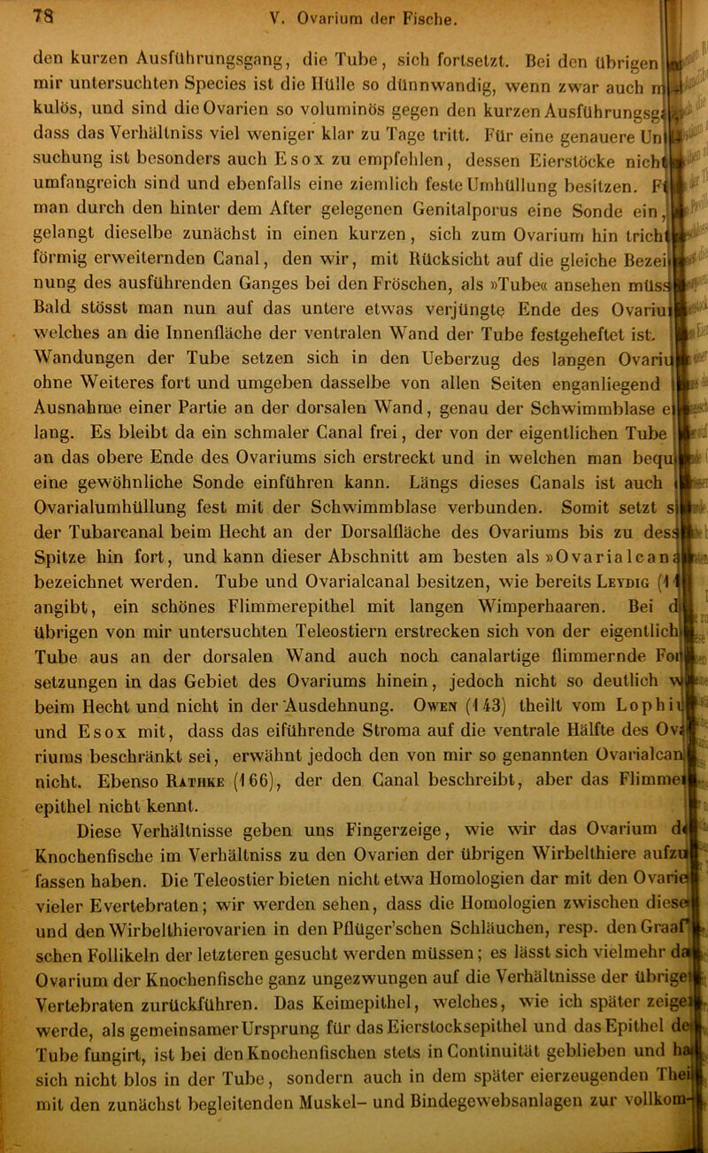 I den kurzen Ausführungsgang, die Tube, sich forlsetzt. Bei den übrigen mir untersuchten Species ist die Hülle so dünnwandig, wenn zwar auch ri] kulös, und sind die Ovarien so voluminös gegen den kurzen Ausführungsgi dass das Verhültniss viel weniger klar zu Tage tritt. Für eine genauere Un|t^ - suchung ist besonders auch Esox zu empfehlen, dessen Eierstöcke nichtm umfangreich sind und ebenfalls eine ziemlich feste Umhüllung besitzen. Fi man durch den hinter dem After gelegenen Genitalporus eine Sonde ein, gelangt dieselbe zunächst in einen kurzen, sich zum Ovarium hin tricht förmig erweiternden Canal, den wir, mit Rücksicht auf die gleiche Bezei nung des ausführenden Ganges bei den Fröschen, als »Tube« ansehen müs.-i Bald stösst man nun auf das untere etwas verjüngt^ Ende des Ovariui welches an die Innenfläche der ventralen Wand der Tube festgeheftet ist, Wandungen der Tube setzen sich in den Ueberzug des langen Ovariu ohne Weiteres fort und umgeben dasselbe von allen Seiten enganliegend j Ausnahme einer Partie an der dorsalen Wand, genau der Schwimmblase ei lang. Es bleibt da ein schmaler Canal frei, der von der eigentlichen Tube an das obere Ende des Ovariums sich erstreckt und in welchen man bequ eine gewöhnliche Sonde einführen kann. Längs dieses Canals ist auch Ovarialumhüllung fest mit der Schwimmblase verbunden. Somit setzt s) der Tubarcanal beim Hecht an der Dorsalfläche des Ovariums bis zu des3 Spitze hin fort, und kann dieser Abschnitt am besten als »OvariaIcan4 bezeichnet werden. Tube und Ovarialcanal besitzen, wie bereits Leydig (H angibt, ein schönes Flimmerepithel mit langen Wimperhaaren. Bei übrigen von mir untersuchten Teleostiern erstrecken sich von der eigentlichj Tube aus an der dorsalen Wand auch noch canalartige flimmernde Foi* Setzungen in das Gebiet des Ovariums hinein, jedoch nicht so deutlich w beim Hecht und nicht in der Ausdehnung. Owen (143) theilt vom Lophiij und Esox mit, dass das eiführende Stroma auf die ventrale Hälfte des Ovi riums beschränkt sei, erwähnt jedoch den von mir so genannten Ovarialcan nicht. Ebenso Rathke (166), der den Canal beschreibt, aber das Flimmej epithel nicht kennt. Diese Verhältnisse geben uns Fingerzeige, wie wir das Ovarium H d4 Knochenfische im Verhältniss zu den Ovarien der übrigen Wirbelthiere aufzü fassen haben. Die Teleostier bieten nicht etwa Homologien dar mit den Ovaria vieler EVertebraten; wir werden sehen, dass die Homologien zwischen diesa und den Wirbelthierovarien in den Pflüger’schen Schläuchen, resp. denGraaf* sehen Follikeln der letzteren gesucht werden müssen; es lässt sich vielmehr d Ovarium der Knochenfische ganz ungezwungen auf die Verhältnisse der übrige Vertebraten zurückführen. Das Keimepithel, welches, wie ich später zeigei werde, als gemeinsamer Ursprung für das Eierstocksepithel und das Epithel de» Tube fungirt, ist bei den Knochenfischen stets in Continuität geblieben und haj sich nicht blos in der Tube, sondern auch in dem später eierzeugenden Thei mit den zunächst begleitenden Muskel- und Bindegewebsanlagen zur vollkom-