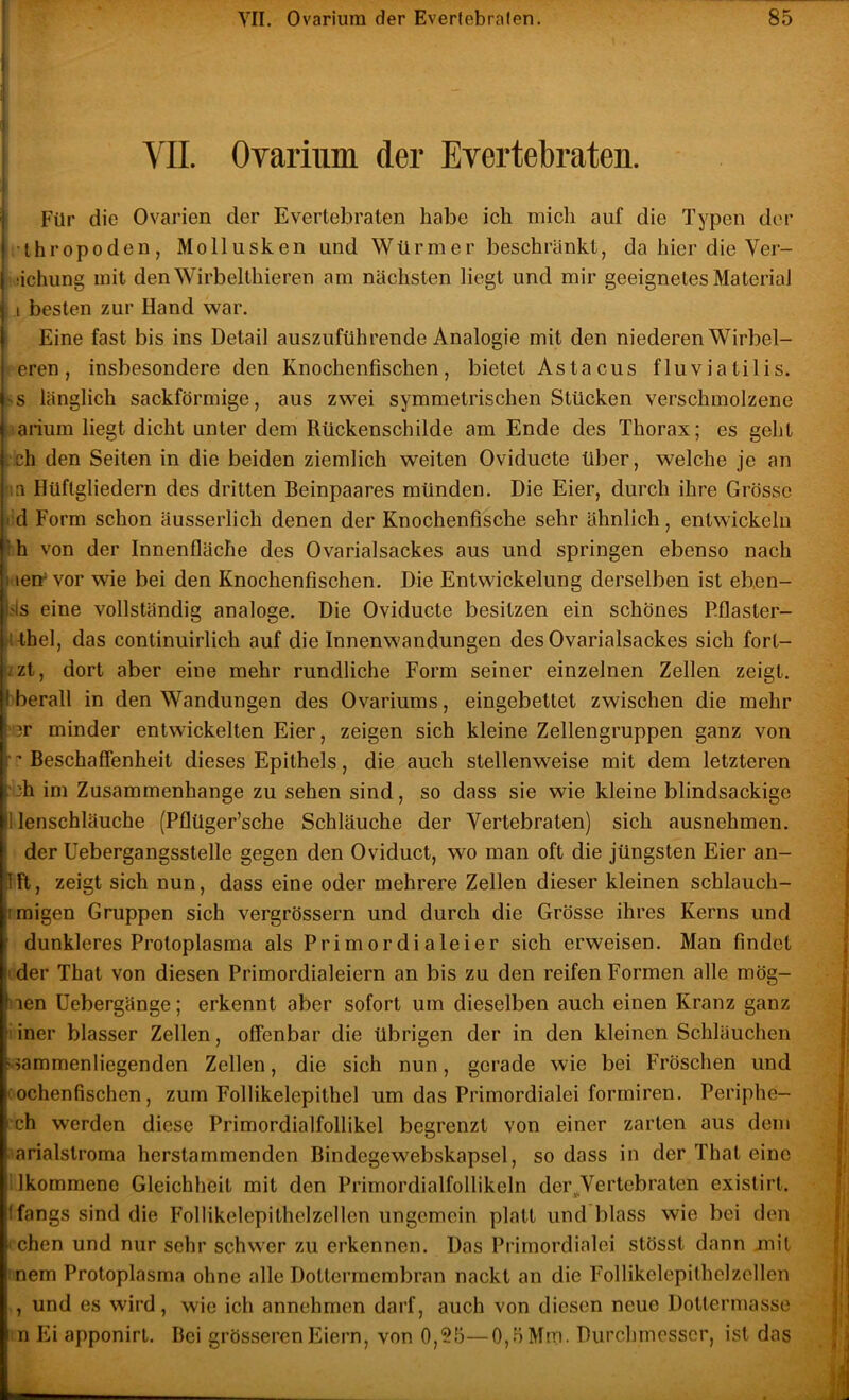 VII. Ovarium der Evertebraten. Für die Ovarien der Evertebraten habe ich mich auf die Typen der thropoden, Mollusken und Würmer beschränkt, da hier die Ver- dchung mit den Wirbelthieren am nächsten liegt und mir geeignetes Material I besten zur Hand war. Eine fast bis ins Detail auszuführende Analogie mit den niederen Wirbel- eren, insbesondere den Knochenfischen, bietet Astacus fluviatilis. ss länglich sackförmige, aus zwei symmetrischen Stücken verschmolzene laiium liegt dicht unter dem Rückenschilde am Ende des Thorax; es geht Lch den Seiten in die beiden ziemlich weiten Oviducte über, welche je an na Hüflgliedern des dritten Beinpaares münden. Die Eier, durch ihre Grösse I d Form schon äusserlich denen der Knochenfische sehr ähnlich, entwickeln ^h von der Innenfläche des Ovarialsackes aus und springen ebenso nach i.ietf vor wie bei den Knochenfischen. Die Entwickelung derselben ist eben- es eine vollständig analoge. Die Oviducte besitzen ein schönes P.flaster- (thel, das continuirlich auf die Innenwandungen des Ovarialsackes sich fort- |zzt, dort aber eine mehr rundliche Form seiner einzelnen Zellen zeigt, berall in den Wandungen des Ovariums, eingebettet zwischen die mehr minder entwickelten Eier, zeigen sich kleine Zellengruppen ganz von • ’ Beschaffenheit dieses Epithels, die auch stellenweise mit dem letzteren :h im Zusammenhänge zu sehen sind, so dass sie wie kleine blindsackige 1 lenschläuche (Pflüger’sche Schläuche der Vertebraten) sich ausnehmen. der Uebergangsstelle gegen den Oviduct, wo man oft die jüngsten Eier an- IFt, zeigt sich nun, dass eine oder mehrere Zellen dieser kleinen schlauch- rmigen Gruppen sich vergrössern und durch die Grösse ihres Kerns und dunkleres Protoplasma als Primordialeier sich erweisen. Man findet ?der That von diesen Primordialeiern an bis zu den reifen Formen alle mög- nen üebergänge; erkennt aber sofort um dieselben auch einen Kranz ganz i iner blasser Zellen, offenbar die übrigen der in den kleinen Schläuchen '»ammenliegenden Zellen, die sich nun, gerade wie bei Fröschen und cochenfischen, zum Follikelepithel um das Primordialei forrniren. Periphe- 'ch werden diese Primordialfollikel begrenzt von einer zarten aus dem ^arialstroma herstammenden Bindegewebskapsel, so dass in der That eine ; Ikommenc Gleichheit mit den Primordialfollikeln der ^Vertebraten exislirt. Ifangs sind die Follikelepithelzellen ungemein platt und blass wie bei den chen und nur sehr schwer zu erkennen. Das Primordialei stösst dann mit nem Protoplasma ohne alle Dottermembran nackt an die Follikelepilhclzellen , und es wird, wie ich annehmen darf, auch von diesen neue Dottermasse n Ei apponirt. Bei grösseren Eiern, von 0,25—0,5 Mm. Durchmesser, ist das