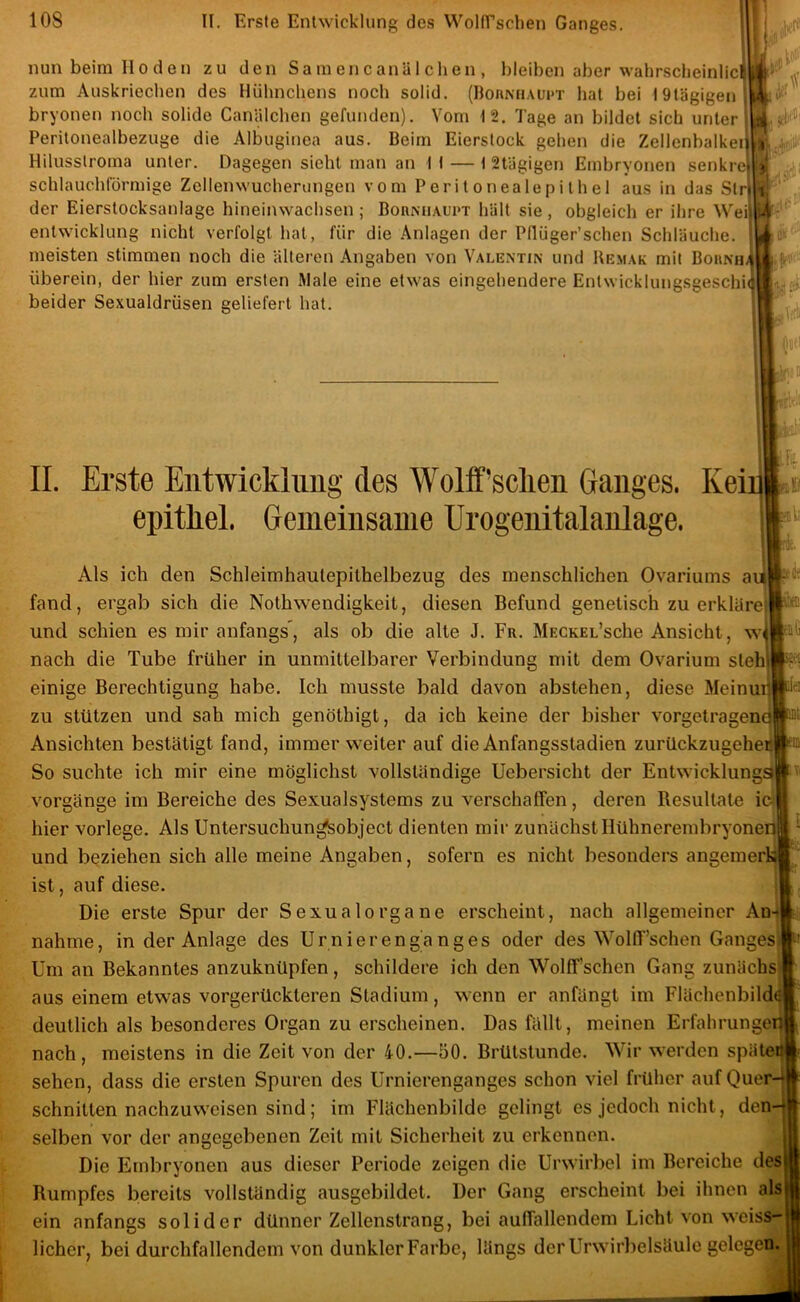 nun beim Hoden zu den Samencanälchen, bleiben aber wahrscheinlic zum Auskriechen des Hühnchens noch solid. (BoaNUAiicT hat bei I9tägigen bryonen noch solide CaniUchen gefunden). Vom 12. Tage an bildet sich unter Peritonealbezuge die Albuginea aus. Beim Eierstock gehen die Zellenhalken Hilusslroma unter. Dagegen sieht man an I t — \ 2tägigen Embryonen senkrej schlauchförmige Zellenwucherungen vom Peritonealepithel aus in das Str der Eierstocksanlage hineinwachsen ; BonMiAui'T hält sie, obgleich er ihre Wei entwicklung nicht verfolgt hat, für die Anlagen der Pdüger’schen Schläuche, meisten stimmen noch die älteren Angaben von Valentin und Bemak mit Bounim i überein, der hier zum ersten Male eine etwas eingehendere Entwicklungsgeschid beider Sexualdrüsen geliefert hat. tPii' i II. Erste Ent Wicklung des Wolff’sclien Ganges. KeiuLw epitliel. Gemeinsame Urogenitalanlage. Als ich den Schleimhaulepithelbezug des menschlichen Ovariums au fand, ergab sich die Nothwendigkeit, diesen Befund genetisch zu erkläre; und schien es mir anfangs, als ob die alle J. Fr. MECKEL’sche Ansicht, w nach die Tube früher in unmittelbarer Verbindung mit dem Ovarium steh einige Berechtigung habe. Ich musste bald davon abstehen, diese Meinui zu stützen und sah mich genöthigt, da ich keine der bisher vorgetragene Ansichten bestätigt fand, immer weiter auf die Anfangsstadien zurückzugehe So suchte ich mir eine möglichst vollständige Uebersicht der Entwicklungsil Vorgänge im Bereiche des Sexualsystems zu verschaffen, deren Resultate id hier vorlege. Als Untersuchun^object dienten mir zunächst Ilühnerembryonen und beziehen sich alle meine Angaben, sofern es nicht besonders angemerbl ist, auf diese. Die erste Spur der Sexualorgane erscheint, nach allgemeiner An4 nähme, in der Anlage des Ur nierengang es oder des Wolff’schen Gangesij Um an Bekanntes anzuknüpfen, schildere ich den Wolff’schen Gang zunächs aus einem etwas vorgerückteren Stadium, wenn er anfängt im Flächenbild deutlich als besonderes Organ zu erscheinen. Das fällt, meinen Erfahrunge nach, meistens in die Zeit von der 40.—50. Brülslunde. Wir werden spätei sehen, dass die ersten Spuren des Urnierenganges schon viel früher auf Quer-| schnitten nachzuweisen sind; im Flächenbilde gelingt es jedoch nicht, den ;■« E selben vor der angegebenen Zeit mit Sicherheit zu erkennen. Die Embryonen aus dieser Periode zeigen die Urwirbel im Bereiche des! Rumpfes bereits vollständig ausgebildet. Der Gang erscheint bei ihnen als! ein anfangs solider dünner Zellenstrang, bei auffallendem Licht von weiss-j lieber, bei durchfallendem von dunkler Farbe, längs der Urwirl)clsäule gelegen.
