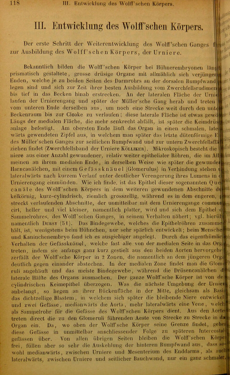 III. Entwicklung des Wolff’sclieii Körpers. ...fll''’ Der erste Schrill der Weilcrentwicklimg des Wolir’schen Ganges f* zur Ausbildung des Wo 1 ff’sehen Körpers, der Urnierc. J Bekanntlich bilden die VVoKT’schen Körper bei lliilincrernbryonen läii! prismatisch gestaltete, grosse drüsige Organe mit allmählich sich verjüngei Enden, welche je zu beiden Seiten des Darmrohrs an der dorsalen Humpfwand legen sind und sich zur Zeit ihrer besten Ausbildung vom Zwerchfellsrudimen bis tief in das Becken hinab erstrecken. An der lateralen Fläche der Urni( laufen der Urnierengang und später der Müller’sche Gang herab und treten vom unteren Ende derselben aus, um noch eine Strecke weit durch den untd^ Beckenraum bis zur Cloake zu verlaufen; diese laterale Fläche ist etwas gewo' Längs der medialen Fläche, die mehr senkrecht abfUllt, ist später die Keimdrü.s anlage befestigt. Am obersten Ende läuft das Organ in einen schmalen, late wärts gewendeten Zipfel aus, in welchem man später das letzte diitenförmige E; des Miiller’schen Ganges zur seitlichen Humpfwand und zur untern Zwerchfellsdä ziehen findet (Zwerchfellsband der Urniere KÖLLiKEn). Mikroskopisch besteht die ' liiere aus einer Anzahl gewundener, relativ weiter epithelialer Röhren, die im Alf meinen an ihrem medialen Ende, in derselben Weise wie später die gewimdei llariicanälchen, mit einem Gefässknäuel (Glomerulus) in Verbindung stehen i lateralwärts nach kurzem Verlauf unter deutlicher Verengerung ihres Lumens in c Urnierengang eininiinden. Wie ich finde, ist das Epithel dieser sogenannten Quo canäle des Woltr’schen Körpers in dem weiteren gewundenen Abschnitte di kelkörnig, kurz-cylindrisch, ziemlich grosszellig, während es in dem engeren, ]| streckt verlaufenden Abschnitte, der unmittelbar mit dem ürnierengange commui cirt, heller und viel kleiner, namentlich platter, wird und sich dem Epithel ( Sammelrohres, des WoltTschen Ganges, in seinem Verhallen nähert; vgl. hieriil namentlich Dubsv (51). Das Bindegewebe, welches die EpilhelrÖhren zusammc hält, ist, wenigstens beim Hühnchen, nur sehr spärlich entwickelt; beim Mensch und Kaninchenembryo fand ich es ausgiebiger angelegt. Durch das eigenihiimli Verhalten der Gefässknäuel, welche fast alle von der medialen Seile in das Org treten, indem sie anfangs ganz kurz gestielt aus den beiden Aorten hervorgehe zerfällt der Wollfsche Körper in 2 Zonen, die namentlich an dem jüngeren Org deutlich gegen einander abstechen. In der medialen Zone findet man die Glom|! ruli angehäuft und das meiste Bindegewebe, während die Drüsencanälchen laterale Hälfte des Organs ausmachen. Der ganze Wollfsche Körper ist von del cylindrischen Keimepithel überzogen. Was die nächste Umgebung der Urniei anbelangt, so liegen an ihrer Bückenfläche in der Mille, gleichsam als Basij das dichlzellige Blastem, in welchem sich später die bleibende Niere entwickelt und zwei Gefässe, rnedianwärls die Aorta , mehr lateralwärts eine Vene, mcIcIi yls Samnielrohr für die Gefässe des Wolffschen Körpers dient. Aus den Aorld treten direct die zu den Glomeruli führenden Aeste von Strecke zu Strecke in da| Organ ein. Da, wo oben der Woltfsche Körper seine Grenze findet, gehe diese Gefässe in unmittelbar anschliessender Folge zu späteren Intercoslal gefässen über. Von allen übrigen Seilen bleiben die WoltTschen KÖrpe frei, füllen aber so sehr die Auskehlung der hinteren Rumpfwand aus, das,s so wohl rnedianwärls, zwischen Urniere und Mesenterium des Enddarms, als au lateralwärts, zwischen Uiniere und seitlicher Bauchwand, nur ein ganz schmaler m