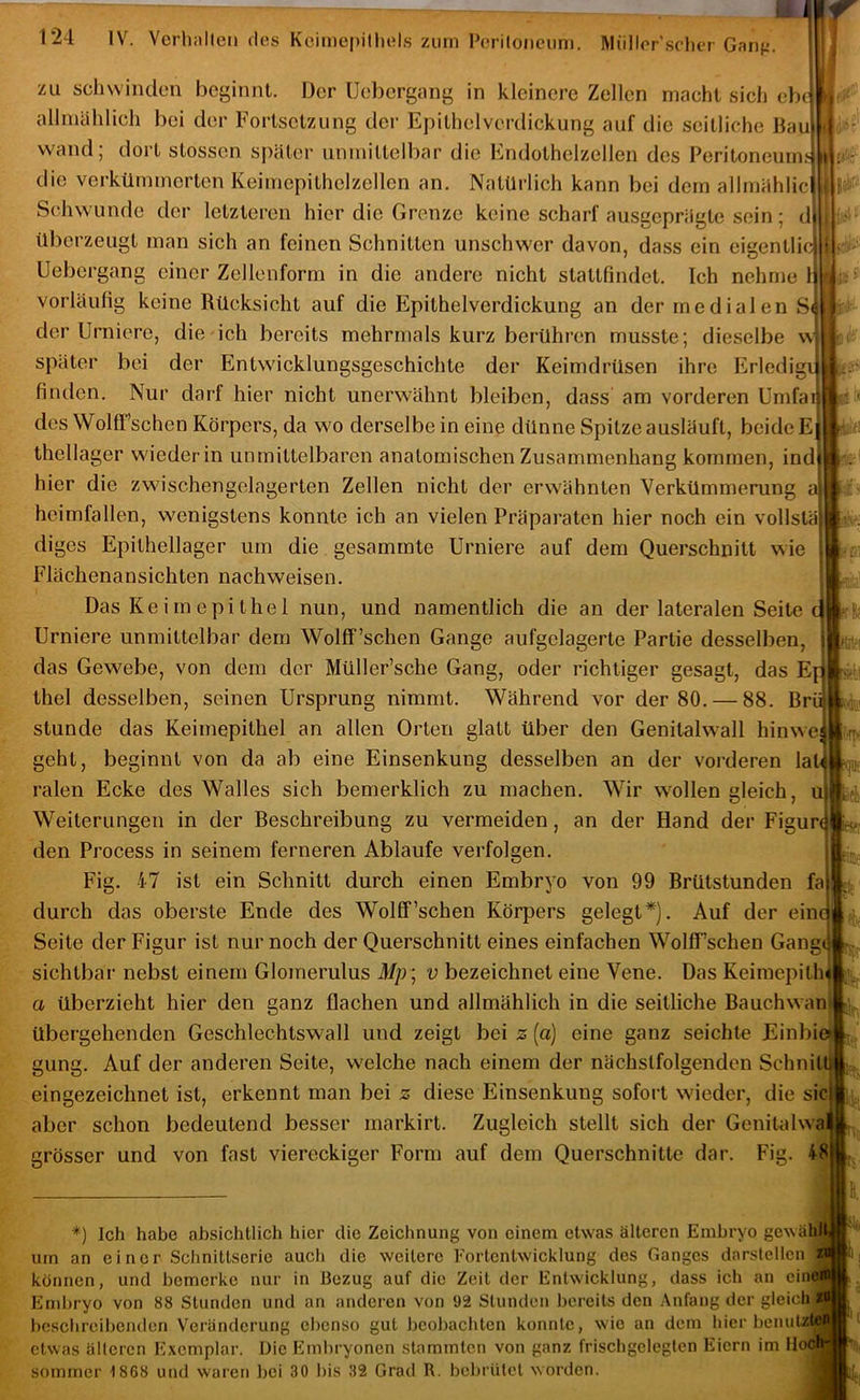 ■Li i.*- zu schwinden beginnt. Der Uebergang in kleinere Zellen macht sich eb( allmählich bei der Fortsetzung der Epithelverdickung auf die seitliche Hau wand; dort stossen später unmittelbar die Endothelzellen des Peritoneum.' die vei'kümmerten Keimepithelzellen an. Natürlich kann bei dem allmählic Schwunde der letzteren hier die Grenze keine scharf ausgeprägte sein; d überzeugt man sich an feinen Schnitten unschwer davon, dass ein eigentlir Uebergang einer Zellenform in die andere nicht stattfindet. Ich nehme 1 vorläufig keine Rücksicht auf die Epithelverdickung an der medialen S( der Urniere, die ieh bereits mehrmals kurz berühren musste; dieselbe \v später bei der Entwicklungsgeschichte der Keimdrüsen ihre Erledigi finden. Nur darf hier nicht unerwähnt bleiben, dass am vorderen Umfa des Wolff’schen Körpers, da wo derselbe in eine dünne Spitze ausläufl, beide E thellager wieder in unmittelbaren anatomischen Zusammenhang kommen, inc hier die zwischengelagerten Zellen nicht der erwähnten Verkümmerung a heimfallen, wenigstens konnte ich an vielen Präparaten hier noch ein vollstä diges Epithellager um die gesammte Urniere auf dem Querschnitt wie Flächenansichten nachweisen. Das Keimepithel nun, und namentlich die an der lateralen Seite Urniere unmittelbar dem Wolff’schen Gange aufgelagerte Partie desselben, das Gewebe, von dem der Müller’sche Gang, oder richtiger gesagt, das Ej thel desselben, seinen Ursprung nimmt. Während vor der 80. — 88. Brü stunde das Keimepithel an allen Orten glatt über den Genitalwall hinwe geht, beginnt von da ab eine Einsenkung desselben an der vorderen la ralen Ecke des Walles sich bemerklich zu machen. Wir wollen gleich, u Weiterungen in der Beschreibung zu vermeiden, an der Hand der Figurc den Process in seinem ferneren Ablaufe verfolsen. I« iy-S m. Fig. 47 ist ein Schnitt durch einen Embryo von 99 Brütstunden fa durch das oberste Ende des Wollf'sehen Körpers gelegt*). Auf der einq Seite der Figur ist nur noch der Querschnitt eines einfachen WollTschen Gang sichtbar nebst einem Glomerulus 4/p; v bezeichnet eine Vene. Das Keimepithi a überzieht hier den ganz flachen und allmählich in die seitliche Bauchwam übergehenden Geschlechtswall und zeigt bei z (a) eine ganz seichte Einbie» gung. Auf der anderen Seite, w'elche nach einem der nächstfolgenden Schnitü eingezeichnet ist, erkennt man bei jz diese Einsenkung sofort wieder, die sic aber schon bedeutend besser markirt. Zugleich stellt sich der Genitalwa grösser und von fast viereckiger Form auf dem Querschnitte dar. Fig. 48 *) Ich habe absichtlich hier die Zeichnung von einem etwas älteren Embryo gewälill um an einer Schnittserie auch die weitere Fortentwicklung des Ganges darstellcn können, und bemerke nur in Bezug auf die Zeit der Entwicklung, dass ich an ein Embryo von 88 Stunden und an anderen von 92 Stunden bereits den Anfang der gleich beschreibenden Veränderung ebenso gut beobachten konnte, wie an dem hier benulzti etwas älteren Exemplar. Die Embryonen stammten von ganz frischgelegfen Eiern im Hoc Sommer 1868 und waren bei 30 bis 32 Grad R. bebrütet worden. im ii-