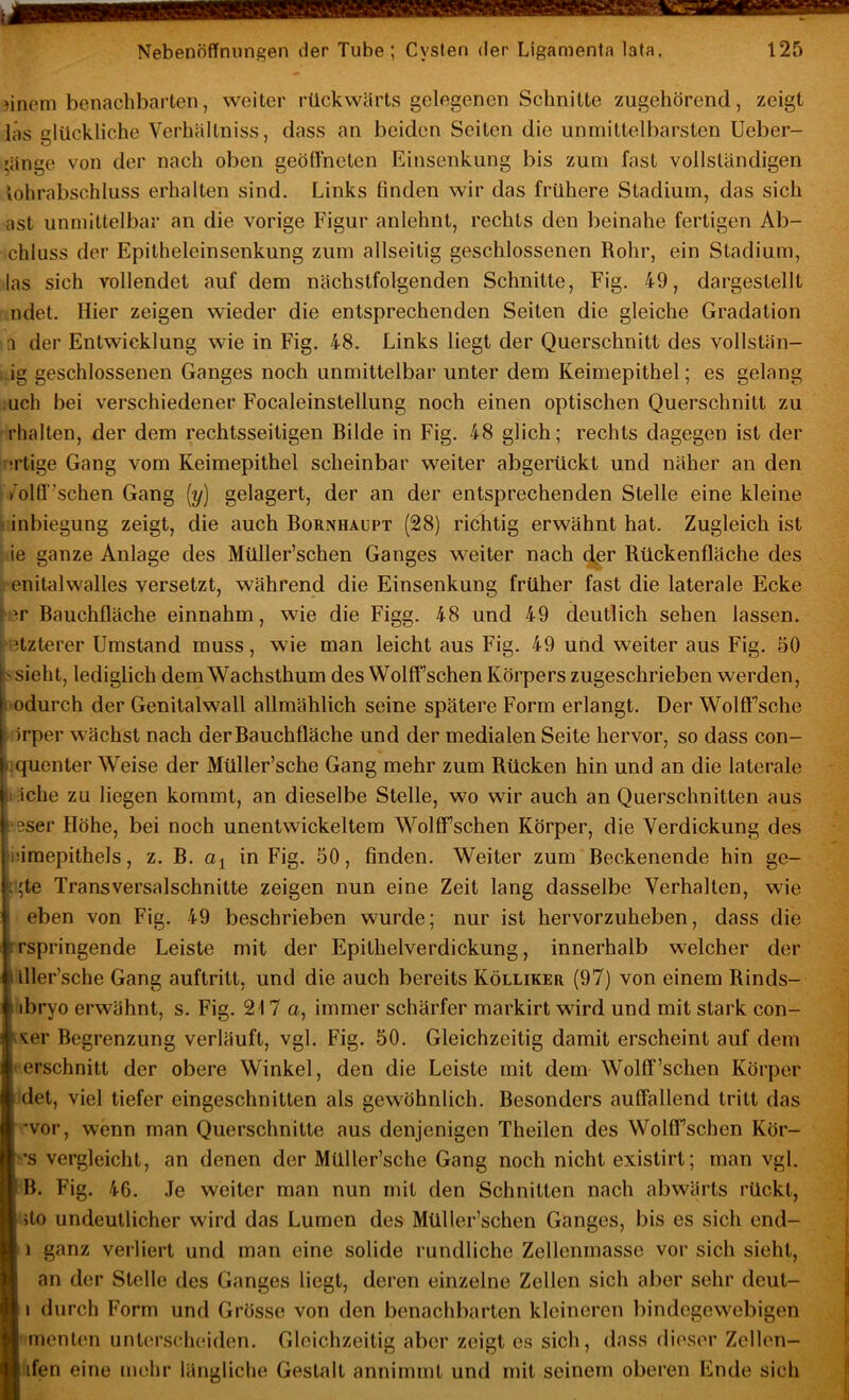 3inem benachbarten, weiter rückwärts gelegenen Schnitte zugehörend, zeigt las glückliche Verhältniss, dass an beiden Seiten die unmittelbarsten Ueber- 'änge von der nach oben geöffneten Einsonkung bis zum fast vollständigen lohrabschluss erhalten sind. Links finden wir das frühere Stadium, das sich ast unmittelbar an die vorige Figur anlehnt, rechts den beinahe fertigen Ab- chluss der Epitheleinsenkung zum allseitig geschlossenen Rohr, ein Stadium, las sich vollendet auf dem nächstfolgenden Schnitte, Fig. 49, dargestellt ndet. Hier zeigen wieder die entsprechenden Seiten die gleiche Gradation a der Entwicklung wie in Fig. 48. Links liegt der Querschnitt des vollstän- ig geschlossenen Ganges noch unmittelbar unter dem Keimepithel; es gelang uch bei verschiedener Focaleinstellung noch einen optischen Querschnitt zu rhalten, der dem rechtsseitigen Bilde in Fig. 48 glich; rechts dagegen ist der :!rtige Gang vom Keimepithel scheinbar weiter abgerückt und näher an den volff^schen Gang [y] gelagert, der an der entsprechenden Stelle eine kleine E inbiegung zeigt, die auch Bornhaupt (28) richtig erwähnt hat. Zugleich ist ie ganze Anlage des Müller’schen Ganges weiter nach ^r Rückenfläche des enitalWalles versetzt, während die Einsenkung früher fast die laterale Ecke ;?r Bauchfläche einnahm, wie die Figg. 48 und 49 deutlich sehen lassen. iBtzterer Umstand muss, wie man leicht aus Fig. 49 und weiter aus Fig. 50 • sieht, lediglich dem Wachsthum des Wolff sehen Körpers zugeschrieben werden, odurch der Genitalwall allmählich seine spätere Form erlangt. Der W^olfif’sche örper wächst nach der Bauchfläche und der medialen Seite hervor, so dass con- .quenter Weise der Müller’sche Gang mehr zum Rücken hin und an die laterale läche zu liegen kommt, an dieselbe Stelle, wo wir auch an Querschnitten aus ' ' •i veser Höhe, bei noch unentwickeltem Wolffschen Körper, die Verdickung des • fiiimepithels, z. B. in Fig. 50, finden. Weiter zum Beckenende hin ge- *:;te Transversalschnitte zeigen nun eine Zeit lang dasselbe Verhalten, wie eben von Fig. 49 beschrieben wurde; nur ist hervorzuheben, dass die rspringende Leiste mit der Epithelverdickung, innerhalb welcher der illler’sche Gang auftritt, und die auch bereits Kölliker (97) von einem Rinds- V ibryo erwähnt, s. Fig. 217 a, immer schärfer markirt wird und mit stark con- ' |fvver Begrenzung verläuft, vgl. Fig. 50. Gleichzeitig damit erscheint auf dem erschnitt der obere Winkel, den die Leiste mit dem Wolff’schen Körper det, viel tiefer eingeschnitten als gewöhnlich. Besonders auffallend tritt das | 'vor, wenn man Querschnitte aus denjenigen Theilen des Wolffschen Kör- ’s vergleicht, an denen der Müller’sche Gang noch nicht existirt; man vgl. B. Fig. 46. Je weiter man nun mit den Schnitten nach abwärts rückt, ’ J >to undeutlicher wird das Lumen des Müller’schen Ganges, bis es sich end- [ 1 ganz verliert und man eine solide rundliche Zellenmasse vor sich sieht, J an der Stelle des Ganges liegt, deren einzelne Zellen sich aber sehr deut- | i durch Form und Grösse von den benachbarten kleineren bindegewebigen j I menten unterscheiden. Gleichzeitig aber zeigt cs sich, dass dieser Zellen- [ ifen eine mehr längliche Gestalt annimmt und mit seinem oberen Ende sich | 1