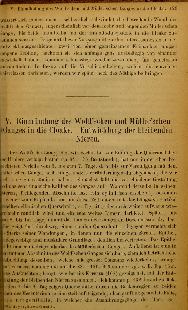'i'össert sich immer mehr; schliesslich schwindet die betreirende Wand des iVoltfschen Ganges, augenscheinlicli vor dem mehr andrängenden Müller’schen lange, bis beide unmittelbar an der Einmündungsslelle in die Cloake zu- ammen stossen. Es gehört dieser Vorgang mit zu den interessantesten in der Entwicklungsgeschichte; zwei von einer gemeinsamen Keimanlage ausge- angene Gebilde, nachdem sie sich anfangs ganz unabhängig von einander ntwickelt haben, kommen schliesslich wieder zusammen, um gemeinsam uszumünden. In Bezug auf die Verschiedenheiten, welche die einzelnen •'hierclassen darbieten, werden wir später noch das Nöthige beibringen. V. Einmündung des Wolff sehen und Müller’schen Ganges in die Cloake. Entwicklung der bleibenden Nieren. Der WolfTsche Gang, den wir vorhin bis zur Bildung der Quercanälchen ;r Urniere verfolgt hatten (ca, 64.—70. Brütstunde), hat nun in der eben be- ichteten Periode vom 3. bis zum 7. Tage, d. h. bis zur Vereinigung mit dem |i iller’schen Gange, noch einige andere Veränderungen durchgemacht, die wir ich kurz zu resümiren haben. Zunächst fällt die verschiedene Gestaltung (d das sehr ungleiche Kaliber des Ganges auf. Während derselbe in seinem tteren, freiliegenden Abschnitte fast rein cylindrisch erscheint, bekommt weiter zum Kopfende hin um diese Zeit einen mit der Längsaxe vertikal lütellten elliptischen Querschnitt, s. Fig. 46, der noch weiter aufwärts wie- rr mehr rundlich wird und ein sehr weites Lumen darbietet. Später, mit im 8. bis 14. Tage, nimmt das Lumen des Ganges an Durchmesser ab, der- Ibe zeigt fast durchweg einen runden Querschnitt; dagegen vermehrt sich ■ Stärke seiner Wandungen, in denen nun die einzelnen Strata, Epithel, idegewebige und muskuläre Grundlage, deutlich hervortreten. Das Epithel 1 ibt immer niedriger als das des Müller’schen Ganges. Auffallend ist eine in n unteren Abschnitte des WoKf sehen Ganges sichtbare, ziemlich beträchtliche sbuchtung desselben, welche mit grosser Gonstanz wiederkehrt, wenig- ns vermisst man sie nie um die 88,—120. Brütstunde; vgl. z. B. Fig. 46.t. !'Se Ausbuchtung hängt, wie bereits Kupffkr (102) gezeigt hat, mit der Ent- •;klung der bleibenden Nieren zusammen. Ich komme p. 132 darauf zurück, den 7. bis 8. Tag zeigen Querschnitte durch die Beckenregion zu lieiden len des Mesenterium je eine steil aufsteigende, oben sanft abgerundete Falte, ca u rogen i tal i s, in welcher die Ausführungsgänge der Harn-Ge- i'Valdey er, Eierstoct und Kl. 9