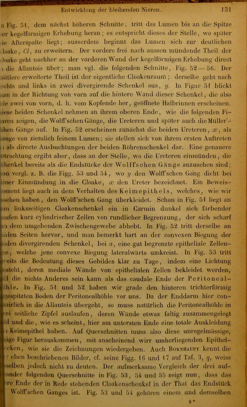 n Fig. 51, dem nächst höheren Schnitte, tritt das Lumen bis an die Spitze er kegelförmigen Erhebung heran ; es entspricht dieses der Stelle, wo später ie Afterspalte liegt; ausserdem beginnt das Lumen sich zur deutlichen loake, C/, zu erweitern. Der vordere frei nach aussen mündende Theil der loake geht nachher an der vorderen Wand der kegelförmigen Erhebung direct ' die Allantois über; man vgl. die folgenden Schnitte, Fig. 52—56. Der littlere erweiterte Theil ist der eigentliche Gloakenraum ; derselbe geht nach ‘chls und links in zwei divergirende Schenkel aus, y. ln Figur 51 blickt an in der Richtung von vorn auf die hintere Wand dieser Schenkel, die also ie zwei von vorn, d. h. vom Kopfende her, geöffnete Halbrinnen erscheinen, iese beiden Schenkel nehmen an ihrem oberen Ende, wie die folgenden Fi- iren zeigen, die Wolff’schen Gänge, die Ureteren und später auch die Müller- i hen Gänge auf. In Fig. 52 erscheinen zunächst die beiden Ureteren, cc, als länge von ziemlich feinem Lumen; sie stellen sich von ihrem ersten Auftreten 11 als directe Ausbuchtungen der beiden Röhrenschenkel dar. Eine genauere Verachtung ergibt aber, dass an der Stelle, wo die Ureteren einmünden, die : henkel bereits als die Endstücke der Wolffschen Gänge anzusehen sind; f. m vergl. z, R. die Figg. 53 und 54, wo y den Wolff’schen Gang dicht bei iäner Einmündung in die Gloake, x den Ureter bezeichnet. Ein Beweis- r-)ment liegt auch in dem Verhalten des Keimepithels, welches, wie wir ^sehen haben, den Wolff’schen Gang überkleidet. Schon in Fig. 51 liegt an I in linksseitigen Gloakenschenkel ein in Garmin dunkel sich färbender iLufen kurz cylindrischer Zellen von rundlicher Begrenzung, der sich scharf n dem umgebenden Zwischengewebe abhebt. In Fig. 52 tritt derselbe an iiiden Seiten hervor, und man bemerkt hart an der convexen Biegung der itden divergirenden Schenkel, bei a, eine gut begrenzte epitheliale Zellen- te, welche jene convexe Biegung lateralwärts umkreist. In Fig. 53 tritt [i’eits die Bedeutung dieses Gebildes klar zu Tage, indem eine Lichtung «teht, deren mediale Wände von epithelialen Zellen bekleidet werden, il die nichts Anderes sein kann als das caudale Ende der Peritoneal- thle. In Fig. 51 und 52 haben wir grade den hinteren trichterförmig gespitzten Boden der Peritonealhöhle vor uns. Da der Enddarm hier con- lairlich in die Allantois übergeht, so muss natürlich die Peritonealhöhle in j ei seitliche Zipfel auslaufen, deren Wände etwas faltig zusammengelegt j[id und die, wie es scheint, hier am untersten Ende eine totale Auskleidung : . I Keimepithel haben. Auf Querschnitten muss also diese unregelmässige, ^ uge Figur herauskommen, mit anscheinend wirr umherliegenden Epithel- U cken, wie sie die Zeichnungen wiedergeben. Auch Bornhaupt kennt die I ff eben beschriebenen Bilder, cf. seine Figg. 16 und 17 auf Taf. 3, q, weiss j i-»elben jedoch nicht zu deuten. Der aufmerksame Vergleich der di’ei auf- 1 I mder folgenden Querschnitte in Fig. 53, 54 und 55 zeigt nun, dass das f re Ende der in Rede stehenden Gloakenschenkel in der Thal das Endstück Wolff’schen Ganges ist. Fig. 53 und 54 geliören oimMii und demselben
