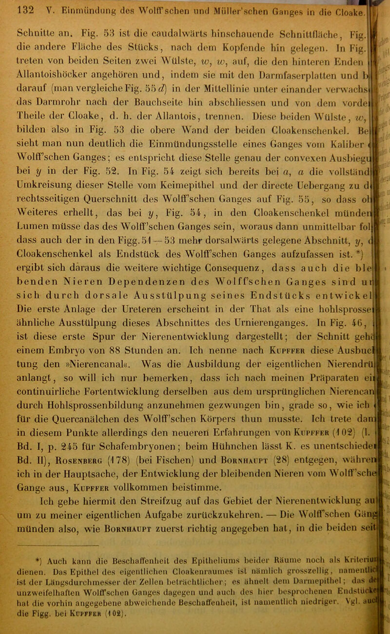 Schnitte an. Fig. 53 ist die caudalwiirts hinschauende Sclinittfliiche, Fig. die andere Fläche des Stücks, nach dem Kopfende hin gelegen. In Fig. treten von beiden Seiten zwei Wülste, iv, ^o, auf, die den hinteren Enden Allantoishöcker angehören und, indem sie mit den I)armfa.serplatten und 1 darauf (man vergleiche Fig. 55 c?) in der Mittellinie unter einander veiAvachsj das Darmrohr nach der Bauchseite hin abschliessen und von dem vordeji Theile der Cloake, d. h. der Allantois, trennen. Diese beiden Wülste, iv^\ bilden also in Fig. 53 die obere Wand der beiden Gloakenschenkel. Be| sieht man nun deutlich die Einmündungsstelle eines Ganges vom Kaliber ^ Wolff’schen Ganges; es entspricht diese Stelle genau der convexen Ausl)iegii bei y in der Fig. 52. In Fig. 54 zeigt sich bereits bej «, a die vollständi Umkreisung dieser Stelle vom Keimepithel und der directe Uebergang zu dj rechtsseitigen Querschnitt des Wolff’schen Ganges auf Fig. 55, so dass ob Weiteres erhellt, das bei y, Fig. 54, in den Gloakenschenkel mündei» Lumen müsse das des Wolff’schen Ganges sein, woraus dann unmittelbar fol| dass auch der in denFigg.51 — 53 mehr dorsalwärts gelegene Abschnitt, y, i Gloakenschenkel als Endstück des Wolff’schen Ganges aufzufassen ist. *) ergibt sich daraus die weitere wichtige Consequenz, dass auch die ble benden Nieren Dependenzen des Wolff’schen Ganges sind ui sich durch dorsale Ausstülpung seines Endstücks entwickel Die erste Anlage der Ureteren erscheint in der That als eine hohlsprosse ähnliche Ausstülpung dieses Abschnittes des Urnierenganges. In Fig. 46, ist diese erste Spur der Nierenentwicklung dargestellt; der Schnitt gehlj einem Embryo von 88 Stunden an. Ich nenne nach Kupffer diese Ausbuc tung den »Nierencanal«. Was die Ausbildung der eigentlichen Nierendrü anlangt, so will ich nur bemerken, dass ich nach meinen Präparaten ei continuirliche Fortentwicklung derselben aus dem ursprünglichen Nierencan durch Hohlsprossenbildung anzunehmen gezwungen bin, grade so, wie ich für die Quercanälchen des Wolff’schen Körpers thun musste. Ich trete dan in diesem Punkte allerdings den neueren Erfahrungen von Kupffer (102) (1. Bd. I, p. 245 für Schafembryonen; beim Hühnchen lässt K. es unentschiede Bd. II), Rosenberg (178) (bei Fischen) und Bornhaupt (28) entgegen, währeni ich in der Hauptsache, der Entwicklung der bleibenden Nieren vom Wolff’sche Gange aus, Kupffer vollkommen beistimme. Ich gebe hiermit den Streifzug auf das Gebiet der Nierenentwicklung um zu meiner eigentlichen Aufgabe zurückzukehren. — Die Wolffschen Gän münden also, wie Bornhaupt zuerst richtig angegeben hat, in die beiden sei sehe lg au fiii nfi *) Auch kann die Beschaffenheit des Epitheliums beider Räume nocli als Kriteriui dienen. Das Epithel des eigentlichen Cloakenraumes ist nämlich grosszellig, namentliq ist der Längsdurchmesser der Zellen beträchtlicher; es ähnelt dem Darmepithel ; das di unzweifelhaften Wolff’schen Ganges dagegen und auch des hier besprochenen EndstücWl hat die vorhin angegebene abweichende Beschaffenheit, ist namentlich niedriger. Vgl. aue’ die Figg. bei Kupffer (102).