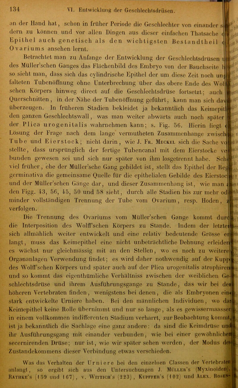 , schon in früher Periode die Geschlechter von einander 7A1 können und vor allen Dingen aus dieser einfachen Thatsache rijf an der Hand hat dem Epithel auch genetisch als den wichtigsten Bestandtheil 0 V a r i u in s ansehen lernt. Betrachtet man zu Anfänge der Entwicklung der Geschlechtsdrüsen dos Müller’schen Ganges das Flächenbild des Embryo von der Bauchseite so sieht man, dass sich das cylindrische Epithel der um diese Zeit noch un laltetcn Tubenölfnung ohne Unterbrechung über das obere Ende des Wol sehen Körpers hinweg direct auf die Geschlechtsdrüse fortsetzt; auch Querschnitten, in der Nähe der Tubenöffnung geführt, kann man sich da überzeugen. In früheren Stadien bekleidet ja bekanntlich das Keimepil den ganzen Geschlechtswall, was man weiter abwärts auch noch später der Plica urogenitalis wahrnehmen kann; s. Fig. 56. Hierin liegt Lösung der Frage nach dem lange vermutheten Zusammenhänge zwise Tube und Eier stock; nicht darin, wie J. Fr. Meckel sich die Sache stellte, dass ursprünglich der fertige Tubencanal mit dem Eierstocke v blinden gewesen sei und sich nur später von ihm losgetrennt habe. Sc viel früher, ehe der Müller’sche Gang gebildet ist, stellt das Epithel der Bei germinativa die gemeinsame Quelle für die epithelialen Gebilde des Eiersloc und der Müller’schen Gänge dar, und dieser Zusammenhang ist, wie man den Figg. 43, 56, 45, 50 und 58 sieht, durch alle Stadien bis zur mehr od minder vollständigen Trennung der Tube vom Ovarium, resp. Hoden, verfolgen. Die Trennung des Ovariums vom Müller’schen Gange kommt dur die Interposition des Wollf’schen Körpers zu Stande. Indem der letzte: sich allmählich weiter entwickelt und eine relativ bedeutende Grösse langt, muss das Keimepithel eine nicht unbeträchtliche Dehnung erleider es wächst nur gleichmässig mit an den Stellen, wo es noch zu weiterej Organanlagen Verwendung findet; es wird daher nothwendig auf der Kup des Wolff’schen Körpers und später auch auf der Plica urogenitalis atrophirei und so kommt das eigenthümliche Verhältniss zwischen der weiblichen Ge-l schlechtsdrüse und ihrem Ausführungsgange zu Stande, das wir bei de< höheren Vertebraten finden, wenigstens bei denen, die als Embryonen eini i, stark entwickelte Urniere haben. Bei den männlichen Individuen, wo das Keimepithel keine Rolle übernimmt und nur so lange, als cs gewissermaasser in einem vollkommen indifterenten Stadium verharrt, zur Beobachtung kommt, ist ja bekanntlich die Sachlage eine ganz andere: da sind die Keimdrüse un ihr Ausführungsgang mit einander verbunden, wie bei einer gewöhnliche secernirenden Drüse; nur ist, wie wir später sehen werden, der Modus d Zustandekommens dieser Verbindung etwas verschieden. is: idn rs( Was das Verhalten der Urniere bei den einzelnen Classen der Verlebralen| anlangt, so ergibt sich aus den Unlersuchungen .1. Müller’s (Myxinoiden)» Ratiike’s (159 und 167), v. Witticii’s (223), Kupkker’s (102) und Alex. Rosen^