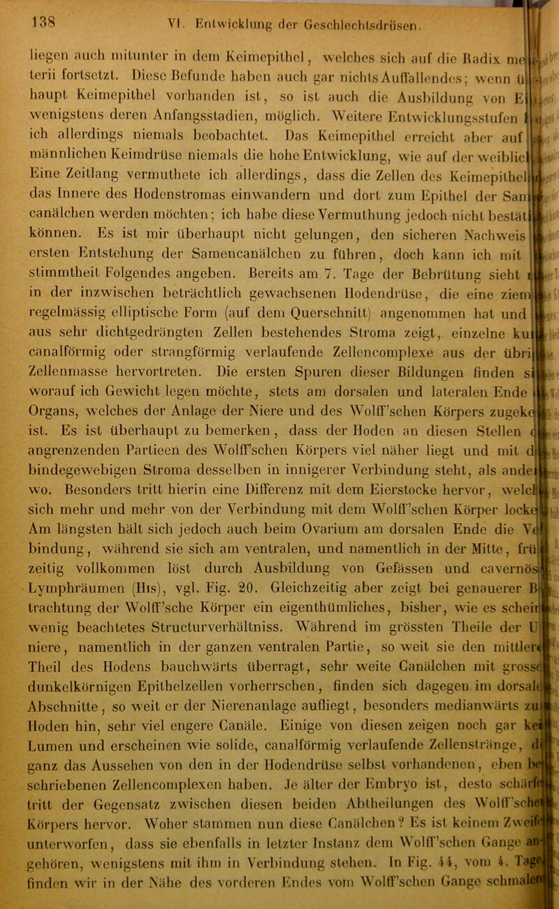 >1 ■•i I <•;' s liegen auch initunler in dom Keirnepilhcl, welches sich auf die Radix mr terii forlsetzt. Diese Befunde hal)en auch gar niclits Auflallendcs; wenn ti haupt Keirnepilhel voihanden ist, so ist auch die Ausbildung von E wenigstens deren Anfangssladien, möglich. Weitere Entwicklungsstufen ich allerdings niemals beobachtet. Das Keimepithel erreicht aber auf männlichen Keimdrüse niemals die hohe Entwicklung, wie auf der weiblicl ^ Eine Zeitlang vermuthete ich allerdings, dass die Zellen des Keimepithel das Innere des Hodenstromas einwandern und dort zum Epithel der San canälchen werden möchten; ich habe diese Vermuthung jedoch nicht bestät können. Es ist mir überhaupt nicht gelungen, den sicheren Nachweis ersten Entstehung der Samencanälchen zu führen, doch kann ich mit stimmtheit Folgendes angeben. Bereits am 7. Tage der Bebrütung sieht in der inzwischen beträchtlich gewachsenen Hodendrüse, die eine ziem regelmässig elliptische Form (auf dem Querschnitt) angenommen hat und aus sehr dichtgedrängten Zellen bestehendes Stroma zeigt, einzelne ku canalförmig oder strangförmig verlaufende Zellencomplexe aus der übri Zellenmasse hervortreten. Die ersten Spuren dieser Bildungen finden worauf ich Gewicht legen möchte, stets am dorsalen und lateralen Ende Organs, welches der Anlage der Niere und des Wolff’schen Körpers zugeke ist. Es ist überhaupt zu bemerken , dass der Hoden an diesen Stellen angrenzenden Partieen des WolEf’schen Körpers viel näher liegt und mit d bindegewebigen Stroma desselben in innigerer Verbindung steht, als ande wo. Besonders tritt hierin eine Differenz mit dem Eierstocke hervor, welcl sich mehr und mehr von der Verbindung mit dem Wolfl’’schen Körper locke Am längsten hält sich jedoch auch beim Ovarium am dorsalen Ende die Ve bindung, während sie sich am ventralen, und namentlich in der Mitte, fi*ü zeitig vollkommen löst durch Ausbildung von Gefässen und cavernös Lymphräumen (Hts), vgl. Fig. 20. Gleichzeitig aber zeigt bei genauerer B| trachtung der Wolff’sche Körper ein eigenthümliches, bisher, wie es scheiTil wenig beachtetes Structurverhältniss. Während im grössten Theile der Ul niere, namentlich in der ganzen vontralen Partie, soweit sie den mittler« Theil des Hodens bauchwärts überragt, sehr weite Canälchen mit grossö dunkelkörnigen Epithelzellen vorherrschen, finden sich dagegen im dorsal^ Abschnitte, so weit er der Nierenanlage aufliegt, besonders medianwärts zu Hoden hin, sehr viel engere Canäle. Einige von diesen zeigen noch gar kei ■fi ii fß » T. ■ffil ITfli ’ ai I- Lumen und erscheinen wie solide, canalförmig verlaufende Zellenstränge, ganz das Aussehen von den in der Hodendrüse selbst vorhandenen, eben b schriebenen Zellencomplexen haben. .Te älter der Fhnbryo ist, desto schärfei tritt der Gegensatz zwischen diesen beiden Abtheilungen des Woltf’sche^ Körpers hervor. Woher stammen nun diese Canälchen? Es ist keinem Z^^eif unterworfen, dass sie ebenfalls in letzter Instanz dem WolfT’schen Gange ai^ gehören, wenigstens mit ihm in Verbindung stehen, ln Fig. 44, vom 4. Taj finden wir in der Nähe des vorderen Endes vom Wolff’schen Gange schmalfi