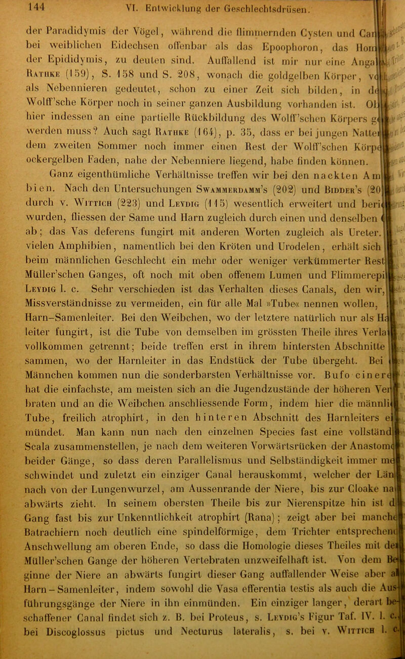 der Paradidymis der Vögel, wiilirend die flimniernden Cysten und Ga bei weiblichen Eidechsen ollenbar als das Epoophoron, das Hon der Epididymis, zu deuten sind. Auirallend ist mir nur eine Anga Hatiike (159), S. 158 und S. 208, wonach die goldgelben Körper, als Nebennieren gedeutet, schon zu einer Zeit sich bilden, in WoHT’sche Körper noch in seiner ganzen Ausbildung vorhanden ist. 01^ hier indessen an eine partielle Rückbihlung des Wolir’schen Körpers g werden muss? Auch sagt Ratiike (164), p. 35, dass er bei jungen Natte tlem zweiten Sommer noch immer einen Rest der Wolir’schen Körp ockergelben Faden, nahe der Nebenniere liegend, habe finden können. Ganz eigenthümliche Veibältnisse treffen wir bei den nackten Am bien. Nach den Untersuchungen Swammerdamm’s (202) und Bidder’s (20 durch V. WiTTiCH (223) und Leydig (115) wesentlich erweitert und beri wurden, Giessen der Same und Harn zugleich durch einen und denselben ab; das Vas deferens fungirt mit anderen Worten zugleich als Ureter, vielen Amphibien, namentlich bei den Kröten und Urodelen, erhält sich beim männlichen Geschlecht ein mehr oder weniger verkümmerter Res Müller’schen Ganges, oft noch mit oben offenem Lumen und Flimmerepi Leydig 1. c. Sehr verschieden ist das Verhalten dieses Canals, den wir, Missverständnisse zu vermeiden, ein für alle Mal »Tube« nennen wollen, Harn-Samenleiter. Bei den Weibchen, wo der letztere natürlich nur als Hj leiter fungirt, ist die Tube von demselben im grössten Theile ihres Verla vollkommen getrennt; beide treffen erst in ihrem hintersten Abschnitte :rfP- sammen, wo der Harnleiter in das Endstück der Tube übergeht. Bei a Männchen kommen nun die sonderbarsten Verhältnisse vor. Bufo ciner hat die einfachste, am meisten sich an die Jugendzustände der höheren Vei braten und an die Weibchen, anschliessende Form, indem hier die männli Tube, freilich atrophirt, in den hinteren Abschnitt des Harnleiters e mündet. Man kann nun nach den einzelnen Species fast eine vollständ Scala zusammenstellen, je nach dem weiteren Vorwärtsrücken derAnastom( beider Gänge, so dass deren Parallelismus und Selbständigkeit imme schwindet und zuletzt ein einziger Canal herauskommt, welcher der Lä nach von der Lungen Wurzel, am Aussenrande der Niere, bis zur Gloake na abwärts zieht, ln seinem obersten Theile bis zur Nierenspitze hin ist Gang fast bis zur Unkenntlichkeit atrophii t (Rana); zeigt aber bei manch^ Batrachiern noch deutlich eine spindelförmige, dem Trichter entsprechen Anschwellung am oberen Ende, so dass die Homologie dieses Theiles mit de Müller’schen Gange der höheren Vertebraten unzweifelhaft ist. Von dem ginne der Niere an abwärts fungirt dieser Gang auffallender Weise aber a Harn - Samenleiter, indem sowohl die Vasa efferentia testis als auch die Aus ' ^ t führungsgänge der Niere in ihn einmünden. Ein einziger langer, derart be- schaffener Canal findet sich z. B. bei Proteus, s. Leydig’s Figur Taf. IV. 1. bei Discoglossus pictus und Necturus lateralis, s. bei v. Witticb 1.