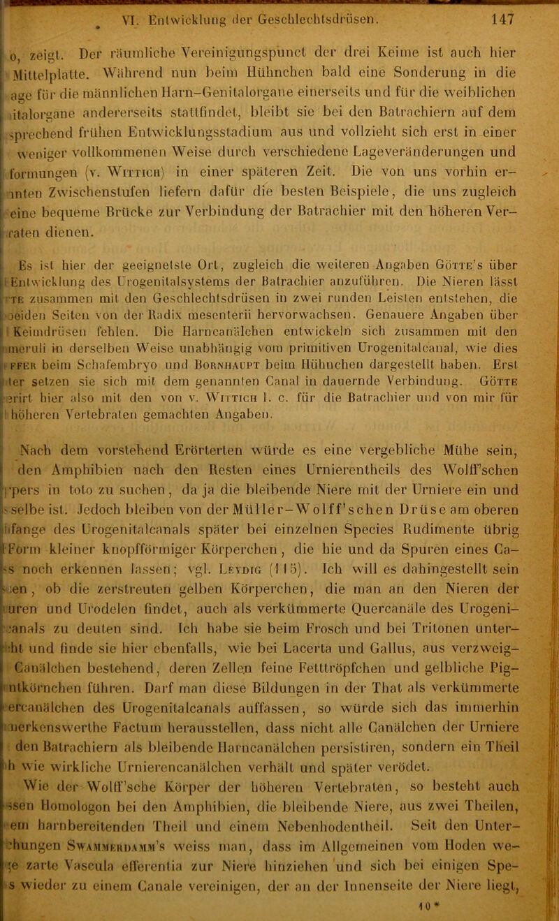 0, zeigt. Der rniiinliche Vereinigungspunct der drei Keime ist auch hier Mittelplatte. Während nun beim Hühnchen bald eine Sonderung in die ai^e für die männlichen Harn-Genitaloraane einerseits und für die weiblichen i) dtalorgane andererseits stattfindet, bleibt sie bei den Balrachiern auf dem } weniger vollkommenen Weise durch verschiedene Lageveränderungen und ; formungen (v. Wittich) in einer späteren Zeit. Die von uns vorhin er- 5 inten Zwischenstufen liefern dafür die besten Beispiele, die uns zugleich i eine bequeme Brücke zur Verbindung der Batrachier mit den höheren Ver- raten dienen. Es ist hier der geeignelste Ort, zugleich die weiteren Angaben Götte’s über i): Entwicklung des Urogenitalsystems der Batrachier anzuführen. Die Nieren lässt ;r’TE zusammen mit den Geschlechtsdrüsen in zwei runden Leisten entstehen, die leiden vSeiten von der Radix mesenterii hervorwachsen. Genauere Angaben über ;; Keimdrüsen fehlen. Die Harncanälchen entwickeln sich zusammen mit den ' incruli in derselben Weise unabhängig vom primitiven Urogenitalcanal, wie dies FFEU beim Schafembryo und Bornhaupt beim Hühnchen dargeslellt haben. Erst ler setzen sie sich mit dem genannten Canal in dauernde Verbindung. Gotte jrirt hier also mit den von v. Wutich 1. c. für die Batrachier und von mir für höheren Vertebralen gemachten Angaben. Nach dem vorstehend Erörterten würde es eine vergebliche Mühe sein, ' den Amphibien nach den Resten eines Urnierentheils des Wolff’schen ■j’pers in toto zu suchen, da ja die bleibende Niere mit der Urniere ein und ' Selbe ist. Jedoch bleiben von der Müller-Wolff’schen Drüse am oberen iiiifange des Urogenitalcanals später bei einzelnen Species Rudimente übrig 4Form kleiner knopfförmiger Körperchen, die hie und da Spuren eines Ga- -'S noch erkennen lassen; vgl, Lfvjug (115), Ich will es dahingestellt sein ;en , ob die zerstreuten gelben Köi^perchen, die man an den Nieren der uren und Urodelen findet, auch als verkümmerte Quercanäle des Urogeni- •anals zu deuten sind. Ich habe sie beim Frosch und bei Tritonen unter- i' :ht und finde sie hier ebenfalls, wie bei Lacerta und Gallus, aus verzweig- I Canälcben bestehend, deren Zellen feine Fetttröpfchen und gelbliche Pig- |intkörnchen führen. Darf man diese Bildungen in der That als verkümmerte f ercanälchen des ürogenitalcanals auffassen, so würde sich das immerhin > nerkenswerthe Factum heraussteilen, dass nicht alle Ganälchen der Urniere den Batrachiern als bleibende Harncanälchen persistiren, sondern ein Theil h wie wirkliche Urnierencanälchcn verhält und später verödet. Wie derWolff’sche Körper der höheren Vertebraten, so besteht auch ssen Homologon bei den Amphibien, die bleibende Niere, ai :hungen SwAM.Miam.vM.M’s weiss man, dass im Allgemeinen vom Hoden we- sprechend frühen Flntwicklungsstadium aus und vollzieht sich erst in einer em harnbereitenderi Theil und einem Nebenhodentheil.