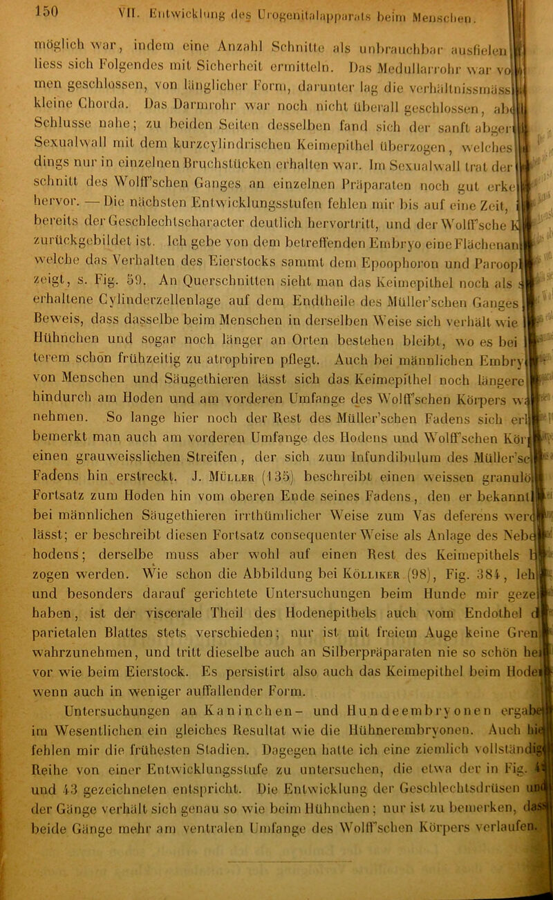 Yd. lintwickliing des Utogouit.'ilappiiriits beim Meusclien. möglich war, indem eine Anzalil Schnitte als unbrauchbar ausfielen, Hess sich Folgendes mit Sicherheit ermitteln. Das Medullan ohr war vo; men geschlossen, von länglicher l'orrn, darunter lag die verh;iltnissrnäss|^ kleine Chorda. Das Darmrohr war noch nicht überall geschlossen, alx; Schlüsse nahe; zu beiden Seiten desselben fand sich der sanft abgeii Sexualwall mit dem kurzcylindrischen K.eimej)ithel überzogen, welches dings nur in einzelnen Bruchstücken erhalten war. Irn Sexualwall trat derj schnitt des WolfT’schen Ganges an einzelnen Präparaten noch gut erkej hervor. — Die nächsten Entwicklungsstufen fehlen mir bis auf eine Zeit, bereits der Geschlechtscharacter deutlich hervortritt, und der Wollfsche 1^ zurückgebildet ist. Ich gebe von dem betreffenden Embryo eineFlächenanj welche das Verhalten des Eierstocks sammt dem Epoophoron und Paroop^ zeigt, s. Fig. 59. An Querschnitten sieht man das Keimepithel noch als ^ erhaltene Cylinderzellenlage auf dem Endtheile des Müller’schen Ganges] Beweis, dass dasselbe beim Menschen in derselben Weise sich verhält wie ) Hühnchen und sogar noch länger an Orten bestehen bleibt, wo es bei terem schon frühzeitig zu atrophiren pflegt. Auch bei männlichen Embry von Menschen und Säugethieren lässt sich das Keinieprihel noch längere hindurch am Hoden und am vorderen Umfange des Wolff’schen Körpers w^ nehmen. So lange hier noch der Rest des Müller’schen Fadens sich ei bemerkt man auch am vorderen Umfange des Hodens und Wolff’schen Köi j einen grauweigslichen Streifen, der sich zum Infundibulum des Müller’se Fadens hin erstreckt. J. Müller (135) beschreibt einen weissen granulö Fortsatz zum Hoden hin vom oberen Ende seines Fadens, den er bekannt bei männlichen Säugethieren irrthündicher Weise zum Vas deferens werq lässt; er beschreibt diesen Fortsatz consequenter Weise als Anlage des Neb hodens; derselbe muss aber wohl auf einen Rest des Keimepithels 1: zogen werden. Wie schon die Abbildung bei Kölliker (98), Fig. 384, leh und besonders darauf gerichtete Untersuchungen beim Hunde mir gezej haben, ist der A'iscerale Theil des Hodenepithels auch vom Endothel djj parietalen Blattes stets verschieden; nur ist mit freiem Auge keine Grenil wahrzunehmen, und tritt dieselbe auch an Silberpräparaten nie so schön hei| vor wie beim Eierstock. Es persistirt also auch das Keimepithel beim Hode^ wenn auch in weniger auffallender Form. Untersuchungen an Kaninchen- und Hundeembryonen ergab im Wesentlichen ein gleiches Resultat wie die Hühnerembryonen. Auch bi« fehlen mir die frühesten Stadien. Dagegen hatte ich eine ziemlich vollständig Reihe von einer Entwicklungsstufe zu untersuchen, die etwa der in Fig. und 43 gezeichneten entspricht. Die Entwicklung der Geschlechtsdrüsen ul der Gänge verhält sich genau so wie beim Hühnchen ; nur ist zu bemerken, d« beide Gänge mehr am ventralen Umlänge des WollFschen Körpers verlaufen.;|