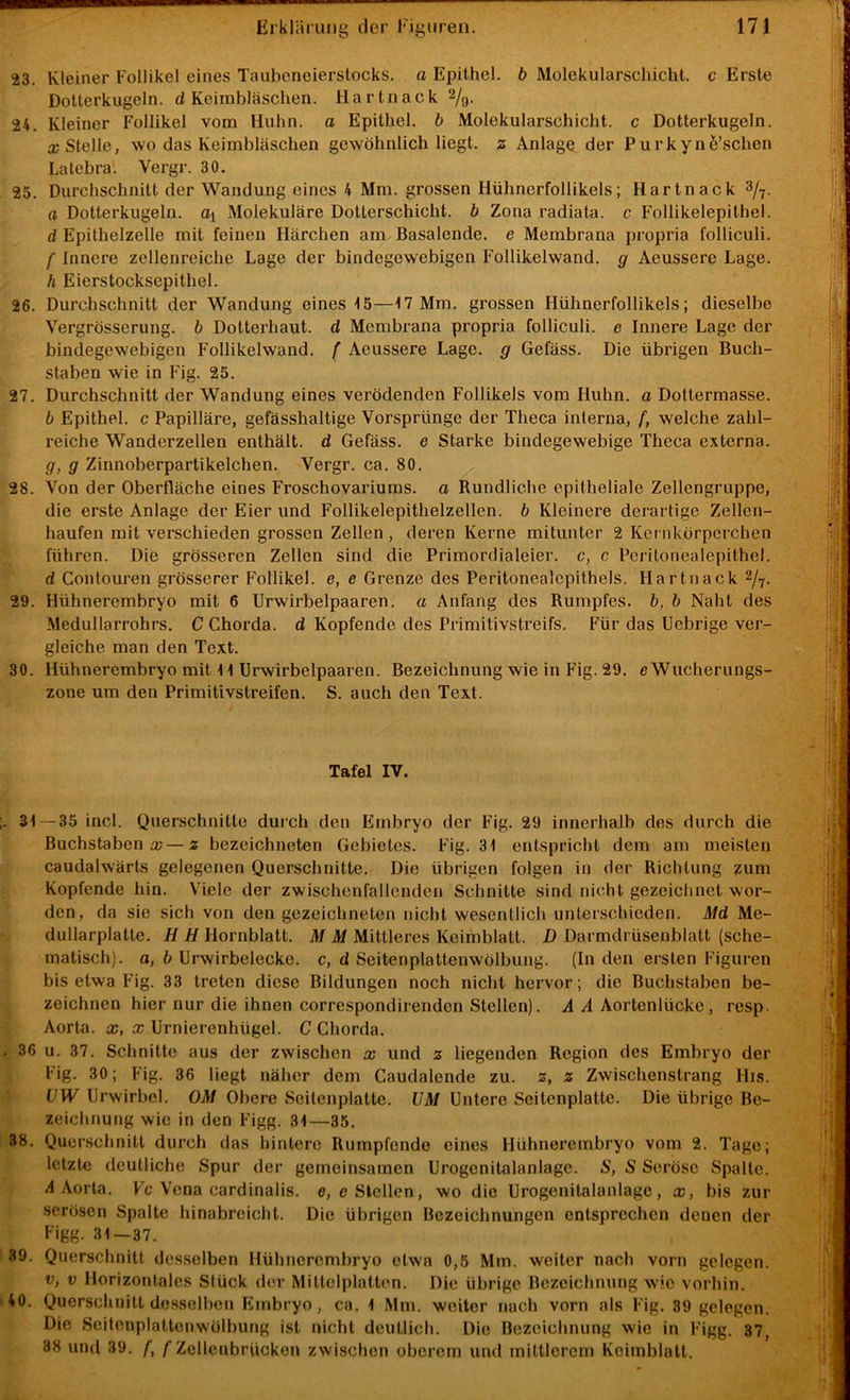 23. Kleiner Follikel eines Taubeneierslocks. a Epithel, b Molekularschicht, c Erste Dotterkugeln, d Keimbläschen. Hartnack 2/a- 24. Kleiner Follikel vom Huhn, a Epithel, b Molekularschicht, c Dotterkugeln, o; Stelle, wo das Keimbläschen gewöhnlich liegt, z Anlage der Purkynö’schen Latebra. Vergr. 30. 25. Durchschnitt der Wandung eines 4 Mm. grossen Hühnerfollikels; Hartnack 3/7. a Dolterkugeln. Molekuläre Dolterschicht. b Zona radiata. c Follikelepithel. d Epithelzelle mit feinen Härchen am Basalende, e Membrana propria folliculi. f Innere zellenreiche Lage der bindegewebigen Follikelwand, g Aeussere Lage. h Eierstocksepithel. 26. Durchschnitt der Wandung eines 15—17 Mm. grossen Hühnerfollikels; dieselbe Vergrösserung. b Dotterhaut, d Membrana propria folliculi, e Innere Lage der bindegewebigen Follikelwand, f Aeussere Lage, g Gefäss. Die übrigen Buch- staben wie in Fig. 25. 27. Durchschnitt der Wandung eines verödenden Follikels vom Huhn, o Dottermasse. b Epithel, c Papilläre, gefässhaltige Vorsprünge der Theca interna, f, welche zahl- reiche Wanderzellen enthält, d Gefäss. e Starke bindegewebige Theca externa. g, g Zinnoberpartikelchen. Vergr. ca. 80. 28. Von der Oberfläche eines Froschovariums. a Rundliche epitheliale Zellengruppe, die erste Anlage der Eier und Follikelepithelzellen, b Kleinere derartige Zellen- haufen mit verschieden grossen Zellen, deren Kerne mitunter 2 Kernkörperchen führen. Die grösseren Zellen sind die Primordialeier, c, c Peritonealepithel, d Contouren grösserer Follikel, e, e Grenze des Peritonealepithels. Hartnack 2/7. 29. Hühnerembryo mit 6 Urwirbelpaaren. a Anfang des Rumpfes, b, b Naht des Medullarrohrs. C Chorda, d Kopfende des Primitivstreifs. Für das Uebrige ver- gleiche man den Text. 30. Hühnerembryo mit 11 Urwirbelpaaren. Bezeichnung wie in Fig. 29. e Wucherungs- zone um den Primitivstreifen. S. auch den Text. Tafel IV. 31 — 35 incl. Querschnitte durch den Embryo der Fig. 29 innerhalb des durch die Buchstaben a; — z bezeichneten Gebietes. Fig. 31 entspricht dem am meisten caudalwärts gelegenen Querschnitte. Die übrigen folgen in der Richtung zum Kopfende hin. Viele der zwischenfallenden Schnitte sind nicht gezeichnet wor- den, da sie sich von den gezeichneten nicht wesentlich unterschieden. Aid Me- dullarplatte. H H Hornblatt. M M Mittleres Keimblatt. D Darmdrüsenblatt (sche- matisch). a, b Unvirbelecke. c, d Seitenplattenwölbung. (In den ersten Figuren bis etwa Fig. 33 treten diese Bildungen noch nicht hervor; die Buchstaben be- zeichnen hier nur die ihnen correspondirenden Stellen). A A Aortenlücke, resp. Aorta. X, x Urnierenhügel. C Chorda. 36 u. 37. Schnitte aus der zwischen x und 2 liegenden Region des Embryo der Fig. 30; Fig. 36 liegt näher dem Caudalende zu. 2, 2 Zwischenstrang His. UW Urwirbel. OM Obere Seitenplatte. UM Untere Seitenplatte. Die übrige Be- zeichnung wie in den Figg. 31—35. 38. Querschnitt durch das hintere Rümpfende eines Hühnerembryo vom 2. Tage; letzte deutliche Spur der gemeinsamen Urogenitalanlage. S, S Seröse Spalte, d Aorta. Kc Vena cardinalis. e,e Stellen, wo die Urogenitalanlage, x, bis zur serösen Spalte hinabreicht. Die übrigen Bezeichnungen entsprechen denen der Figg. 31—37. 39. Querschnitt desselben Hühnerembryo etwa 0,5 Mm. weiter nach vorn gelegen. V, V Horizontales Stück der Mittelplatten. Die übrige Bezeichnung wie vorhin. 40. Querschnitt desselben Embryo, ca. 1 Mm. weiter nach vorn als Fig. 39 gelegen. Die Scilenplatlenwölbung ist nicht deutlich. Die Bezeichnung wie in Figg. 37^ 38 und 39. f, /■ Zellenbrücken zwischen oberem und mittlerem Keimblatt.