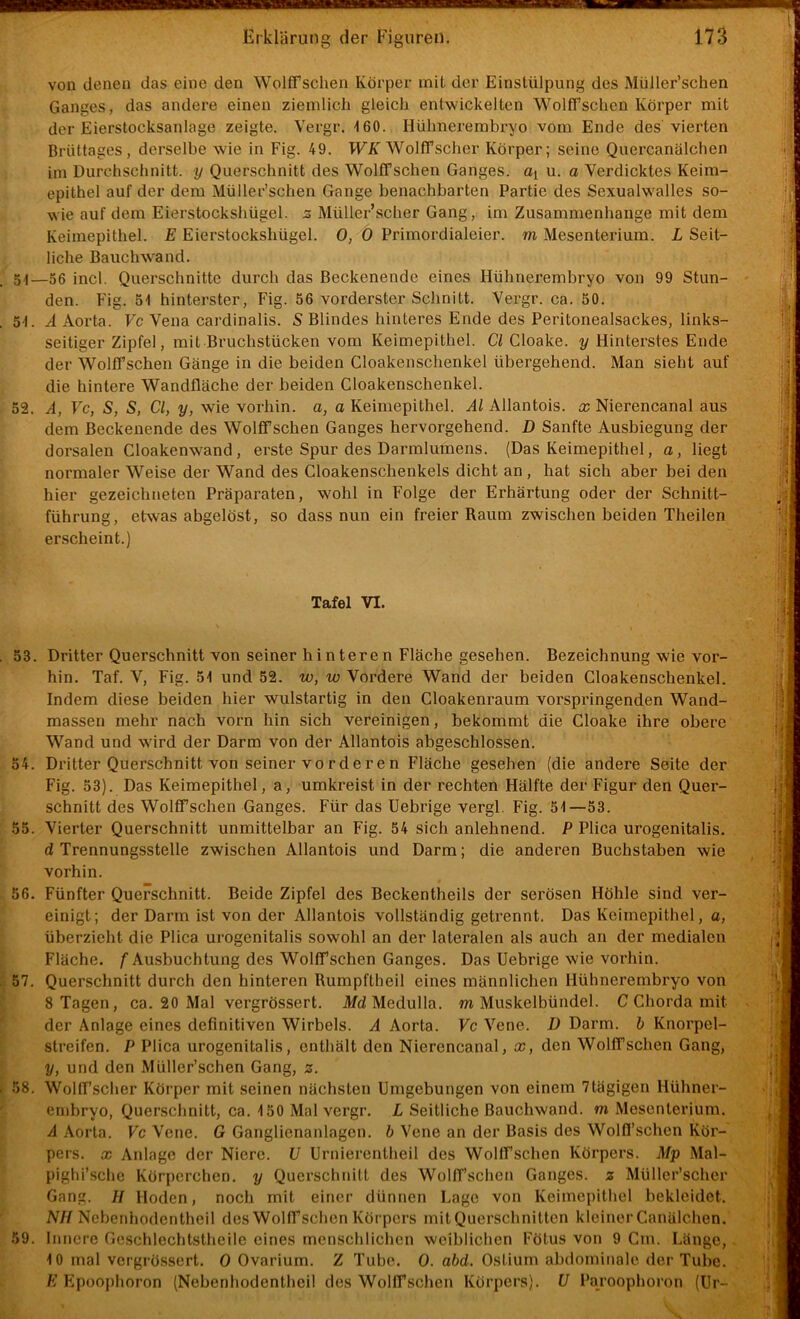 von denen das eine den Wolffschen Körper mit der Einstülpung des Müller’schen Ganges, das andere einen ziemlich gleich entwickelten WolfTschen Körper mit der Eierstocksanlage zeigte. Vergr. 160. Hühnerembryo vom Ende des vierten Brüttages, derselbe wie in Fig. 49. WK Wolffschcr Körper; seine Quercanälchen im Durchschnitt, y Querschnitt des WolfTschen Ganges. Oi u. o Verdicktes Keim- epithel auf der dem Müller’schen Gange benachbarten Partie des Sexualwalles so- wie auf dem Eierstockshügel, s Müller’scher Gang, im Zusammenhänge mit dem Keimepithel. E Eierstockshügel. 0, 0 Primordialeier, m Mesenterium. L Seit- liche Bauchwand. 54—56 incl. Querschnitte durch das Beckenende eines Hühnerembryo von 99 Stun- den. Fig. 51 hinterster, Fig. 56 vorderster Schnitt. Vergr. ca. 50. 51. A Aorta. Vc Vena cai’dinalis. S Blindes hinteres Ende des Peritonealsackes, links- seitiger Zipfel, mit Bruchstücken vom Keimepithel. Cl Cloake. y Hinterstes Ende der WolfTschen Gänge in die beiden Cloakenschenkel übergehend. Man sieht auf die hintere Wandfläche der beiden Cloakenschenkel. 52. A, Vc, S, S, Cl, y, wie vorhin, a, a Keimepithel. Al Allantois. x Nierencanal aus dem Beckenende des Wolffschen Ganges hervorgehend. D Sanfte Ausbiegung der dorsalen Cloakenwand, erste Spur des Darmlumens. (Das Keimepithel, a, liegt normaler Weise der Wand des Cloakenschenkels dicht an, hat sich aber bei den hier gezeichneten Präparaten, wohl in Folge der Erhärtung oder der Schnitt- führung, etwas abgelöst, so dass nun ein freier Raum zwischen beiden Theilen erscheint.) Tafel VI. 53. Dritter Querschnitt von seiner hinteren Fläche gesehen. Bezeichnung wie vor- hin. Taf. V, Fig. 51 und 52. w, w Vordere Wand der beiden Cloakenschenkel. Indem diese beiden hier wulstartig in den Cloakenraum vorspringenden Wand- massen mehr nach vorn hin sich vereinigen, bekommt die Cloake ihre obere Wand und wird der Darm von der Allantois abgeschlossen. 54. Dritter Querschnitt von seiner vorderen Fläche gesehen (die andere Seite der Fig. 53). Das Keimepithel, a, umkreist in der rechten Hälfte der Figur den Quer- schnitt des Wolffschen Ganges. Für das Uebrige vergl. Fig. 51—53. 55. Vierter Querschnitt unmittelbar an Fig. 54 sich anlehnend. P Plica urogenitalis. d Trennungsstelle zwischen Allantois und Darm; die anderen Buchstaben wie vorhin. 56. Fünfter Querschnitt. Beide Zipfel des Beckentheils der serösen Höhle sind ver- einigt; der Darm ist von der Allantois vollständig getrennt. Das Keimepithel, a, überzieht die Plica urogenitalis sowohl an der lateralen als auch an der medialen Fläche, f Ausbuchtung des Wolffschen Ganges. Das Uebrige wie vorhin. 57. Querschnitt durch den hinteren Rumpftheil eines männlichen Hühnerembryo von 8 Tagen, ca. 20 Mal vergrössert. i)/d Medulla. m Muskelbündel. C Chorda mit der Anlage eines definitiven Wirbels. A Aorta. Vc Vene. D Darm, b Knorpel- streifen. P Plica urogenitalis, enthält den Nierencanal, x, den Wolffschen Gang, y, und den Müller’schen Gang, z. 58. Wolffscher Körper mit seinen nächsten Umgebungen von einem 7tägigen Hühner- en)bryo, Querschnitt, ca. 150 Mal vergr. L Seitliche Bauchwand, m Mesenterium, d Aorta. Fc Vene. G Ganglienanlagen, ö Vene an der Basis des Wolfl’schen Kör- pers. X Anlage der Niere. U Urnierentheil des Wolffschen Körpers. Mp Mal- piglii’sche Körperchen, y Querschnitt des Wolffschen Ganges, z Müller’scher Gang. H Hoden, noch mit einer dünnen Lago von Keimepithel bekleidet. N//Ncbenhodentheil des Wolffschen Körpers mit Querschnitten kleiner Canälchen. 59. Innere Gcschlechtstheile eines menschlichen weiblichen Fötus von 9 Cm. Länge, . 10 mal vergrössert. 0 Ovarium. Z Tube. 0. abd. Ostium abdomitiale der Tube. E Epoophoron (Nebenhodenthcil des WollTsclien Körpers). U Paroophoron (Ur-