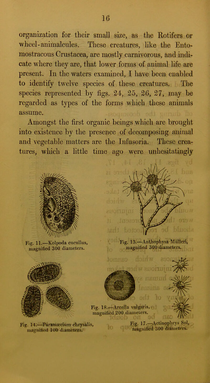 IG organization for their small size, as the Rotifers or wheel-animalcules. These creatures, like the Ento- mostracous Crustacea, are mostly carnivorous, and indi- cate where they are, that lower forms of animal hfe are present. In the waters examined, I have been enabled to identify twelve species of these creatures. The species represented by figs. 24, 25, 26, 27, may be regarded as types of the forms which these animals assume. Amongst the first organic beings which are brought into existence by the presence of decomposing animal and vegetable matters are the Infusoria. These crea- tures, which a little time ago were unhesitatingly Fig. 11.—Kolpoda cucullus, Fig. 13.—Anthophysa Miilleri, uiagnified 300 diameters. magnified 300 diameters. Fig. 14.—Parammcium chrysalis, Fig- 17.--rActinophrys Sol, n)agnifit^<l 100 diaincters.' ruttgnilied dOO diameters.