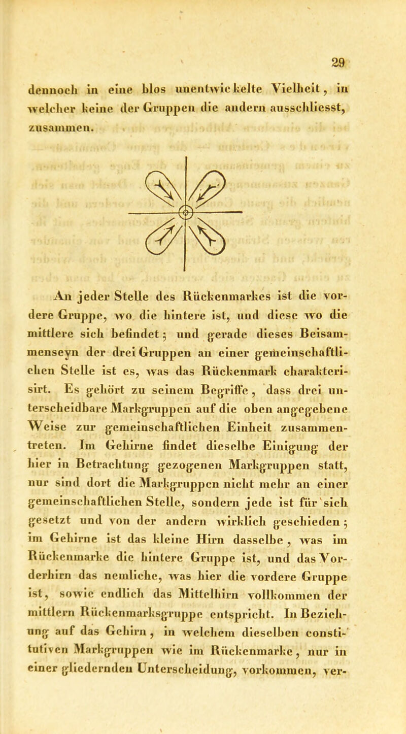 dennoch in eine hlos unentwic kelte Vielheit, in welcher keine der Gruppen die andern aussehliesst, zusammen. An jeder Stelle des Rückenmarkes ist die vor- dere Gruppe, wo die hintere ist, und diese wo die mittlere sich befindet 5 und gerade dieses Beisam- menseyn der drei Gruppen an einer gemeinschaftli- chen Stelle ist es, was das Rückenmark cliaraktcri- sirt. Es gehört zu seinem Begriffe , dass drei un- terscheidbare Markgruppen auf die oben angegebene Weise zur gemeinschaftlichen Einheit zusammen- treten. Im Gehirne findet dieselbe Einigung der hier in Betrachtung gezogenen Markgruppen statt, nur sind dort die Markgruppen nicht mehr an einer gemeinschaftlichen Stelle, sondern jede ist für'sich gesetzt und von der andern wirklich geschieden 5 im Gehirne ist das kleine Hirn dasselbe , was im Rückenmarke die hintere Gruppe ist, und das Vor- derhirn das nemlichc, was hier die vordere Gruppe ist, sowie endlich das Mittelhirn vollkommen der mittlern Rückenmarksgruppe entspricht. In Bezieh- ung auf das Gehirn , in welchem dieselben eonsti- tutiven Markgruppen wie im Rückenmarke, nur in einer gliedernden Unterscheidung, Vorkommen, ver-