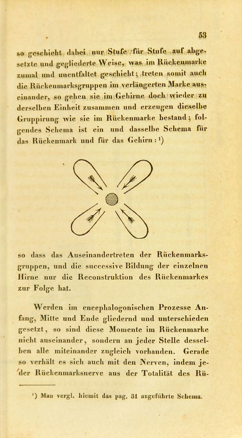 so geschieht dabei nur Stufe 'für Stufe auf abge- setzte und gegliederte Weise, was im Rückenmarke zumal und unentfaltct geschieht; treten somit auch die Rückenmarksgruppen im verlängerten Marke aus- einander, so gehen sie im Gehirne doch wieder zu derselben Einheit zusammen und erzeugen dieselbe Gruppirung wie sie im Riickemnarkc bestand; fol- gendes Schema ist ein und dasselbe Schema für das Rückenmark und für das Gehirn : so dass das Auseinandertreten der Rückenmarks- gruppen, und die successive Bildung der einzelnen Hirne nur die Reconstruktion des Rückenmarkes zur Folge hat. Werden im encephalogonischen Prozesse An- fang, Milte und Ende gliedernd und unterschieden gesetzt, so sind diese Momente im Rückenmarke nicht auseinander, sondern an jeder Stelle dessel- ben alle miteinander zugleich vorhanden. Gerade so verhält es sich auch mit den Nerven, indem jc- 'der Riichcnmarksnerve aus der Totalität des Rü- ') Man vergl. hiemit da« pag. 31 angeführte Scliciuu.