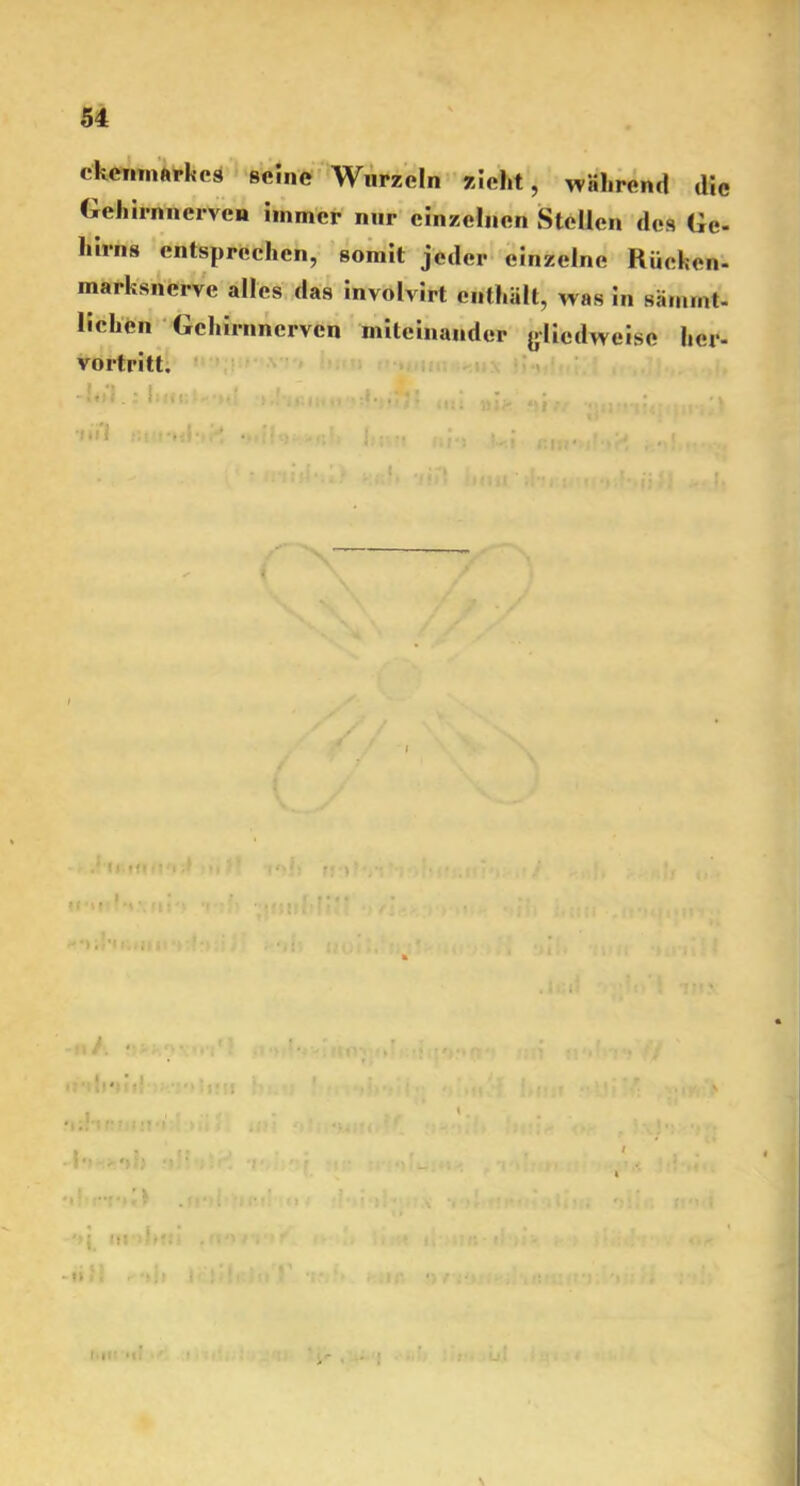 ckcnmarkes seine Wurzeln zieht, während die Gehirnnerven immer nur einzelnen Stellen des Ge- hirns entsprechen, somit jeder einzelne Rücken- marksnerve alles das involvirt enthält, was in säinmt- lichen Gchirnnerven miteinander gliedweise her- vortritt. -lol.: hm .? .. - •»»VI «,„• «l-M-t ! • . ; * , lllff I' Ml