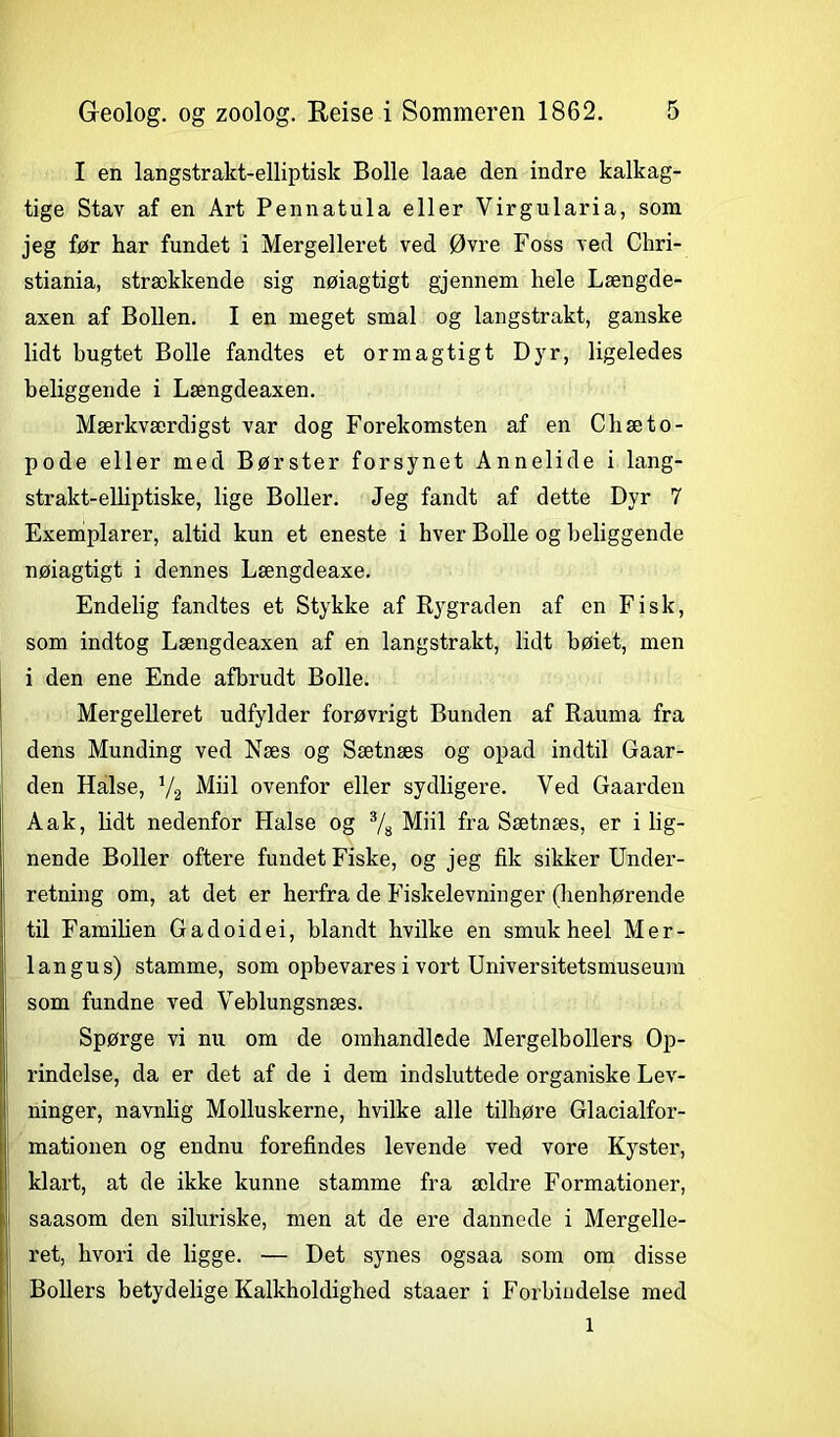 I en langstrakt-elliptisk Bolle laae den indre kalkag- tige Stav af en Art Pennatula eller Virgularia, som jeg før har fundet i Mergelleret ved Øvre Foss ved Chri- stiania, strækkende sig nøiagtigt gjennem hele Længde- axen af Bollen. I en meget smal og langstrakt, ganske lidt bugtet Bolle fandtes et ormagtigt Dyr, ligeledes beliggende i Længdeaxen. Mærkværdigst var dog Forekomsten af en C bæ to- pode eller med Børster forsynet Annelide i lang- strakt-elliptiske, lige Boller. Jeg fandt af dette Dyr 7 Exemplarer, altid kun et eneste i hver Bolle og beliggende nøiagtigt i dennes Længdeaxe. Endelig fandtes et Stykke af Rygraden af en Fisk, som indtog Længdeaxen af en langstrakt, lidt bøiet, men i den ene Ende afbrudt Bolle. Mergelleret udfylder forøvrigt Bunden af Rauma fra dens Munding ved Næs og Sætnæs og opad indtil Gaar- den Halse, V2 Miil ovenfor eller sydligere. Ved Gaarden Aak, bdt nedenfor Halse og 3/» Miil fra Sætnæs, er i lig- nende Boller oftere fundet Fiske, og jeg fik sikker Under- retning om, at det er herfra de Fiskelevninger (benhørende til Familien Gadoidei, blandt hvilke en smuk heel Mer- langus) stamme, som opbevares i vort Universitetsmuseum som fundne ved Veblungsnæs. Spørge vi nu om de omhandlede Mergelbollers Op- rindelse, da er det af de i dem indsluttede organiske Lev- ninger, navnlig Molluskerne, hvilke alle tilhøre Glacialfor- mationen og endnu forefindes levende ved vore Kyster, klart, at de ikke kunne stamme fra ældre Formationer, saasom den sibiriske, men at de ere dannede i Mergelle- ret, hvori de ligge. — Det synes ogsaa som om disse Bollers betydelige Kalkholdighed staaer i Forbindelse med 1