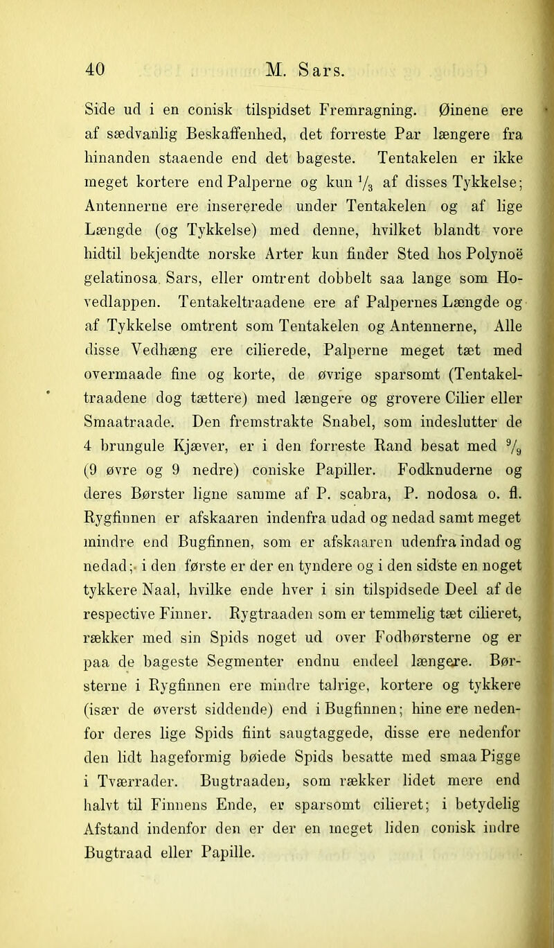 Side ud i en conisk tilspidset Fremragning. Øinene ere af sædvanlig Beskaffenhed, det forreste Par længere fra hinanden staaende end det bageste. Tentakelen er ikke meget kortere end Palperne og kun 73 af disses Tykkelse; Antennerne ere insererede under Tentakelen og af lige Længde (og Tykkelse) med denne, hvilket blandt vore hidtil hekjendte norske Arter kun finder Sted hos Polynoe gelatinosa Sars, eller omtrent dobbelt saa lange som Ho- vedlappen. Tentakeltraadene ere af Palpernes Længde og af Tykkelse omtrent som Tentakelen og Antennerne, Alle disse Vedhæng ere cilierede, Palperne meget tæt med overmaade fine og korte, de øvrige sparsomt (Tentakel- traadene dog tættere) med længere og grovere Cilier eller Smaatraade. Den fremstrakte Snabel, som indeslutter de 4 brungule Kjæver, er i den forreste Rand besat med 9/» (9 øvre og 9 nedre) coniske Papiller. Fodknuderne og deres Børster ligne samme af P. scabra, P. nodosa o. fl. Rygfinnen er afskaaren indenfra udad og nedad samt meget mindre end Bugfinnen, som er afskaaren udenfra indad og nedad; i den første er der en tyndere og i den sidste en noget tykkere Naal, hvilke ende hver i sin tilspidsede Deel af de respective Finner. Rygtraaden som er temmelig tæt cilieret, rækker med sin Spids noget ud over Fodbørsterne og er paa de bageste Segmenter endnu endeel længere. Bør- sterne i Rygfinnen ere mindre talrige, kortere og tykkere (især de øverst siddende) end i Bugfinnen; hine ere neden- for deres lige Spids hint saugtaggede, disse ere nedenfor den lidt hageformig bøiede Spids besatte med smaa Pigge i Tværrader. Bugtraaden, som rækker lidet mere end halvt til Finnens Ende, er sparsomt cilieret; i betydelig Afstand indenfor den er der en meget liden conisk indre Bugtraad eller Papille.