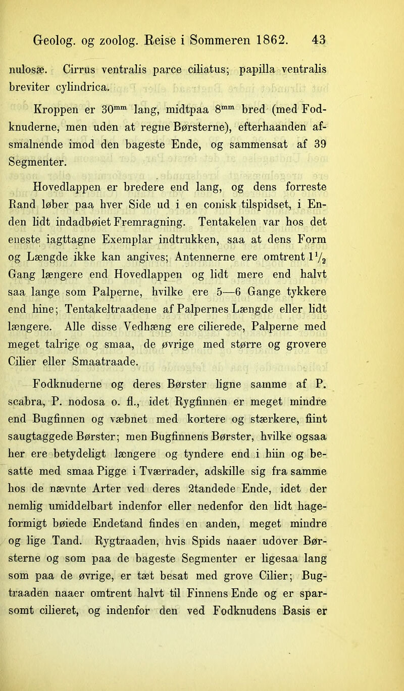 nulosæ. Cirrus ventralis parce ciliatus; papilla ventralis breviter cylindrica. Kroppen er 30mm lang, midtpaa 8mm bred (med Fod- knuderne, men uden at regne Børsterne), efterhaanden af- smalnende imod den bageste Ende, og sammensat af 39 Segmenter. Hovedlappen er bredere end lang, og dens forreste Rand løber paa hver Side ud i en conisk tilspidset, i En- den lidt indadbøiet Fremragning. Tentakelen var hos det eneste; iagttagne Exemplar indtrukken, saa at dens Form og Længde ikke kan angives; Antennerne ere omtrent 1V2 Gang længere end Hovedlappen og lidt mere end halvt saa lange som Palperne, hvilke ere 5—6 Gange tykkere end hine; Tentakeltraadene af Palpernes Længde eller lidt længere. Alle disse Vedhæng ere cilierede, Palperne med meget talrige og smaa, de øvrige med større og grovere Cilier eller Smaatraade. Fodknuderne og deres Børster ligne samme af P. scabra, P. nodosa o. fl., idet Rygfinnen er meget mindre end Bugfinnen og væbnet med kortere og stærkere, flint saugtaggede Børster; men Bugfinnens Børster, hvilke ogsaa her ere betydeligt længere og tyndere end i hiin og be- satte med smaa Pigge i Tværrader, adskille sig fra samme hos de nævnte Arter ved deres 2tandede Ende, idet der nemlig umiddelbart indenfor eller nedenfor den lidt hage- formigt bøiede Endetand findes en anden, meget mindre og lige Tand. Rygtraaden, hvis Spids naaer udover Bør- sterne og som paa de bageste Segmenter er ligesaa lang som paa de øvrige, er tæt besat med grove Cilier; Bug- traaden naaer omtrent halvt til Finnens Ende og er spar- somt cilieret, og indenfor den ved Fodknudens Basis er