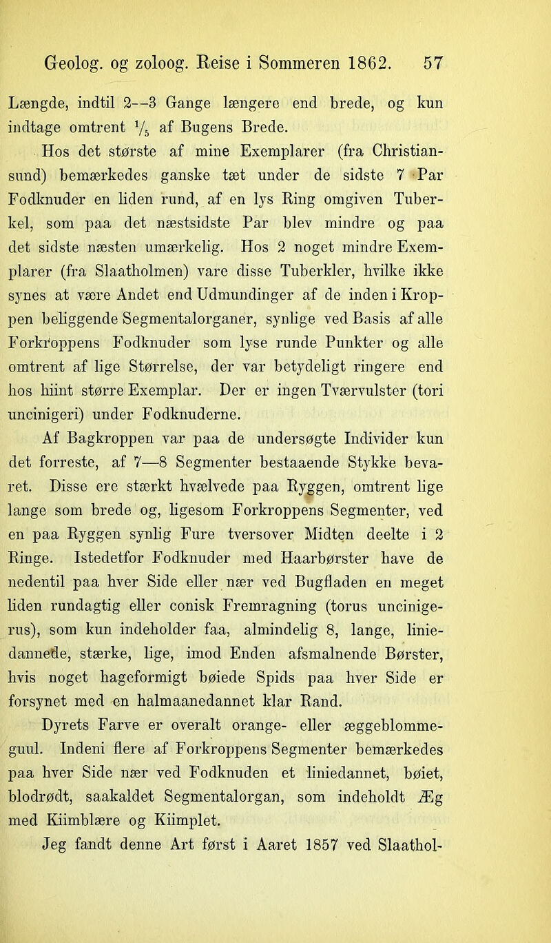 Længde, indtil 2—3 Gange længere end brede, og kun indtage omtrent Vs af Bugens Brede. Hos det største af mine Exemplarer (fra Christian- sund) bemærkedes ganske tæt under de sidste 7 Par Fodknuder en liden rund, af en lys Ring omgiven Tuber- kel, som paa det næstsidste Par blev mindre og paa det sidste næsten umærkelig. Hos 2 noget mindre Exem- plarer (fra Slaatholmen) vare disse Tuberkler, hvilke ikke synes at være Andet end Udmundinger af de inden i Krop- pen beliggende Segmentalorganer, synlige ved Basis af alle Forkroppens Fodknuder som lyse runde Punkter og alle omtrent af lige Størrelse, der var betydeligt ringere end hos hiint større Exemplar. Der er ingen Tværvulster (tori uncinigeri) under Fodknuderne. Af Bagkroppen var paa de undersøgte Individer kun det forreste, af 7—-8 Segmenter bestaaende Stykke beva- ret. Disse ere stærkt hvælvede paa Ryggen, omtrent lige lange som brede og, ligesom Forkroppens Segmenter, ved en paa Ryggen synlig Fure tversover Midten deelte i 2 Ringe. Istedetfor Fodknuder med Haarbørster have de nedentil paa hver Side eller nær ved Bugfladen en meget liden rundagtig eller conisk Fremragning (torus uncinige- rus), som kun indeholder faa, almindelig 8, lange, linie- dannede, stærke, lige, imod Enden afsmalnende Børster, hvis noget hageformigt bøiede Spids paa hver Side er forsynet med en halmaanedannet klar Rand. Dyrets Farve er overalt orange- eller æggeblomme- guul. Indeni flere af Forkroppens Segmenter bemærkedes paa hver Side nær ved Fodknuden et liniedannet, bøiet, blodrødt, saakaldet Segmentalorgan, som indeholdt Æg med Kiimblære og Kiimplet. Jeg fandt denne Art først i Aaret 1857 ved Slaathol-