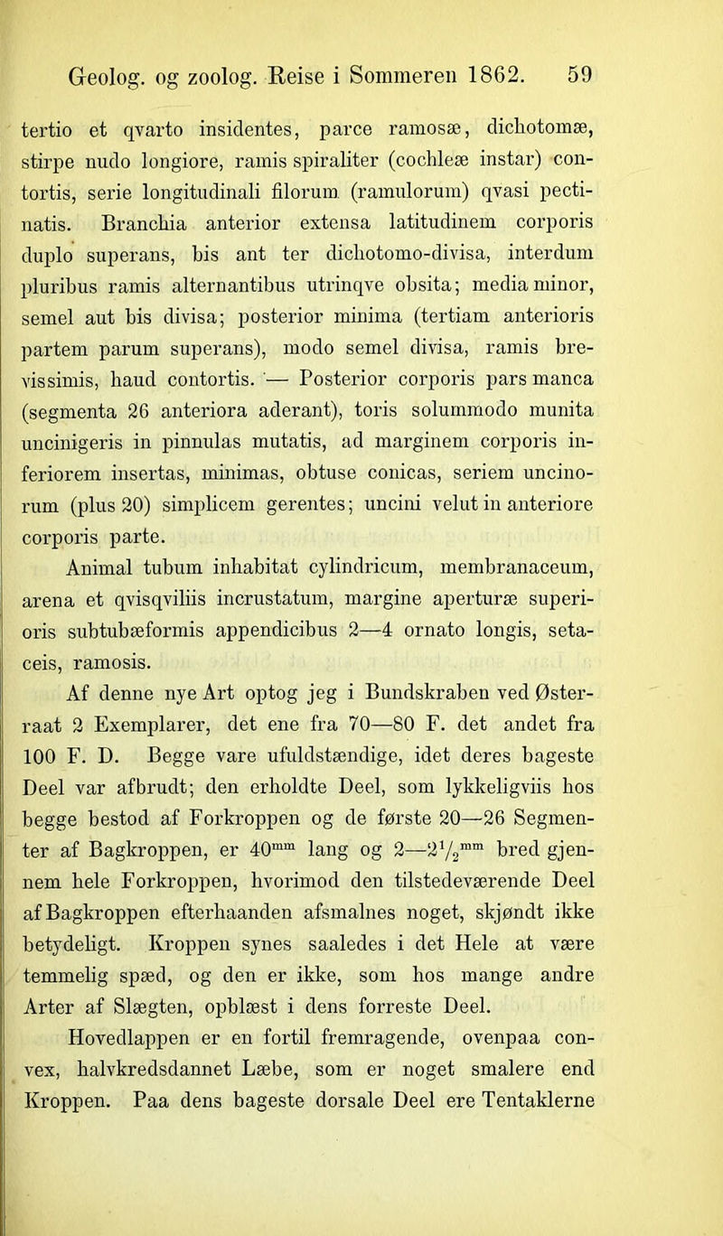 tertio et qvarto insiclentes, parce ramosæ, clicliotomæ, stirpe nudo longiore, ramis spiraliter (cochleæ instar) con- tortis, serie longitudinali filorum (ramulorum) qvasi pecti- natis. Brancbia anterior extensa latitudinem corporis duplo superans, bis ant ter dichotomo-divisa, interdum pluribus ramis alternantibus utrinqve obsita; media minor, semel aut bis divisa; posterior minima (tertiam anterioris partern parum superans), modo semel divisa, ramis bre- vissimis, baud contortis. — Posterior corporis pars manca (segmenta 26 anteriora aderant), toris solummodo munita uncinigeris in pinnulas mutatis, ad marginem corporis in- feriorem insertas, minimas, obtuse conicas, seriem uncino- rum (plus 20) simplicem gerentes; uncini velut in anteriore corporis parte. Animal tubum inhabitat cylindricum, membranaceum, arena et qvisqviliis incrustatum, margine aperturæ superi- oris subtubæformis appendicibus 2—4 ornato longis, seta- ceis, ramosis. Af denne nye Art optog jeg i Bundskraben ved Øster- raat 2 Exemplarer, det ene fra 70—80 F. det andet fra 100 F. D. Begge vare ufuldstændige, idet deres bageste Deel var afbrudt; den erholdte Deel, som lykkeligviis bos begge bestod af Forkroppen og de første 20—26 Segmen- ter af Bagkroppen, er 40mm lang og 2—272nim bred gjen- nem bele Forkroppen, hvorimod den tilstedeværende Deel af Bagkroppen efterhaanden afsmalnes noget, skjøndt ikke betydeligt. Kroppen synes saaledes i det Hele at være temmelig spæd, og den er ikke, som hos mange andre Arter af Slægten, opblæst i dens forreste Deel. Hovedlappen er en fortil fremragende, ovenpaa con- vex, halvkredsdannet Læbe, som er noget smalere end Kroppen. Paa dens bageste dorsale Deel ere Tentaklerne