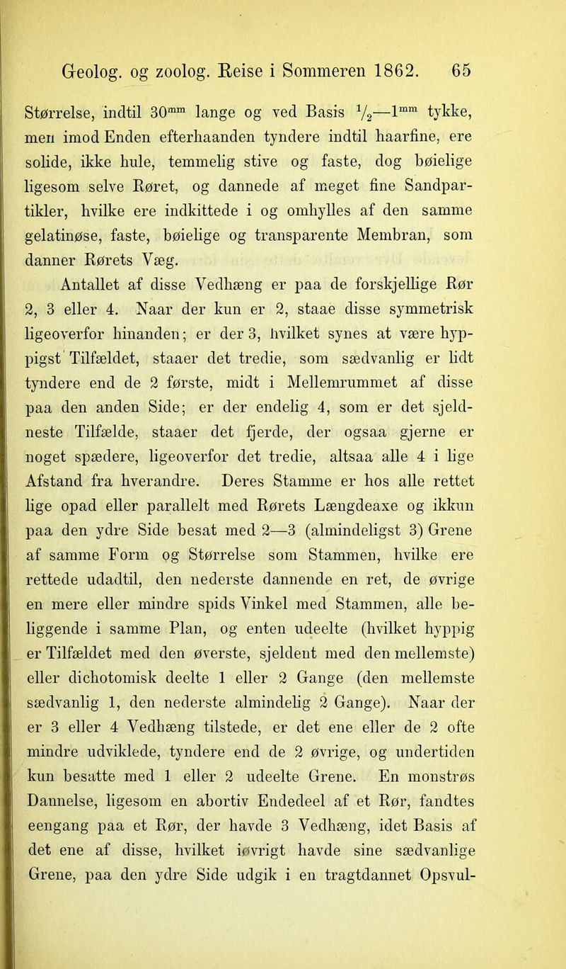 Størrelse, indtil 30mm lange og ved Basis V2—lmm tykke, men imod Enden efterhaanden tyndere indtil haarfine, ere solide, ikke hule, temmelig stive og faste, dog bøielige ligesom selve Høret, og dannede af meget fine Sandpar- tikler, hvilke ere indkittede i og omhylles af den samme gelatinøse, faste, høielige og transparente Membran, som danner Rørets Væg. Antallet af disse Vedhæng er paa de forskjellige Rør 2, 3 eller 4. Naar der kun er 2, staae disse symmetrisk ligeoverfor hinanden; er der 3, hvilket synes at være hyp- pigst Tilfældet, staaer det tredie, som sædvanlig er lidt tyndere end de 2 første, midt i Mellemrummet af disse paa den anden Side; er der endelig 4, som er det sjeld- neste Tilfælde, staaer det fjerde, der ogsaa gjerne er noget spædere, ligeoverfor det tredie, altsaa alle 4 i lige Afstand fra hverandre. Deres Stamme er hos alle rettet lige opad eller parallelt med Rørets Længdeaxe og ikkun paa den ydre Side besat med 2—3 (almindeligst 3) Grene af samme Form og Størrelse som Stammen, hvilke ere rettede udadtil, den nederste dannende en ret, de øvrige en mere eller mindre spids Vinkel med Stammen, alle be- liggende i samme Plan, og enten udeelte (hvilket hyppig er Tilfældet med den øverste, sjeldent med den mellemste) eller dichotomisk deelte 1 eller 2 Gange (den mellemste sædvanlig 1, den nederste almindelig 2 Gange). Naar der er 3 eller 4 Vedhæng tilstede, er det ene eller de 2 ofte mindre udviklede, tyndere end de 2 øvrige, og undertiden kun besatte med 1 eller 2 udeelte Grene. En monstrøs Dannelse, ligesom en abortiv Endedeel af et Rør, fandtes eengang paa et Rør, der havde 3 Vedhæng, idet Basis af det ene af disse, hvilket iøvrigt havde sine sædvanlige Grene, paa den ydre Side udgik i en tragtdannet Opsvul-