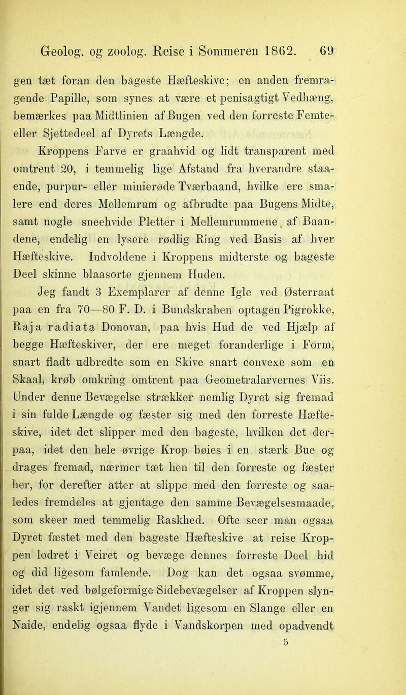 gen tæt foran den bageste Hæfteslcive; en anden fremra- gende Papille, som synes at være et penisagtigt Vedhæng, bemærkes paa Midtlinien af Bugen ved den forreste Femte- eller Sjettedeel af DjTets Længde. Kroppens Farve er graahvid og lidt transparent med omtrent 20, i temmelig lige Afstand fra hverandre staa- ende, purpur- eller minierøde Tværbaand, hvilke ere sma- lere end deres Mellemrum og afbrudte paa Bugens Midte, samt nogle sneehvide Pletter i Mellemrummene af Baan- dene, endelig en lysere rødlig Ring ved Basis af hver Hæfteskive. Indvoldene i Kroppens midterste og bageste Deel skinne blaasorte gjennem Huden. Jeg fandt 3 Exemplarer af denne Igle ved Østerraat paa en fra 70—80 F. D. i Bundskraben optagen Pigrokke, Raja radiata Donovan, paa hvis Hud de ved Hjælp af begge Hæfteskiver, der ere meget foranderlige i Form, snart fladt udbredte som en Skive snart convexe som en Skaal, krøb omkring omtrent paa Geometralarvernes Viis. Under denne Bevægelse strækker nemlig Dyret sig fremad i sin fulde Længde og fæster sig med den forreste Hæfte- skive, idet det slipper med den bageste, hvilken det d'er- paa, idet den hele øvrige Krop bøies i en stærk Bue og drages fremad, nærmer tæt hen til den forreste og fæster her, for derefter atter at slippe med den forreste og saa- ledes fremdeles at gjentage den samme Bevægelsesmaade, som skeer med temmelig Raskhed. Ofte seer man ogsaa Dyret fæstet med den bageste Hæfteskive at reise Krop- pen lodret i Veiret og bevæge dennes forreste Deel hid og did ligesom famlende. Dog kan det ogsaa svømme, idet det ved bølgeformige Sidebevægelser af Kroppen slyn- ger sig raskt igjennem Vandet ligesom en Slange eller en Naide, endelig ogsaa flyde i Vandskorpen med opadvendt 5