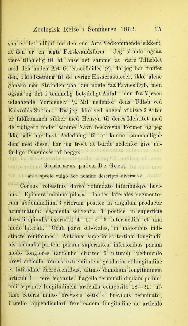 saa er det i alfald for den ene Arts Vedkommende sikkert, at den er en ægte Ferskvandsform. Jeg skulde ogsaa være tilbøielig til at anse det samme at være Tilfældet med den anden Art G. cancelloides (?), da jeg har truffet den, i Modsætning til de øvrige Havscrustaceer, ikke alene ganske nær Stranden paa kun nogle faa Favnes Dyb, men ogsaa og det i temmelig betydeligt Antal i den fraMjøsen udgaaende Vormenelv */2 Mil nedenfor dens Udløb ved Eidsvolds Station. Da jeg ikke ved nogen af disse 2 Arter er fuldkommen sikker med Hensyn til deres Identitet med de tidligere under samme Navn beskrevne Former og jeg ikke selv har havt Anledning til at kunne sammenligne dem med disse, har jeg troet at burde nedenfor give ud- førlige Diagnoser af begge. Gammarus pulex De Geer, an a specie vulgo hoc nomine descripta diversus? Corpus robustius dorso rotundato lateribusqve lævi- bus. Epimera minime pilosa. Partes laterales segmento- rum abd'omin'ajium 3 priorum postice in angulum productæ aeuminatum; segmenta seqventia 3 postice in superficie dorsali spinulis éxornata 4—5, 2—3 intermediis et una modo laterali. Oculi parvi subovales, in majoribus indi- stinete reniformes. Antennæ superiores tertiam longitudi- nis animalis partern parum superantes, inferioribus parum modo longiores (articulis circiter 5 ultimis), pedunculo brevi articulis versus extremitatem gradatim et longitudine et latitudine deeréseentibus, ultimo dimidiam longitudinem articuli lrai fere æqvairte; flagello terminali duplam pedun- culi æqvante longitudinem articulis composito 18—-21, ul- timo ceteris hiulto breviore setis 4 brevibus terminato; llagello appendiculari fere eadem longitudine ac articulo