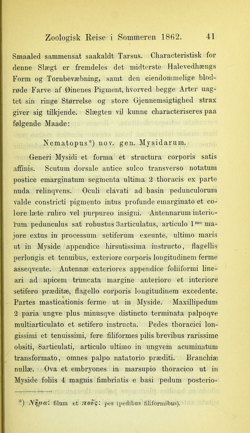 Smaaled sammensat saakaldt Tarsus. Characteristisk for denne Slægt er fremdeles det midterste Halevedhængs Form og Tornbevæbning, samt den eiendommelige blod- røde Farve af Øinenes Pigment, hvorved begge Arter uag- tet sin ringe Størrelse og store Gjennemsigtighed strax giver sig tilkjende. Slægten vil kunne characteriseres paa følgende Maade: Nematopus*) nov. gen. Mysidarum. Generi Mysidi et forma et structura corporis satis affinis. Scutum dorsale antiee sulco transverso notatum postice emarginatum segmenta ultima 2 thoracis ex parte nuda relinqvens. Oculi clavati ad basin pedunculorum valde constricti pigmento intus profunde emarginato et co- lore læte rubro vel purpureo insigni. Antennarum interio- him pedunculus sat robustus Sarticulatus, articulo lmo ma- jore extus in processum setiferum exeunte, ultimo maris ut in Myside appendice liirsutissima instructo, flagellis perlongis et tenuibus, exteriore corporis longitudinem ferme asseqvente. Antennæ exteriores appendice foliiformi line- ari ad apicem truncata margine anteriore et interiore setifero præditæ, flagello corporis longitudinem excedente. Partes masticationis ferme ut in Myside. Maxillipedum 2 paria ungve plus minusqve clistincto termihata palpoqve multiarticulato et setifero instructa. Pedes thoracici lon- gissimi et tenuissimi, fere filiformes pilis brevibus rarissime obsiti, Sarticulati, articulo ultimo in ungvem acuminatum transformato, omnes palpo natatorio præditi. Branchiæ nullæ. Ova et embryones in marsupio thoracico ut in Myside foliis 4 magnis fimbriatis e basi pedum posterio- *) Nijficc'. filum et Tcovg'. pes (pedibus tiliformibus).