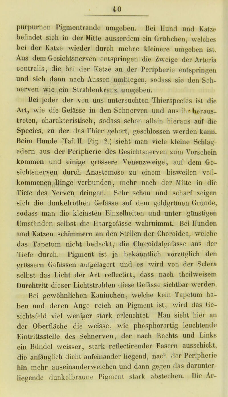 purpurnen Pigmentrande umgeben, bei Mund und Katze befindet sich in der Mitte ausserdem ein Grübchen, welches bei der Katze wieder durch mehre kleinere umgeben ist. Aus dem Gesichtsnerven entspringen die Zweige der Artcria centralis, die bei der Katze an der Peripherie entspringen und sich dann nach Aussen umbiegen, sodass sic den Seh- nerven wie ein Strahlenkranz umgeben. Bei jeder der von uns untersuchten Thierspccies ist die Art, wie die Gefässe in den Sehnerven und aus ihr heraus- treten, charakteristisch, sodass schon allein hieraus auf die Species, zu der das Thier gehört, geschlossen werden kann. Beim Hunde (Taf. II. Fig. 2.) sieht man viele kleine Schlag- adern aus der Peripherie des Gesichtsnerven zum Vorschein kommen und einige grössere Venenzweige, auf dem Ge- sichtsnerven durch Anastomose zu einem bisweilen voll- kommenen Ringe verbunden, mehr nach der Mitte in die Tiefe des Nerven dringen. Sehr schön und scharf zeigen sich die dunkelrothen Gefässe auf dem goldgrünen Grunde, sodass man die kleinsten Einzelheiten und unter günstigen Umständen selbst die Haargefässe wahrnimmt. Bei Hunden und Katzen schimmern an den Stellen der Choroidea, welche das Tapetum nicht bedeckt, die Choroidalgefässe aus der Tiefe durch. Pigment ist ja bekanntlich vorzüglich den grossem Gefässen aufgelagert und es wird von der Sclera selbst das Licht der Art reflectirt, dass nach theilweisem Durchtritt dieser Lichtstrahlen diese Gefässe sichtbar werden. Bei gewöhnlichen Kaninchen, welche kein Tapetum ha- ben und deren Auge reich an Pigment ist, wird das Ge- sichtsfeld viel weniger stark erleuchtet. Man sieht hier an der Oberfläche die weisse, wie phosphorartig leuchtende Eintrittsstelle des Sehnerven, der nach Rechts und Links ein Bündel weisser, stark reflectirender Fasern ausschickl, die anfänglich dicht aufeinander liegend, nach der Peripherie hin mehr auseinanderweichen und dann gegen das darunter- liegende dunkelbraune Pigment stark abstechen. Die Ar-