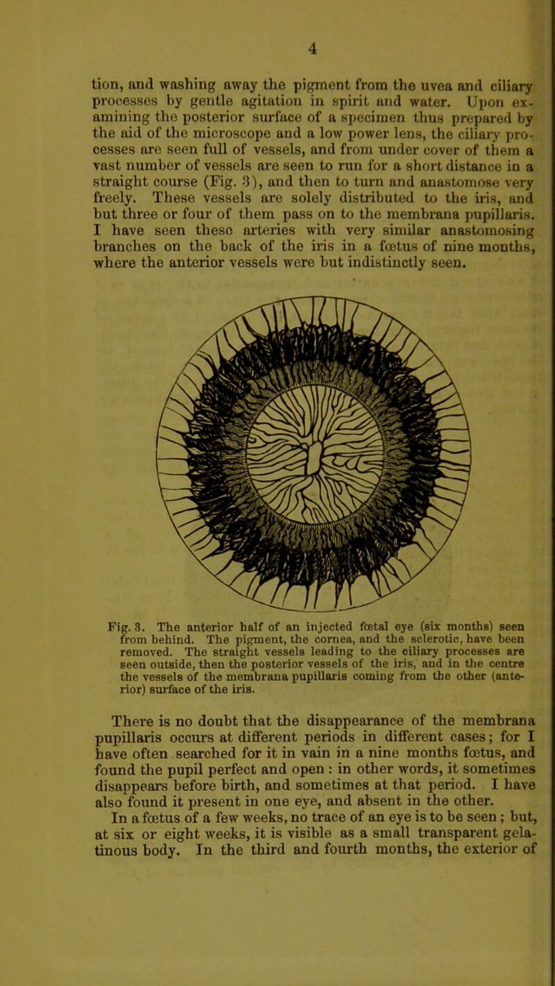 tion, find washing away the pigment from the uvea and ciliary processes hy gentle agitation in spirit and water. Upon ex- amining the posterior surface of a specimen thus prepared by the aid of the microscope and a low power lens, the ciliary pro- cesses are seen full of vessels, and from under cover of them a vast numbor of vessels are seen to run for a short distance in a straight course (Fig. 3), and then to turn und anastomose very freely. These vessels are solely distributed to the iris, and but three or four of them pass on to the membrane pupillaris. I have seen theso arteries with very similar anastomosing branches on the back of the iris in a foetus of nine months, where the anterior vessels were but indistinctly seen. Fig. 3. The anterior half of an injected foetal eye (six months) seen from behind. The pigment, the cornea, and the sclerotic, have been removed. The straight vessels leading to the ciliary processes are seen outside, then the posterior vessels of the iris, and in the centre the vessels of the membraua pupillaris coming from the other (ante- rior) surface of the iris. There is no doubt that the disappearance of the membrana pupillaris occurs at different periods in different cases; for I have often searched for it in vain in a nine months fcetus, and found the pupil perfect and open : in other words, it sometimes disappears before birth, and sometimes at that period. I have also found it present in one eye, and absent in the other. In a fcetus of a few weeks, no trace of an eye is to be seen ; but, at six or eight weeks, it is visible as a small transparent gela- tinous body. In the third and fourth months, the exterior of