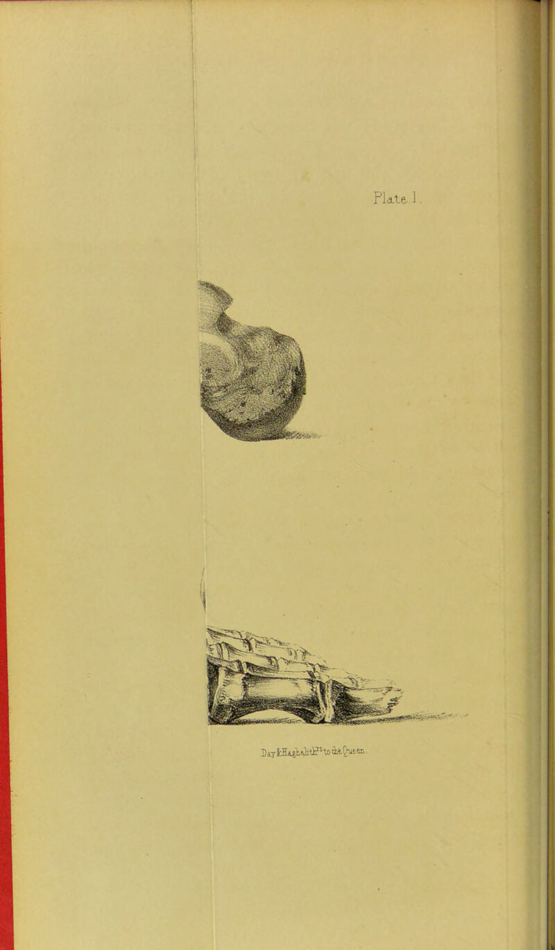 Plate. 1.